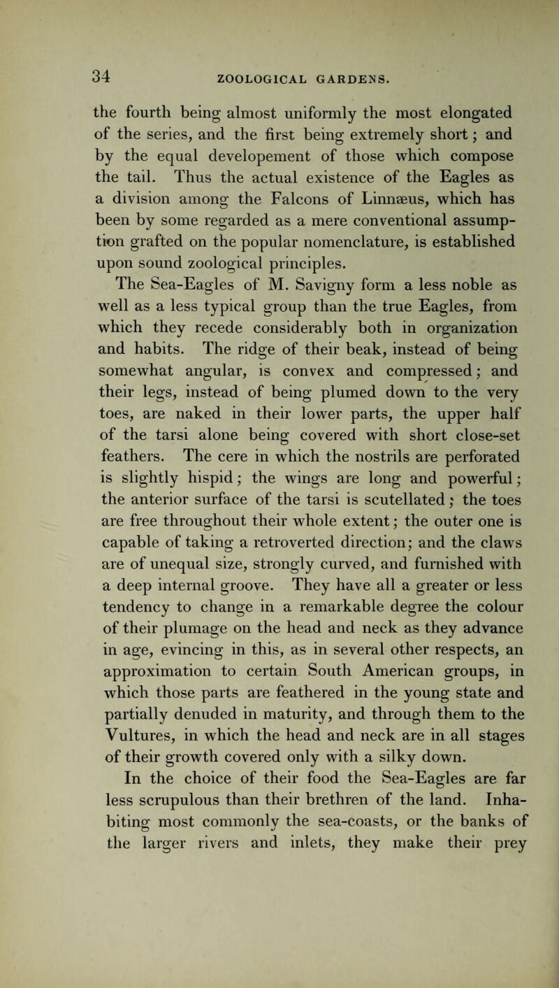 the fourth being almost uniformly the most elongated of the series, and the first being extremely short; and by the equal developement of those which compose the tail. Thus the actual existence of the Eagles as a division among the Falcons of Linnaeus, which has been by some regarded as a mere conventional assump¬ tion grafted on the popular nomenclature, is established upon sound zoological principles. The Sea-Eagles of M. Savigny form a less noble as well as a less typical group than the true Eagles, from which they recede considerably both in organization and habits. The ridge of their beak, instead of being somewhat angular, is convex and compressed; and their legs, instead of being plumed down to the very toes, are naked in their lower parts, the upper half of the tarsi alone being covered with short close-set feathers. The cere in which the nostrils are perforated is slightly hispid; the wings are long and powerful; the anterior surface of the tarsi is scutellated; the toes are free throughout their whole extent; the outer one is capable of taking a retroverted direction; and the claws are of unequal size, strongly curved, and furnished with a deep internal groove. They have all a greater or less tendency to change in a remarkable degree the colour of their plumage on the head and neck as they advance in age, evincing in this, as in several other respects, an approximation to certain South American groups, in which those parts are feathered in the young state and partially denuded in maturity, and through them to the Vultures, in which the head and neck are in all stages of their growth covered only with a silky down. In the choice of their food the Sea-Eagles are far less scrupulous than their brethren of the land. Inha¬ biting most commonly the sea-coasts, or the banks of the larger rivers and inlets, they make their prey