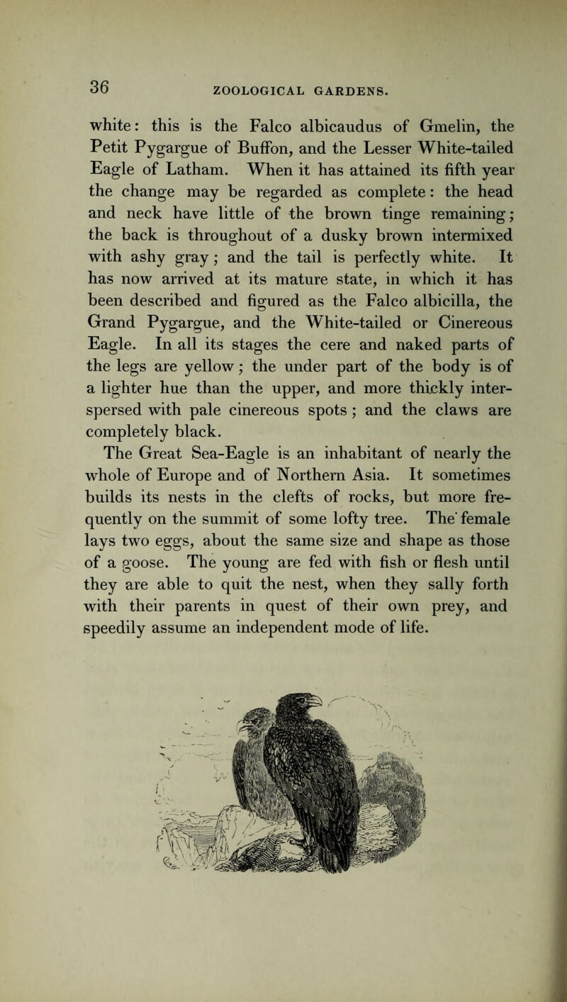 white: this is the Falco albicaudus of Gmelin, the Petit Pygargue of BufFon, and the Lesser White-tailed Eagle of Latham. When it has attained its fifth year the change may be regarded as complete: the head and neck have little of the brown tinge remaining; the back is throughout of a dusky brown intermixed with ashy gray; and the tail is perfectly white. It has now arrived at its mature state, in which it has been described and figured as the Falco albicilla, the Grand Pygargue, and the White-tailed or Cinereous Eagle. In all its stages the cere and naked parts of the legs are yellow; the under part of the body is of a lighter hue than the upper, and more thickly inter¬ spersed with pale cinereous spots; and the claws are completely black. The Great Sea-Eagle is an inhabitant of nearly the whole of Europe and of Northern Asia. It sometimes builds its nests in the clefts of rocks, but more fre¬ quently on the summit of some lofty tree. The' female lays two eggs, about the same size and shape as those of a goose. The young are fed with fish or flesh until they are able to quit the nest, when they sally forth with their parents in quest of their own prey, and speedily assume an independent mode of life.