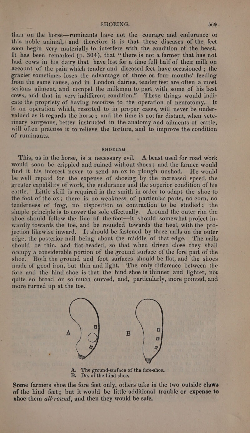 than on the horse—ruminants have not the courage and endurance o1 this noble animal,! and therefore it is that these diseases of the feet soon begin very materially to interfere with the condition of the beast. It has been remarked (p. 304), that ‘there is not a farmer that has not had cows in his dairy that have lost for a time full half of their milk on account of the pain which tender and diseased feet have occasioned ; the grazier sometimes loses the advantage of three or. four months’ feeding from the same cause, and in London dairies, tender feet are often a most serious ailment, and compel the milkman to part with some of his best cows, and that in very indifferent condition.” These things would indi- cate the propriety of having recourse to the operation of neurotomy. It is an operation which, resorted to im proper cases, will never be under- valued as it regards the horse; and the time is not far distant, when vete- rinary surgeons, better instructed in the anatomy and ailments of cattle, will often practise it to relieve the torture, and to improve the condition of ruminants. SHOEING This, as in the horse, is a necessary evil. A beast used for road work would soon be crippled and ruined without shoes; and the farmer would find it his interest never to send an ox to plough unshod. He would be well repaid for the expense of shoeing by the increased speed, the greater capability of work, the endurance and the superior condition of his cattle.’ Little skill is required in the smith in order to adapt the shoe to the foot of the ox; there is no weakness of particular parts, no corn, no tenderness of frog, no disposition to contraction to be studied; the simple principle is to cover the sole effectually. Around the outer rim the shoe should follow the line of the foot—it should somewhat project in- wardly towards the toe, and be rounded towards the heei, with the pro- jection likewise inward. It should be fastened by three nails on the outer edge, the posterior nail being about the middle of that edge. ‘The nails should be thin, and flat-headed, so that when driven close they shall occupy a considerable portion of the ground surface of the fore part of the shoe. Both the ground and foot surfaces should be flat, and the shoes made of good iron, but thin and light. The only difference between the fore and the hind shoe is that the hind shoe is thinner and lighter, not quite- so broad or so much curved, and, particularly, more pointed, and more turned up at the toe. A. The ground-surface of the fore-shoe. B. Do. of the hind shoe. Some farmers shoe the fore feet only, others take in the two outside clawa of the hind feet; but it would be little additional trouble or expense to shoe them all:rownd, and then they would be safe.