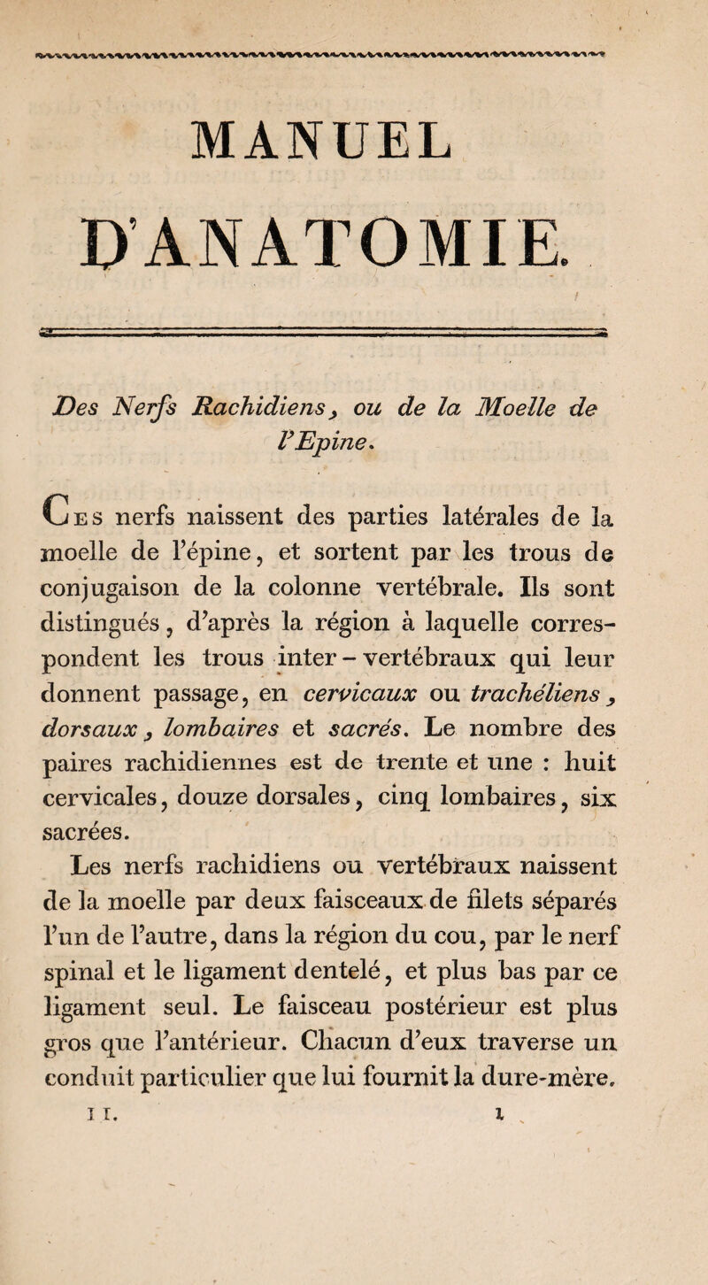 D’ANATOMIE. Des Nerfs Rachidiens^ ou de la Moelle de V Epine. Ces nerfs naissent des parties latérales de la moelle de l’épine, et sortent par les trous de conjugaison de la colonne vertébrale. Ils sont distingués, d’après la région à laquelle corres¬ pondent les trous inter - vertébraux qui leur donnent passage, en cervicaux ou trachéliensy dorsaux y lombaires et sacrés. Le nombre des paires rachidiennes est de trente et une : huit cervicales, douze dorsales, cinq lombaires, six sacrées. Les nerfs rachidiens ou vertébraux naissent de la moelle par deux faisceaux de filets séparés l’un de l’autre, dans la région du cou, par le nerf spinal et le ligament dentelé, et plus bas par ce ligament seul. Le faisceau postérieur est plus gros que l’antérieur. Chacun d’eux traverse un conduit particulier que lui fournit la dure-mère.