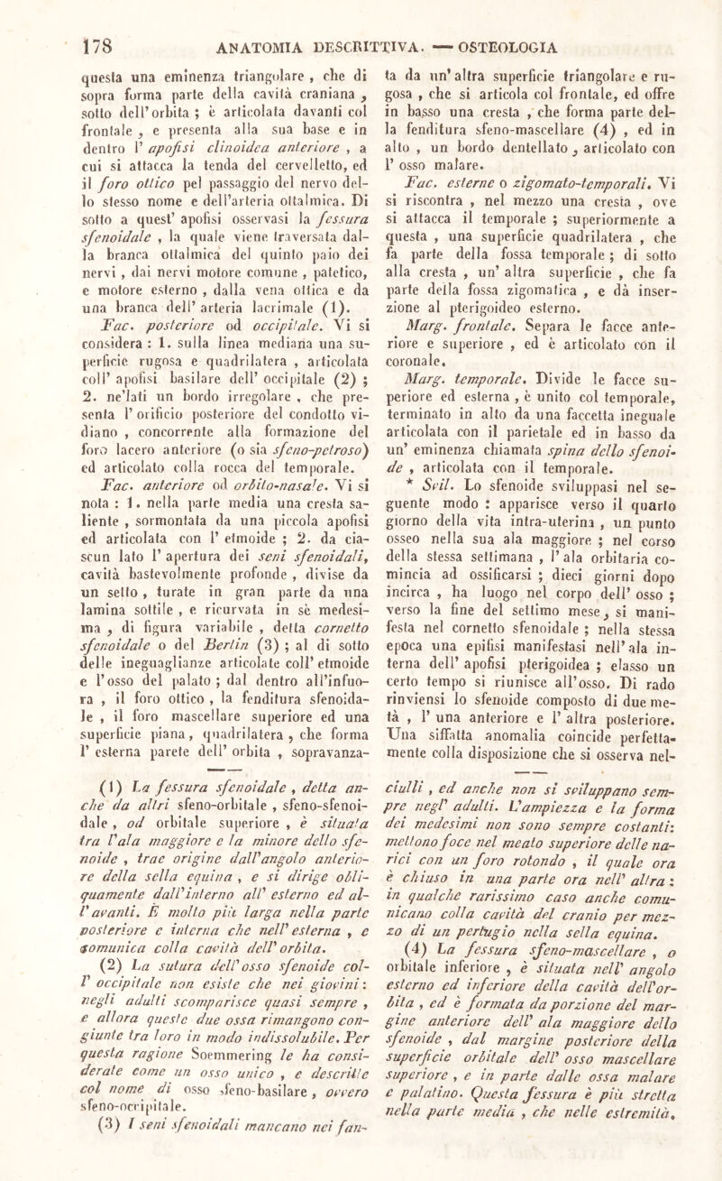 questa una eminenza triangolare , che di sopra forma parte della cavità craniana , sotto dell’orbita; è articolata davanti col frontale , e presenta alla sua base e in dentro 1’ apojìsi clinoidca anteriore , a cui si attacca la tenda del cervelletto, ed il foro ottico pel passaggio del nervo del- lo stesso nome e deH’arteria oftalmica. Di sotto a quest’ apofisi osservasi la fessura sfenoidale , la quale viene traversata dal- la branca otta!mica del quinto paio dei nervi , dai nervi motore comune , patetico, c motore esterno , dalla vena ottica e da una branca deli’ arteria lacrimale (1). Fac> posteriore od occipitale. Vi si considera : 1. sulla linea mediana una su- perficie rugosa e quadrilatera , articolata coll’ apofisi basilare dell’ occipitale (2) ; 2. ne’lati un bordo irregolare , che pre- senta 1’ orificio posteriore del condotto vi- diano , concorrente alla formazione del forvo lacero anteriore (o sia sfeno-pctroso') ed articolato colla rocca de! temporale. Fac> anteriore od orbita-nasale'^ Vi si nota : 1. nella parte media una cresta sa- liente , sormontata da una piccola apofisi ed articolata con 1’ etmoide ; 2. da cia- scun lato 1’ apertura dei seni sfenoidaU^ cavità bastevolmente profonde , divise da un setto , turate in gran parte da una lamina sottile , e ricurvata in se medesi- ma , di figura variabile , detta cornetto sfenoidale o del Fertili (3) ; al di sotto delle ineguaglianze articolate coll’etmoide e l’osso del palato ; dal dentro all’infuo- ra , il foro ottico , la fenditura sfenoida- Je , il foro mascellare superiore ed una superficie piana, quadrilatera , che forma r esterna parete dell’ orbita , sopravanza- ( 1 ) La fessura sfenoidale , detta an- che da altri sfeno-orbitale , sfeno-sfenoi- dale , od orbitale superiore , è situata tra Pala maggiore eia minore dello sfe- noide , trae origine dalVangolo anterio- re della sella equina , e si dirige obli- quamente dalVinterno alP esterno ed al- P aeanti. È molto pili larga nella parte posteriore e interna che nelP esterna , e comunica colla cavità delP orbita. (2) ha sutura delP osso sfenoide col- V occipitale non esiste che nei giodni : negli adulti scomparisce quasi sempre , e allora queste due ossa rimangono con- giunte tra loro in modo indissolubile, Fer questa ragione Soemmering le ha consi- derate come un osso unico , e descritte col nome di osso ^leno-basilare, occero sfeno-ocripitale. (3) ì seni sfenoidali mancano nei fan- (a da un’altra superficie triangolare e ru- gosa , che si articola col frontale, ed offre in basso una cresta , che forma parte del- la fenditura sfeno-mascellare (4) , ed in alto, un bordo dentellato ^ articolato con 1’ osso malare. Fae. esterne o zigomato-temporali, Vi si riscontra , nel mezzo una cresta , ove si attacca il temporale ; superiormente a questa , una superficie quadrilatera , che fa parte della fossa temporale ; di sotto alla cresta , un’ altra superficie , che fa parte della fossa zigomatica , e dà inser- zione al pterigoideo esterno. Marg. frontale. Separa le facce ante- riore e superiore , ed è articolato con il coronale. Marg. temporale. Divide le facce su- periore ed esterna , è unito col temporale, terminato in alto da una faccetta ineguale articolata con il parietale ed in basso da un’ eminenza chiamata spina dello sfenoi- de , articolata con il temporale. * Scil. Lo sfenoide sviluppasi nel se- guente modo : apparisce verso il quarto giorno della vita intra-uterina , un punto osseo nella sua ala maggiore ; nel corso della stessa settimana , l’ala orbitaria co- mincia ad ossificarsi ; dieci giorni dopo incirca , ha luogo nel corpo deli’ osso ; verso la fine del settimo mese^ si mani- festa ne! cornetto sfenoidale ; nella stessa epoca una epifisi manifestasi nell’ala in- terna dell’ apofisi pterigoidea ; classo un certo tempo si riunisce all’osso. Di rado rinviensi lo sfenoide composto di due me- tà , r una anteriore e 1’ altra posteriore. Una siffatta anomalia coincide perfetta- mente colla disposizione che si osserva nel- ciulli , ed anche non si sviluppano sem- pre negP adulti. Vampiezza e la forma dei medesimi non sono sempre costanti', mettono foce nel meato superiore delle na- rici con un foro rotondo , il quale ora è eh iuso in una parte ora nelP altra : r/z qualche rarissimo caso anche comu- nicano colla cavità del cranio per mez- zo di un pertugio nella sella equina. (4) La fessura sfeno-mascellare , o orbitale inferiore , è situata nelP angolo esterno ed inferiore della cavità delPor- bila , ed è formata da porzione del mar- gine anteriore delP ala maggiore dello sfenoide , dal margine posteriore della superficie orbitale delP osso mascellare superiore , e in parte dalle ossa malare e palatino. Questa fessura è più stretta nella parte media , che nelle estremità^