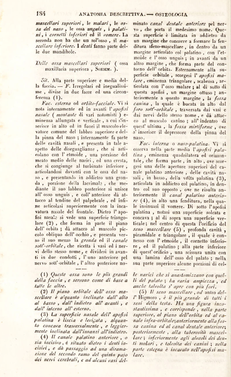 mascellari superiori, le molari, le os- sa éel naso , le ossa unguis ^ ì palati- ni ^ i cornetti inferiori ed il eomere. lia seconda non ha che un sol’osso , il ma- scellare inferiore. 1 denti fanno parte del- le due mandibole. Delle ossa mascellari superiori ( ossa maxillaria superiora , Soemm. ). Sit. Alla parie superiore e media del- la faccia. — D. Irregolari ed inegualissi- me , divise in due facce ed una circon- ferenza (1). JFac. esterna od orlito-facciale. Vi si noia infernamenle ed in avanti l’apofisi nasale ( montante di vari nolomisti ) e- minenza allungata e verticale , a cui s’in- serisce in alio ed in fuori il muscolo ele- vatore comune del labbro superiore e del- la pinna del naso ; internamente fa parte delle cavità nasali , e presenta in tale a- spello delle diseguaglianze , che si arti- colano con 1’ etmoide , una porzione del meato medio delle narici , ed una cresta, che si congiunge al turbinato inferiore , articolandosi davanti con le ossa del na- so , e presentando in addietro una gron- da , porzione della lacrimale , che me- diante il suo labbro posteriore si unisce all’ osso unguis , e coll’ anteriore dà at- tacco al lendine del palpebrale , ed infi- ne articolasi superiormente con la inca- vatura nasale del frontale. Dietro 1’ apo- fisi nasale si vede una superfìrie triango- lare (2) , che forma in parte il piano dell’ orbita ; dà attacco al muscolo pic- colo obliquo dell’ occhio , e presenta ver- so il suo mezzo la gronda ed il canale sotC-orbitale, che ricetta i vasi ed i ner- vi dello stesso nome, e dividesi in avan- ti in due condotti , 1’ uno anteriore pel nervo soU’-orbitale , l’altro posteriore no- (1) Queste ossa sono le più grandi della faccia , e servono come di base a tutte le altre. (2) Il piano orbitale delV osso ma- scellare è alquanto inclinato dalV alto al basso , dall' indietro all' avanti , e dall' interno all' esterno. (3) La superficie nasale dell' apofisi palatina è liscia e levigata , alquan- to concava trasversalmente , e leggier- mente inclinata dall'innanzi alVindietro. (4) Il canale palatino anteriore , o sia incisilo, é situato dietro i denti in- cisivi f e dà passaggio ad una dirama- zione del secondo ramo del quinto pajo dei nervi cerebralif e ad alcuni vasi del- minato canal dentale anteriore pel ner- Yo , che porta il medesimo nome. Que- sta superficie è limitata in addietro da un margine che conci>rre a formare la fen- ditura sfeno-mascellare , in dentro da un margine articolato col palatino , con l’et- moide e 1’ osso unguis ; in avanti da un altro margine , che forma parte del con- torno dell’ orbita. Esternamente alla su- perficie orbitale , scorgesi 1’ apofisi ma- lare , eminenza triangolare » scabrosa , ar- ticolala con l’osso inalare ; al di sotto di questa apofisi , un margine ottuso ; an- teriormente a questo margine , la fossa canina , la quale è bucata in alto dal foro sott'-orbitale , traversata dai vasi e dai nervi dello stesso nome , e dà attac- co al muscolo canino ; all’ indentro di quest’ ultima , la fossa mirtìforme , ove s’ inserisce il depressore della pinna del naso. Fac. interna o naso-palatina. Vi si osserva nella parte media Xapofisi pala- tina , eminenza quadrilatera ed orizzon- tale, che forma parte , in alto , ove scor- gesi una delle aperture superiori del ca- nale palatino anteriore , delle cavità na- sali , in basso, della vdlta palatina (3), articolata in addietro col palatino, in den- tro col suo opposto , ove ne risulta an- teriormente il canal palatino anterio- re (4), in alto una fenditura, nella qua- le insinuasi il vomere. Di sotto l’apofisi palatina , notasi una superficie solcata e concava ; al di sopra una superficie ver- ticale; nel centro di questa l’orificio del seno mascellare (5) , profonda cavità , piramidale e triangolare , il quale è con- nesso con 1’ etmoide , il cornetto inferio- re , ed il palatino ; alla parte inferiore di quest’orificio , una scissura unita con una lamina dell’ osso del palato ; nella sua parte superiore alcune porzioni di cel- ie narici che si anasiomizzano con quel- li del palato ; ha varia ampiezza , ed anche tal eolia s' apre con più fori. (5) Il seno mascellare , od antro del- V Higmoro , è il più grande di tutti i seni della testa. Ha una figura inco- stantissima , e corrisponde , nella parte superiore, al piano dell'orbita ed al ca- nale infra-orbital e',anteri or mente alla fos- sa canina ed al canal dentale anteriore, posteriormente , alla tuberosità mascel- lare ; inferiormente agli alveoli dei den- ti molari , e tolvolta dei canini ; nella parte eslepia è incavato nell'apofisi ma- lare.