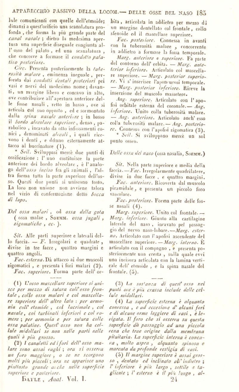 lule comunicanti con quelle dell’etmoide; dinanzi a quest’orificio una scanalatura pro- fonda , die forma la più grande parte del canal nasale ; dietro la medesima aper- tura una superficie disegnale congiunta al- 1’ osso del palato , ed una scanalatura , die concorre a formare il condotto pala- tino posteriore. Lire. Presenta posteriormente la tube- rosità mal are , eminenza ineguale , per- forata dai condotti dentali posteriori pei vasi e nervi del medesimo nome; davan- ti, un niirgine libero e concavo in alto, ove contribuisee all’a[)ertura anteriore del- le fosse nasali , retto in basso , ove si articola col suo opposto , ed e sormontato dalla spina nasale anteriore ; in basso il bordo ah'eolnre superiore , denso, pa- rabolico , incavato da otto infossamenti co- nici , denominati alveoli , i quali rice- vono i denti , e danno esternamente at- tacco al buccinatole (1). * Si’il. Sviluppasi mercè due punti di ossificazione : P uno costituisce la parte anteriore dei bordo alveolare, è l’analo- go dell’a.ora inciso fra gli animali , l’al- tra forma tutta la parte superiore dell’os- so. Questi due punii si uniscono tosto. La loro non unione non avviene talora nel vizio di confermazione detto bocca di lupo. Bel ossa mal ari , od ossa della gota ( ossa malae , Soemm. ossa jugali , zigomatiche , ec. ). SU. Alle parti superiore e laleiali del- lo faccia. F. Irregolari e quadrate , divise in tre facce , quattro margini e quattro angoli. Fac. esterna. Tik attacco ai due muscoli zigomatici , e presenta i fori malari (2). Fac. superiore. Forma parte dell’ or- (') Fosso mascellare supcriore sì uni- sce per mezzo di sutura colC osso fron- tale , colle ossa malari e col mascella- re superiore delV altro lato ; per armo- nìa coir etornide , col lacrimale , col nasale, coi turbinati inferiori c col co- mere ; per armonìa e per sutura colle ossa palatine. QuesC osso non ha cel- lule midollari se non nelle parti nelle quali è più grosso. (2) / canaletti ed ifori deìV osso ma- lare sono assai caghi ; ora si osserca un foro maggiore ^ o se ne scorgono molti più piccoli ; ora ne apparisce uno piuttosto grande ai. che nelle superficie superiore e posteriore. Balle , Jual. Voi. I. bita , arlieolafa in addietro per mezzo di un margine dentellato co! frontale , collo sfenoide ed il mascellare superiore. Fac. poste)lare. Connessa in avanti con la tuberosità malare ^ concorrente in addietro a formare la fossa temporale. Marg. anteriore e supcriore. Fa parte del contorno dell’orbila. — Marg, ante- terior inferiore. Articolato col mascella- re superiore. — Marg. posterior superio- re. Vi s’inserisce rapom iprosi temporale. — Marg, posterior uferi or e. K ice ve la inserzione del muscolo massetere. Ang. superiore. Articolato con l’apo- fisi orbitale esterna del coronale.— Ang, infenoie. Unito colla tuberosità malare. — Ang. anteriore. Articolato anch’ esso colla tuberosità mnìare. — Ang. posterio- re, Connesso con l’apofisi zigomatica (3), * Sdì. Si svll uppano mercè un sol punio osseo. Belle ossa del naso (ossa nasalia, Soemm.) Sit. Nella parte superiore e media dell,t faccia.—Fac. Irjegolarmente quadrilatere, divise in due facce , e quattro margini, lac. anteriore. Rieoverta dal muscolo piramidale^ e presenta un piccolo foro vascolare. Fac. posteriore. Forma parte delle fos- se nasali (4). Marg. supcriore. Unito col frontale.— Marg. inferiore. Giunto alla cartilagine laterale del naso , incavato pel passag- gio del nervo naso-lobare. —ester- no, Articolato con 1’.ipofisi ascendente del mascellare superiore. —Marg. interno. È articolato con il compagno , e presenta po- steriormente una cresta , sulla quale evvi una incisola articolata con la lamina verti- cale doli’ etmoide , e la spina nasale del frontale. (5). (.3) Im sosdnza dì quesd osso nei punti oce è più crassa include delle cel- lule midollari. (4) ha superficie esterna è alquanto concessa , c ad eccezione z/’ alcuni fori e di alcune orme leggiere di casi , è le- cigola. Il foro che si osserca su questa superficie dà passaggio ad una piccola cena che trae origine dalla membrana pituitaria. La superficie ìnlerna è conca- ca , molto aspra ^ alquanto spinosa e marcata da profonde cestigia di casi. (5) Il margine superiore è assai gros- so , dentalo ed inclinato aW indietro ; /’ inferiore è più largo , sottile e ta- gliente ; V esterno è il più lungo , al-^ Fi