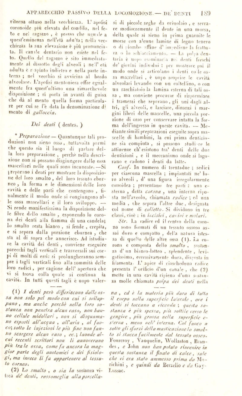 AriPAnECCIlIO PASSAVO dell riìoriia olluso nella vecchiezza. L’ a[)()[ìsl coronoide [liù elevata de! condilo, nel fe- to e nel ragazzo , è presso che usuile a ^inesf’eminensa nelPetà adn'fa; nella vec- chiezza la sua elevazione è più pronuncia- la. Il canale dentario non esiste nel fe- to. Quello dei Sagazzo è silo irnmediata- tiaente ai dissolto degli alveoli ; nell’ elà adulta c r spinto indieiro e nella jjarfe in- terna ; nel vecchio si avvicina al bordo alveolare. L’apofisi mentoniera offre egual- mente ira quesf’ulfiuìo ruta rimarchevole disposizione ; si porta in avanti di guisa che dà al mento quella forma parlieola- re per cui se l’è data ia denominazione d' mento di galloccia. T)ei denti ( dentes* ) * P/'fj/Jzzrzrz/r?/?*? — Quantunque (ali pro- duzioni non sieno ossa, tultavolla parmi che questo sia il luogo di parlare del- la loro preparazione , perchè nella descri- ^.ioiie non si possano disgiungere dalle ossa mascellari nelle quali sono incuneale.—Si I reparano i denti per mostrare la disposizio- ne del loro smalto , del loro tessulo ebur- neo , la forma e le dimensioni delle loro cavità e delle parli che contengono , 11- ualmenfe il modo onde si eongiungono al- le ossa mascellari e il loro sviluppo. Si rende manilestissima la disposizione del- le fibre dello smalto , esponendo lo coro- na dei denti alla fiamma di una candela; io smalto resta bianco , si fende , crepila, e si separa dalla porzione eburnea , che sla ai di sopra che annerisce. Ad istudia- le la cavità dei denti , conviene eseguire parecchi tagli verticali e trasversali sui cor- pi di molli di essi: si prolungheranno sem- pre i tagli verticali fino alla sommità delle loro radici , per cagione dell’ apertura che vi si trova colla quale si continua la cavità. In tutti questi tagli è uopo valer- (1) I defili però differiscono dalle os^ sa non solo pel modo con cui si seiliip- pano , ma anche perchè nella loro so^ stanza non penetra alcun easo^ non han~ no cellule midollari , non si disgunrna- no esposti all' acqua , al Varia , al fuo- co'., sotto le injezioni le più fine non fan- no scorgere alcun caso , e€.\ laonde al- eni recenti scrittori non li annoeerano pili tra le ossa, come fa ancora la mag- gior parte degli anotomìci c dei fisiolo- gi, ma invece li fa appartenere al tessu- to corneo, (2) ho smalto , o sìa la sosianza vi- trea de' denti, rassomeglìa alla porcella- V LOEUMOZIOìnE.— de’DENTI ISO si (lì piccole seghe da orinolaio , e serra- re ynediocremente il dente in una morsa, della quale si sieno iti prima guarnilc le morse con alcune lamine di legno tenero 0 di ['iomho ^'ffine d’ impedirni' la frallu- va t) lo <ehiaCeian>('nlo. — !,.a pnlp,,-) den- taria è U(>[>o esarninaria ne, denti freschi de’ gioviui individui ; per uioslrare poi il modo onde si articolano i denti co le os- sa mascellari , è uopo seopiire le cavità alveolari levando con un coltellino, o con un raschiatoio ia lamina esterna di tali os- sa , ma conviene procurar di risparmiare 1 tramezzi che separano, gli uni dagli al- tri, gli alveoli, e lasciare, dinanzi i mar- gini liberi delle mascelle, una piccola pior- zìone dì osso jier conservare intatta la for- ma dciringresso in queste cavita. — Me- dianlesimili preparazioni eseguile sopra nia- seellc dì bambini, la cui prima dentizio- ne sia compiuta , si [lossono studi re le attinenze ch’esistono tra’ denti delle due dentizioni , e il meccanismo onde si lago- rano e cadono i denti da latte. Corf. In numero di frentaduc ; sedici per ciascuna mascella ; impiantati ne’ lo- ro alveoli , d’ una figura irregolarmente conoidea ; presentano Ire patti ; una e- sterna;, detta corona.^ una inlerna ripo- sta nell’aveoio, chiamata radice \ ed una media , che separa l’altre due , designata col nome di collctto. Si dividono in tre classi, cioè : in ii.cisìei, carini e molari. Str. La radice ed il centro della coro- na sono formati di un tesso lo ossoso as- sai duro e compatto , della iialura isfes- sa di quello '\elle altre ossa (') . La co- rona e composta dello smalto , sostan- za d’ un bianco-latteo , splendente , levi- gatissima, eeeessivamente dura, disposta in lilamenta- 1/ a()ice di ciascheduna radite. presenta 1’ orificio d’un canale , che {'!) mette in una cavità ripiena d’uni sostan- za molle chiamata polpa del denti nella na , cd è la materia più dura di tutto il corpo nella superfeie laterale , ove i denti SI toccano a vicenda ; questa so- stanza è più spessa, più sottile verso le gengive , pia grossa nella superfeie c- s'erna , meno ncìV interna. Col fuoco a sotto gli sforzi della masticazione lo smal- to si stacca facilmente dal tessuto osseo. Fonreroy , Vautjuelin, Wollaston , Bran- des , e John non han potuto rinvenire in questa sostanza il Jluato di calce, sale che VI era stato ammesso prima da Mo- richini , c quindi da Berzclio e da Gay- Lussac.