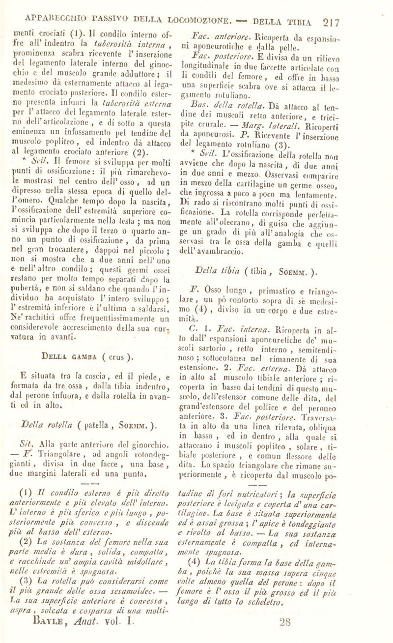 melili crociali (1). Il condilo inferno of- fre air indentro la tuberosilà interna , prominenza scabra ricevente l’inserzione del legamento laterale inferno del ginoc- chio e del muscolo grande addutlore ; il medesimo dà esternamente attacco al lega- mento crociato posteriore. Il condilo ester- no presenta infuori la tuberosità esterna per r attacco del legamento laterale ester- no dell’articolazione , e disotto a questa eminenza un infossamento pel tendine del muscolo popliteo , ed indentro dà attacco al legamento crociato anteriore (2). * Si'ìl, Il femore si sviluppa per molti punti di ossificazione: il più rimarchevo- le mostrasi nel centro dell’ osso , ad un dipresso nella stessa epoca di quello del- l’omero. Qualche tempo dopo la nascita, rossificazione dell’estremità superiore co- mincia particolarmente nella testa ; ma non si sviluppa che dopo il terzo o quarto an- no un punto di ossificazione , da prima nel gran trocantere, dappoi nel piccolo \ non si mostra che a due anni nell’uno e nell’ altro condilo ; questi germi ossei restano per molto tempo separati dopo la pubertà, e non si saldano che quando l’in- dividuo ha acquistato l’intero sviluppo; r estremità inferiore è l’ultima a saldarsi. Ne’ rachitici offre frequentissimarnente un considerevole accrescimento della sua cur-j vatura in avanti. Della gamba ( crus ). E situata tra la coscia, ed il piede, e formata da tre ossa , dalla tibia indentro, dal perone infuora, e dalla rotella in avan- ti ed in alto. Della rotella ( patella , Soemm. ). Sit. Alla parte anteriore del ginocchio. — F. T riangolare , ad angoli rotondeg- gianti , divisa in due facce , una base, due margini laterali ed una punta. (1) // condilo esterno é più diretto anteriormeide e più clef>ato delV interno. L’ interno è più sferico e più lungo , po- steriormente più concesso , e discende più al basso delV esterno. (2) ha sostanza del femore nella sua parte media è dura , solida, compatta, e racchiude ud ampia cacità midollare , nelle estremità è spugnosa. (3) ha rotella può considerarsi come il più grande delle ossa sesamoidee. — ha sua superficie anteriore è concessa , aspra , solcata e cosparsa di una moUi- Bayle, Ariat. voi. I. ^ Fac. anteriore. Pticoperla da espansio- ni aponeurotiche e dalla pelle. Fac. posteriore, E divisa da un rilievo longitudinale in due faccette articolale con li condili del femore , ed offre in basso una superficie scabra ove si attacca il le- gamento rotuliano. _ Bas. della rotella. Dà attacco al ten- dine dei muscoli retto anteriore, e trici- pite crurale. - Marg. laterali. Ricoperti da aponeurosi. P. Ricevente l’inserzione del legamento rotuliano (3). SciL L’ossificazione della rotella non avviene che dopo la nascita , di due anni in due anni e mezzo. Osservasi comparire in mezzo della cartilagine un germe osseo, che ingrossa a poco a poco ma lentamente. Di rado si riscontrano molti punti di ossi- ficazione. La rotella corrisponde perfeita- mente all olecrano, di guisa che aggiun- ge un grado di più all’analogia che os- servasi tra le ossa della gamba e quelli dell’ avambraccio. Della tibia ( tibia , Soemm. ). F. Osso lungo , pnmastico e triango- lare , un po conforto sopra di se medesi- mo (4) , diviso in un corpo e due estre- mità. C. 1. hac. interna. Ricoperta in al- to dall’ espansioni aponeuretiche de’ mu- scoli sartorio , retto interno , semitendi- noso ; sottocutanea nel rimanente di sua ^tensione. 2. Fac. esterna. Dà attacco in alto al muscolo tibiale anteriore ; ri- coperta in basso dai tendini di questo mu- scolo, dell’estensor comune delle dita, del grand’estensore del pollice e del peroneo anteriore. 3. ìac. posteriore. Traversa- ta in alto da una linea rilevata, obliqua in basso , ed in dentro , alla quale si attaccano i muscoli popliteo , solare , ti- biale posteriore , e comun flessore delle dita. Lo spazio triangolare che rimane su- periormente , è ricoperto dal muscolo po- tudinc dì fori nutricatori ; la superficie posteriore è levigata e coperta d* una car- tilagine. ha base è situata superiormente ed è assai grossa ; /’ apice è tondeggiante e rivolto al basso. — ha sua sostanza esternamente è compatta , ed interna- mente spugnosa. (4) ha tibia forma la base della gam- ba , poiché la sua massa supera cinque volte alrneno quella del perone : dopo il femore è V osso il più grosso ed il più lungo di tutto lo scheletro, 28