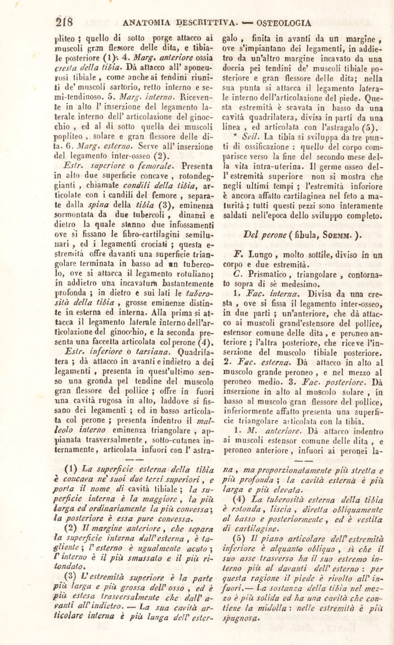 j)lileo ; quello di sotto porge attacco ai muscoli gram flessore delle dita, e libia- Je posteriore (1)-. 4. Marg, anteriore ossia cresta della tibia. Dà attacco all’ aponeu- rosi tibiale , come ancbe ai tendini riuni- ti de’ muscoli sartorio, retto interno e se- mi-tendinoso. 5. Marg. interno. Riceven- te in alto 1’ inserzione del legamento la- terale interno dell’ articolazione del ginoc- chio , ed al di sotto quella dei muscoli poplileo , solare e gran flessore delle di- ta. 6. Marg. esterno. Serve all’inserzione del legamento intcr-osseo (2). IRslr. superiore o femorale. Presenta in alto due superficie concave , rotondeg- gianti , chiamate condili della tibia, ar- ticolate con i candii! del femore , separa- le dalla spina della tibia (3), eminenza sormontata da due tubercoli , dinanzi e dietro la quale stanno due infossamenti ove sì fissano le fibro-cartiiagini semilu- iiari , ed i legamenti crociati ; questa e- Stremifà offre davanti una superficie trian- golare terminata in basso ad nn tuberco- lo, ove sì attacca il legamento rotuliano; in addietro una incavatum bastantemente profonda ; in dietro e sui lati le tubero- sitò della tibia , grosse eminenze distin- te in esterna ed interna. Alla prima si at- tacca il legamento laterale interno dell’ar- ticolazione del ginocchio, e la seconda pre- senta una faccetta articolata col perone (4), iEstr. inferiore o tarsiano. Quadrila- tera ; dà attacco in avanti e indietro a dei legamenti , presenta in quest’ultimo sen- so una gronda pel tendine del muscolo gran flessore del pollice ; offre in fuori una cavità rugosa in alto, laddove si fis- sano dei legamenti ; ed in basso articola- ta col perone ; presenta indentro il mal- leolo interno eminenza triangolare , ap- pianata trasversalmente , sotto-cutanea in- ternamente , articolata infuori con 1’ astra- (1) La superficie esterna della tibia € concava nd suoi due terzi superiori , e porta il nome di cavità tibiale ; la su- perficie interna è la maggiore , la più larga ed ordinariamente la più concessa ; la posteriore è essa pure convessa. (2) Il margine anteriore , che separa la superficie interna daW esterna , è ta- gliente \ V esterno è ugualmente acuto \ V interno è il più smussato e il più ri- tondato. (3) V estremità superiore è la parte più larga e più grossa delV osso , ed è più estesa trasversalmente che dall' a- vanti all indietro. ~ La sua cavità ar- ticolare interna è più lunga dell' estcr- galo , finita in avanti da un margine , ove s’impiantano dei legamenti, in addie- tro da un’altro margine incavato da una doccia pei tendini de’ muscoli tibiale po- steriore e gran flessore delle dita; nella sua punta si attacca il legamento latera- le interno dell’articolazione del piede. Que- sta estremità è scavata in basso da una cavità quadrilatera, divisa in parti da una linea , ed articolata con l’astragalo (5). * Svii. La tibia si sviluppa da tre pun- ti di ossificazione : quello del corpo com- parisce verso la fine del secondo mese del- la vita intra-utcrina. Il germe osseo del- l’estremità superiore non si mostra che negli ultimi tempi ; l’estremità inforiore è ancora affatto cartilaginea nel feto a ma- turità ; tutti questi pezzi sono interamente saldati nell’epoca dello sviluppo completo. Del perone ( fibula, Soemm. ). F. Lungo , molto sottile, diviso in un corpo e due estremità. C. Prismatico, triangolare, contorna- to sopra di sè medesimo, 1, Fac. interna. Divisa da una cre- sta , ove si fissa il legamento inter-osseo, in due parli ; un’anteriore, che dà attac- co ai muscoli grand’estensore del pollice, estensor comune delle dita , e peroneo an- teriore ; l’altra posteriore, che riceve l’in- serzione del muscolo tibiale posteriore. 2. Fac. esterna. Dà attacco in alto al muscolo grande peroneo , e nel mezzo al peroneo medio. 3. Fac. posteriore. Dà inserzione in alto al muscolo solare , in basso al muscolo gran flessore del pollice, inferiormente affatto presenta una superfi- cie triangolare articolala con la tibia. 1. M. anteriore. Dà attacco indentro ai muscoli estensor comune delle dita , e peroneo anteriore , infuori ai peronei la- na , ma proporzionatamente più stretta e più profonda ; la cavità esterna è più larga e più elevata. (4) La tuberosità esterna della tibia è rotonda, liscia , diretta obliquamente al lasso e posteriormente , ed è vestita di cartilagine. (5) Il piano articolare dell' estremità inferiore è alquanta obliquo , sì che il suo asse trasverso ha il suo estremo in- terno più al davanti dell' esterno : per questa ragione il piede è rivolto all' in- fuori.— La sostanza della tibia nel mez- zo è più solida ed ha una cavità che con- tiene la midolla : nelle estremità è più spugnosa.