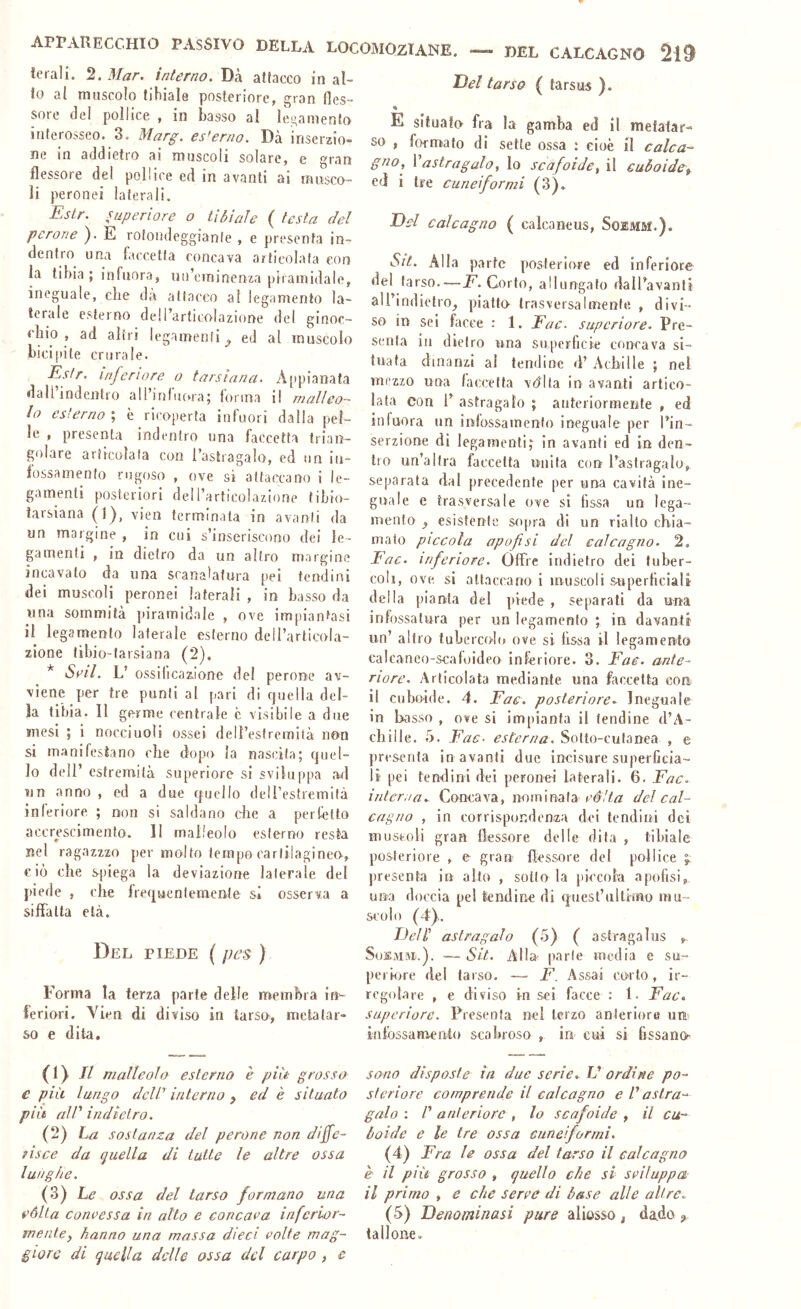 lerali. ^.Mar. interno. Dà atlacco inai- 10 31 muscolo ìiIììsIb posteriore, gron fles** sore del pollice , in basso al legamento interosseo. 3. Marg. esterno. Dà inserzio- ne in addietro ai muscoli solare, e gran flessore del pollice ed in avanti ai musco- li peronei laterali. Estr. s^iperiore o tibiale ( testa del perone ). E rotondeggiante , e presenta in- dentro una faccetta concava artieolafa con la tibia ; infuora, uo’eininenza piramidale, ineguale, che da attacco al legamento la- terale esterno dell’articolazione del ginoc- chio , ad altri legamenti^ ed al muscolo bicipite crurale. Es/r. inferiore o tarsiarla. A[ipianata dall indentro a!linlu(>ra5 lortna il malleo- lo esterno ; è ricoperta infuori dalla pel- le , presenta indentro una faccetta trian- golare articolata con l’astragalo, ed on in- fossa mento rugoso , ove si attaccano i le- gamenti posteriori dell’articolazione tibio- iarsiana (1), vien terminala in avanti da un margine , in cui s’inseriscono dei le- gamenti , in dietro da un altro margine incavato da una scanalatura pei tendini dei muscoli peronei laterali , in basso da una sommità piramidale , ove impiantasi 11 legamento laterale esterno dell’articola- zione libio-tarsiana (2). * Ss^il. L’ ossilicaalone del perone av- viene per tre punti al pari di quella del- la tibia. Il germe centrale c visibile a due mesi ; i nocciuoli ossei dell’estremità non si manifestano che dopo la nascita; quel- lo dell’ estremità superiore si sviluppa .a.d un anno , ed a due quello dell’estremità inferiore ; non si saldano che a perfetto accrescimento. II malleolo esterno resta nel ragazzzo per molto tempo cartilaginecr, ciò che Sjìiega la deviazione laterale del piede , che frequentemente si osserva a siffatta età. Del PIEDE {pes ) Forma la terza parte delle nrembra in- feriori. Vien di diviso in tarso, metatar- so e dita, (1) // malleolo esterno e pile grosso e più lungo dcld interno ) ed è situato più aW indietro. (2) La sostanza del perone non diffe- risce da quella di tutte le altre ossa lunghe. (3) Le ossa del tarso formano una eòlia convessa in alto e concava infcrlor- mente, hanno una massa dieci volte mag- giore di quella delle ossa del carpo , e Del tarso ( tarsus ). « E situatcv fra la gamba ed il metatar- so , formato di sette ossa : cioè il calca- gno, 1 astragalo, lo scafoide, il cuboidcf ed i tre cuneiformi (3). E)si calcagno ( calca neus, Soejum.). Sit. Alla parte posteriore ed inferiore del tarso.-—jp. Corto, allungato dall’avanli all’indietrOj piatto trasversalmente , divi- so in sei facce : 1. Eac. supcriore. Pre- senta in dietro una sirperficie concava si- tuata dinanzi ai tendine d’ Achille ; nel mezzo una faccetta vdlta in avanti artico- lata con r astragalo ; anteriormente , ed infuora un infossamento ineguale per l’in- serzione di legamenti; in avanti ed In den- tro un’altra faccetta unita con l’astragalo, separata dal precedente per una cavità ine- guale e trasversale ove si fissa un lega- mento ^ esistente srqira di un rialto chia- mato piccola apofisi del calcagno. 2, Fac. inferiore. Offre indietro dei tuber- coli, ove si attaccano i muscoli superticiali della pianta del piede , separati da una infossatura per un legamento ; in davanti un’ altro tubercolo ove si fissa il legamento calcanco-scafoideo inferiore. 3. Fac. ante- riore. Articolata mediante una faccetta con il cuhoide. 4. Fae. posteriore^. Ineguale in basso , ove si impianta il fendine d’A- chille. 5. Fac- esterna. Sotto-cutanea , e presenta in avanti due ìncisure superficia- li pei tendini dei peronei laterali. 6. Fac. interna.- Concava, nominata del cal- cagno , in corrispondenza dei tendini dei muscoli gran flessore delle dila , tibiale posteriore , e gran flessore del pollice ^ presenta in alto , sotto la piccola ajiofisi, una doccia pel tendine di quesl’altimo mu- scolo (4).. FeiP astragalo (5) ( astragalus SuSMiu.). — Sit. Alla parte media e su- periore del tarso. — F. Assai corto, ir- regolare , e diviso in sei facce : 1. Fac, superiore. Presenta nel terzo anteriore utt infossamento scabroso , in cui si fissano sono disposte in due serie, V ordine po- steriore comprende il calcagno e V asIra-^ gaio : /’ anteriore , lo scafoide , il cu- boidc e le tre ossa cuneiformi. (4) Fra le ossa del tarso il calcagno è il più grosso , quello che si sviluppa il primo , e che serve di base alle altre, (5) Denominasi pure aliosso ^ dado 3 tallone»