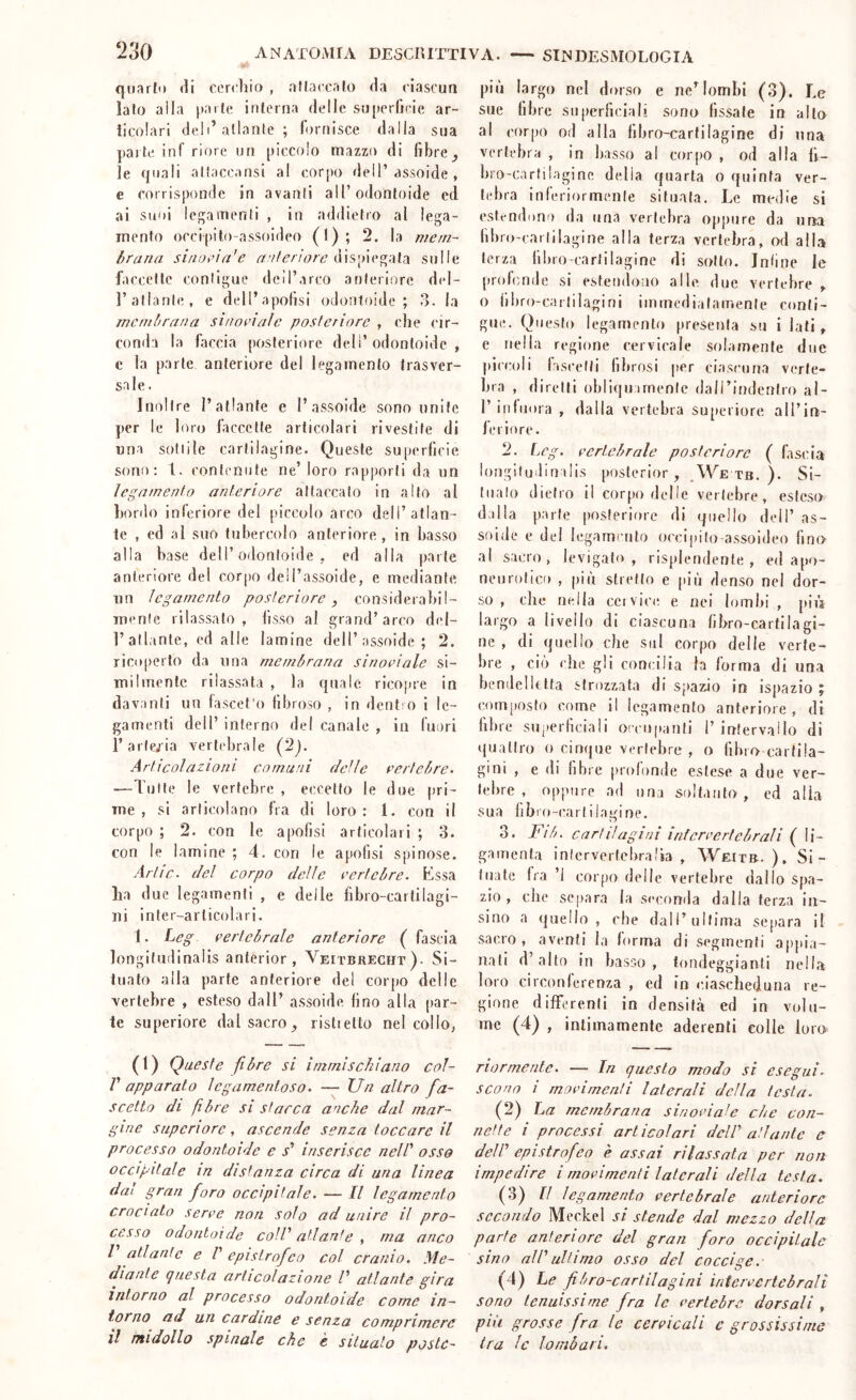 quarfit (ìi cerchio , allaccalo ria ciascua lato alla parte interna delle snperlicie ar- ticolari dell’atlante; fornisce dalla sua pai te inf riore un piccolo mazzo di fibre ^ le quali attaccansi al corpo dell’assoide , e corrisponde in avanti all’odontoide ed ai suoi lej^aiTienfi , in addietro al lega- mento occipito-assoideo (I); 2. la meni- hrana sinoi>ia'e dispiegata sulle faccette contigue deìrarco anteriore del- l’atlante, e dell’apotìsi odontoide ; 3. la mcntbrana sinopiale posteriore , che cir- conda la faccia posteriore deli’odontoide , c la parte anteriore del legamento trasver- sale. Inoltre l’atlante c 1’assoide sono unite per le hno faccette articolari rivestite di una sottile cartilagine. Queste superficie sono: 1. contenute ne’ loro rapporti da un legamento anteriore attaccato in .alto al bordo inCeriore del piccolo arco dell’atlan- te , ed al suo tubercolo anteriore, in basso alla base dell’odontoide , ed alla parte anteriore del corpo dell’assoide, e mediante un legamento posteriore, considerabil- Tuenle rilassato, fisso al grand’arco del- l’atlante, ed alle lamine dell’assoide ; 2. ricoperto da una membrana sinoeiale si- milmente rilassata , la quale ricopre in davanti un lascet'o fibroso , in dent o i le- gamenti dell’ interno del canale , in fuori l’arle/ia vertebrale (2j. Articolazioni comuni dcìle eertebre. —Tutte le vertebre , eccetto le due pri- me , si articolano fra di loro: 1. con il corpo ; 2. con le apolisi articolari ; 3. con le lamine ; 4. con le apolisi spinose. Artic. del corpo delle eertebre. Essa ha due legamenti , e delle fibro-cartilagi- iii inter-articolari. 1. Leg eerteòrale anteriore ( fascia longitndinalis anterior , Veitbrecht)- Si- tuato alla parte anteriore del corpo delle vertebre , esteso dall’ assoide fino alla par- te superiore dalsacro^ ristielto nel collo, (1) Queste fibre si immischiano col- r apparato legamentoso. — Un altro fa- scetta di fibre si stacca anche dal mar- gine superiore, ascende senza toccare il processo odontoide e s' inserisce nell' osso occipitale in distanza circa di una linea dal gran foro occipitale. — Il legamento crociato serre non solo ad unire il pro- cesso odontoide coll' atlante , ma anco V atlante e V epistrofeo col cranio. Me- diante questa articolazione V atlante gira intorno al processo odontoide come in- torno ad un cardine e senza comprimere il midollo spinale che e situato poste- fidi largo nel dorso e ne’lombi (3). Le sue fibre superficiali sono fissate in alto al corpo od alla libro-cartilagine di una vertebra , in basso al cor{)0 , od alla li- bro-cartilagine della quarta o quinta ver- tebra inferiormente situata. Le medie si estendono da una vertebra oppure da ima libro-cartilagine alla terza vertebra, od alla terza fibro cartilagine di sotto. Indne le profmde si estendosio alle due vertebre , o libro-cartilagini immediatamente conti- gue. Questo legamento presenta su i lati, e nella regione cervicale solamente due piccoli lascelti fibrosi per ciasiaina verte- bra , diretti obliqu irnenle dairindentro al- 1’ ininora , dalla vertebra su[)eriore all’in- feriore. 2. IjCg. rertebrale posteriore ( fascia longiludinalis [losterior, ^We tb. ). Si- tualo dietro il corpo delle vertebre, esteso dalla parte [losleriore di quello dell’ as- soide e del legamento occipifo assoideo fino al sacro, levigato, risplendente, ed a po- ndi rolico , più stretto e più denso nel dor- so , che nella cervice e nei lombi , pin largo a livello di ciascuna libro-cartilagi- ne , di quello che sul corpo delle verte- bre , ciò che gli concilia la forma di una bendelUtta strozzata di spazio in ispazio ; com[»osfo come il legamento anteriore , di fibre sui»erliciali occupanti 1’ intervallo di quattro o cinque vertebre , o libro cartila- gini , e di libre [)rolon(le estese a due ver- tebre , oppure ad una soltanto, ed alla sua fibro-cartilagine. 3. Fib. cartilagini infcrrertebrali ( li- gi menta iniervertebralia , Weitb. ), Si- tuate Ira ’l corpo delle vertebre dallo spa- zio , che separa la seconda dalla terza iii- sino a quello, che dall’ultima se[iara il sacro, aventi la f>rma di segmenti appia- nati d’alto in basso, tondeggianti nella loro circonferenza , ed in ciascheduna re- gione differenti in densità ed in volu- me (4) , intimamente aderenti colie loro riormenle. — In questo modo si esegui, scono i morimenti laterali della testa. (2) ha membrana sinoidale che con- nette i processi articolari dell' aliante e dell' epistrofeo è assai rilassata per non impedire i movimenti laterali della testa. (3) Il legamento vertebrale anteriore secondo Meckel si stende dal mezzo della parte anteriore del gran foro occipitale sino all'ultimo osso del coccige. (4) Le fibro-cnrtilagini intervertebrali sono tenuissime fra le vertebre dorsali , più grosse fra le cervicali c grossissime tra le lombari.