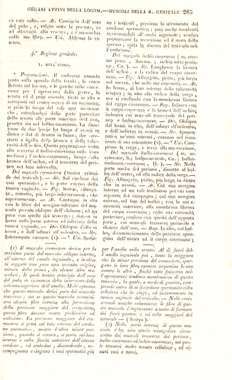 OlfqANI AIUTIVI DELLA LOCOM fa l’aj'e volte, Al. Comincia dall’ os^o ■del |>nl)e , e, sniìito sotto la pio tata, va ai( attaecafsi a|la vescica, c s’umuiscli'ia colle sue lìlji<?. ^ Usi Abbassa la vo,- scica, 4'-'' Rrgìotifi. genkah. 1. KELo’ UOMO, * Prej)ara:lone. Il cadavere essendo, posto sulla sponda tlella tavola , le cosce BelliUe sui bacinp, e le gambe sulle cosce, come pei; ì’opera?,ione' della panca. Io, scroto ed i| peiig essendo Prati io alto e solloposti sul ventre, mercè di un uncinetto,, SI [iràln bi lungo del rafe una incisione che, estendendosi dalla parte posterime dello scroto alle parte anteriore ilet|’ ano., |)eneti’a sin nel bnlbo-cavei'noso. La disse- zione de due Lembi ha luogo d’ avanti irj dietro e dal di dentro in fuora ; tlee arre- starsi a libello delU branca e della, lub.c- rosiià deirischio. Questa pi:e|)arazione mette allo scoyeito il bntbo-cavernoso snila Linea mediana; 1’isehlo-cayernosQ., lungo (“ella lai'anea deirischio, ed il trasverso del peri- lieo nel loro intervallo. Del- nniicolo ctemnstere (nunicxa eritrai. de dei testicoli) Srl. Sul cordone dei \asi spermatici , e la parte e.stcrua della tunica vaginale. •— Ftg. Sottili', 'allunga- to , ristretto, più largo iufenormeiite , che superiormente.' Ai. Continuo in alto coi! le fibre del margine inferiore del me- scolo piccolo oblicpio deiralidome ; ed un poco con quelle del trasversi ; disteso in basso sulla parte esterna ed inferiore della tunica vaginale. — ììkr. Qbbquo d’alto in basso, e dall’infuori all’imleulro. — Slr. luterameiite earuoso^ (i.) * Usi. Spst’ie- (/) M muscolo ccemastcre deriva per la massima jiarle dal muscolo ublicpio interno, all’ eslerno del canale inguinale, e in alcu- ni soggelù trae pure una seconda origine, minore della prema , da alcune fibre mu- scolari , le ijuali hanno, principio dall' osso del pube in vicinanza della iiise’zione della colonna superiore dell’ anello. Molti opinano che cjuesto muscolo derivi pure dal-muscolo ìrasverso ,• ma, se questo 'muscolo sommini- stra alcune fibre carnose alia formazione della porzione maggiore del crrmaslere, queste fibre devono essere, pochissime ed esilissime. La porzione maggiore del ere- mastere si getta sul lato esterno dei cordo- ne spermatico , mentre /’ altra minor por- zione , quando sì ritrova , si porla sui-lalo interno e sulla faccia anteriore dell' islesso cordone , ed ambedue , discendendo , oc- compagnanp e cìngono l vasi spermatici gifi —MUSCOLI della B. GENITALE 285 ne i testicoli , prevrene lo stiramento, del cordone spi'nmqicn 5 [>nq aiicl\e innalzarli a\'vieinandnli aU’ aiuijo tiiguuiale ; semli.va pioinuovere la secrezione ed il moto dello sperma , aiuta discesa del teslieolo, neh rembi'ione. Pel niuspoh ischio c-avern,oso, ( m. ereCT tor peins , Soemm. ; ischio solto peiiia» )* Lunghesso la branca dell ischio , e la radice del corpo cave!’- uqso, P'g- Allungato, piatto, più largo nel mezzo, che nelle sue estremità.— At, iii^ basso,, gl lato iuterqo. ilella tuberosità sciatica j in alto alla radice della verga ^ Ove si coufqiide con la membrana fibrosa del co.rpo cavernoso. R^P' Infuora con il corpo cayerno,so e la branca dell’i.sebio^ iiidenti'Q coi muscoli tra.svi rsale del; peri- ticq e bulbn-('avernoso. — Ij-ir, Obliquo dal basso, in alto, dall'iufuori aH’indentro^ e hall'indietro In avanti, -r. Aponeu- reiicQ ne’suoi estremi, o a ni oso nel rima- nente di sua estasio,ne ('2),—j * Usi. Goiu- ^irime la verga, e serve alla sua erezione. Idei muscolo bulbo-cavernoso ^ m. ac- c,eleralor, S.,* bulbo-uretrale, Cii. ; bulbp- siudesmq-cavernoso, , D. ^ Sk. Nel In parte media del permeo , dissolto al bul- bo, dell uretra, ed alla radice della verga.—» AllLingato, piatto,, più largo, in dietro che ili avanti. —U Col spo margino interno, ad un rafe, teiulinoso per cui vien separato, dal co.mpagno, ; gol silo margino esterno, sul lato dèi bulbo ; con la sua e- stremiteà anteriore, alla membrana fdirosa del corpo cavernoso,; eolia sn.i estremità posteriore, confuso con quelld. d.ell’ opposta |)arte , coi muscoli trasverso, perineale e sOi)tei;e dell’ano. Rap. In alto, eoi bul- bo, il comineiamento della porzione, spon- giosa deH’ureli'a ed il corpo, cavernoso 5 per l-anello nello scroto. Ai di, fuori del- b anello inguinale poi , tanto la maggiore, che la minor porzione del cremaslere, spar- gono le loro fihre^ carnose, serpentine le une contro le altre , finché tutte finiscono neh I aponeurosi tendineo membranosa di questo muscolo , la quale, a modo di guaina, com- prende entro di sè il cordone spennalióo colla ùellulosa che lo cinge , ed- insiemnmenle ta tunica vaginale del testicolo Nelle ernie scrotali antiche voluminose le fibre di que- sto^ muscolo s'ingrossano a tanto di formare del fasci quattro e sei volte maggiori del naturale —• ( Scarpa ). (2) Nella parte interna di questo mUf scoio V ha, uno spazio triangolare circo- scritto dat muscoli trasverso, del perineo, bulbo-cavernoso ed ischio-cavernoso, nel qua- le trovand molto tessuto celluloso ^ ed ah cani vnsi e nervi.» ,