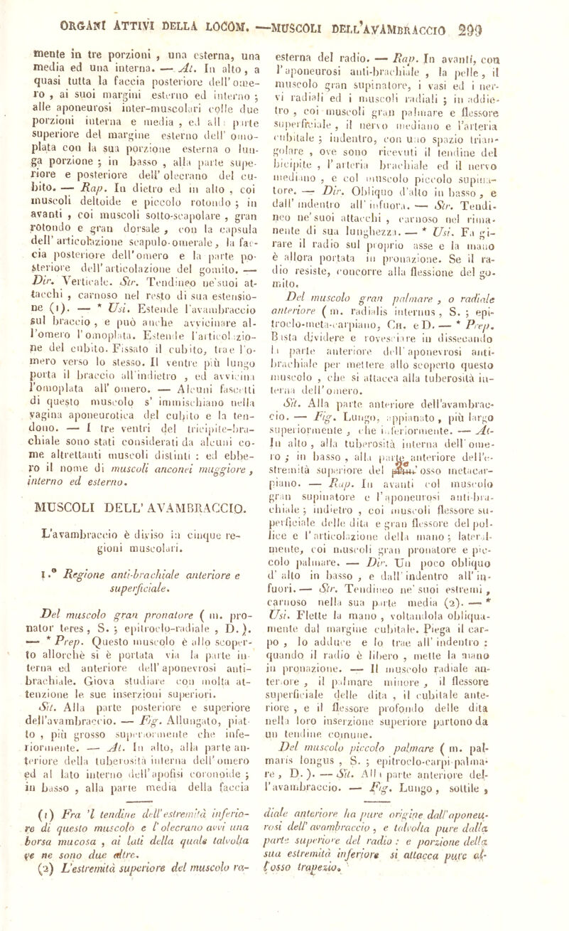 mente in tre porzioni , una esterna, una media ed una interna. — At. In alto, a quasi tutta la faccia posteriore tlell’ome- ro , ai suol margini esti-rno ed interno ; alle aponeurosi inter-muscoluri colle due porzioni interna e media , ed alh pirte superiore del margine esterno dell’ onio- plata con la sua porzione esterna o lun- ga porzione ; in basso , alla parte supe- riore e posteriore deli’ olecrano del cu- bito. — Rap. In dietro ed in alto , coi muscoli deltoide e piccolo rotondo ; in avanti , coi muscoli sotto-scapolare , gran rotondo e gran dorsale , con la capsula dell’articobzioue scapulo-omerale , la fac- cia posteriore dell’omero e la p:irte po- ;btpriore dell’ai ticolazione del gomito. — Dii\ Verticale. Sir. Tendineo ne’suoi at- tacchi , carnoso ne! resto di sua estensio- ne (i), — * Usi, Estende l avambraccio sul braccio, e può anche avvicinare al- l’omero l’omoplata. Estemle ['aiticoLzio- ne del cubito. Fissato il cuhitO;, trae l'o- mero verso lo stesso. 11 ventre più lungo porta il braccio all indietro , ed avvK;in:i l’omoplata all’ omero. — Alcuni fascclli di questo muscolo s’ immischiano nella vagina aponeurotica del cubito e la ten- dono. —- I tre ventri elei iricipite-ùra- cbiale sono stati considerati da alcuni co- me altrettanti muscoli distinti ; ed ebbe- ro il nome di musculi anconei mas Aove , interno ed esterno. MUSCOLI DELL’ AVAMBRACCIO. L’avambraccio è diviso in cinque re- gioni muscolari. lRegione anù-hrachiale anteriore e superficiale. Del muscolo gran pronatore ( m. pro- nalor leres , S. j e|nlroclo-radiale , D.). —» * Prep. Questo muscolo è allo scoper- to allorché si è portata via la parte in- terna ed anteriore dell’ aponevrosi anti- bracbidle. Giova studiare con molta at- tenzione le. sue inserzioni superiori. Sit. Alla parte posteriore e superiore dell’avambracc'io. — Fig. Allungato, piat- to , più grosso superiormente che infe- riormente. —- Ai. In alto, alia parte an- teriore della tuberosità interna dell’omero ed al lato interno deirapofisi coionolde j in basso , alla parte media delia faccia (t) Fra ’/ tendine dell'estremità inferio- re di questo muscolo e t olecrano avvi una borsa mucosa , ai lati della quale talvolta ne sono due <fllre. (2) L'estrenùlà superiore del muscolo ra- esterna del radio. —- Rap, In avanti, coti raponeurosi atili-hracbiale , la pelle, il muscolo gran supinatore, i vasi ed i ner- vi radiali ed i muscoli radiali ; in addie- tro , coi muscoli gran palmare e flessore SLipeiTrciale , il nervo mediano e i’arlei'ia eiibitaie j indentro, eoo uno spazio trian- golare , ove sono ricevuti il tendine del bicipite , r arteria braebiale ed il nervo ntedi.mo , e eoi muscolo piccolo supina- tore. — Dir. Obliquo d’alto in basso, e dall’ indentro all' mfuora. — Slr. Tendi- neo ne’suoi attaicbi , (‘arnoso nei rima- nente di sua lunghezza.— * Usi. Fa gi- rare il radio sul piO|)rio asse e la mano è allora portata in pronazione. Se il ra- dio resiste, concorre alla flessione del go- mito. Del muscolo gran palmare , o radiale anteriore ( m. l’adialis iiiterims , S. ; epi- troclo-ineta-carpiaiio, Ch. oJ}. — *Prep, B ista d;videre e rovesi iare In dissecamlo li parte anteriore di 11'aponevrosi aiiti- bracblale per mettere allo scoperto questo muscolo , che si attacca alla tuberosità in- terna dell’omero. Sit. Alla parte anteriore dell'avambrac- cio. — Fig. Lungo, appianato, più largo supei iormcule , che i it'eriormeiite. —- At- In alto, alla tuberosità interna dell ome- 10 ; in basso , alla parie anteriore dell’e- sti'emità superiore dei osso metacar- piano. — P.ap. In avanti eoi muscolo gran supinatore e l’iìponeurosi anti bra- eblale ; indietro , col muscoli flessore su- peiflciale delh; dita e gran flessore del pol- lice e r artieolazioma della inano; later,,l- mente, eoi Uiuseoli gran pronatore e pic- colo palmare. — Dir. Un poco obliquo d’alto in basso, e dall’indentro all’in- fuori.— Str, Tendineo jie’suoi estremi, carnoso nella sua p ule media (2). —> * Usi. Flette la mano , voltandola obliqua- mente dal margine cubitale. Piega il car- po , lo adduce e Io trae all’ indentro ; quando il radio è liliero , mette la mano in pronazione. — 11 muscolo radiale aa- ter.oie , il palmare minore , il flessore sujìerficiale delle dita , il cubitale ante- riore , e il flessore profondo delle dita nella loro inserzione superiore partono da un tendine comune. Del muscolo piccolo palmare ( in. {)al- maiis longus , S. ; epilroclo-carpi palma- re , D-).—Su. Ad i parte anteriore del- r avambraccio. — Fig, Lungo , sottile j diale anteriore ha pure or/gi'ie dall'aponeu- rosi dell' avambraccio , e talvolta pure dalla parte superiore del radio : e porzione della, sua estremità inferiore si attacca pure ai’ l'osso trapezio» '