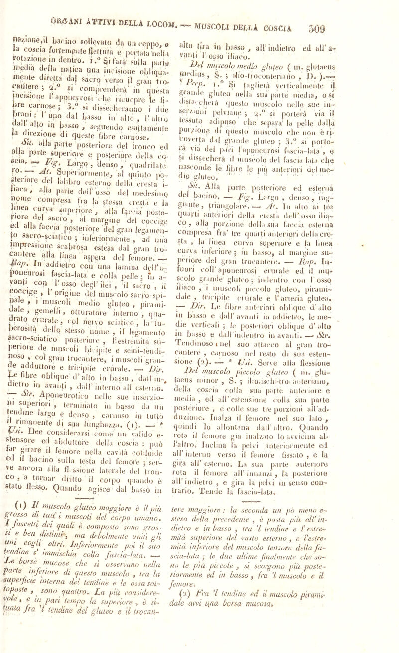 OUCANI ATTIVI DELLA LOCOM, — MUSCOLI DELLA COSCIA 500 nazione,il barino solievalo da un ceppo, e fa coscia foiieiiieiileileltiMa e portata neiìa rotazione in dentro. Rifarà sulla parte inedia delia natica una incisione obliciua- mente diretta daf sacro verso jì cran tro. cantere ; 2,® gj coinpienderà' in questa incisione l’appiie.yrosi-elle ricuopre le lì- lire carnose; 3.° si dissecberauuo i due iJ'-^ni; 1 uno dal basso iu allo , l’altro a ^ alto in basso, seguendo esattamente la direzione di queste libre caroose. U. alla palle posteriore del irouco ed alla parìe superiore e posteriore deila eo- scia. ^ Largo, denso,' quadrilate 0.— ylt, Superiornieule, al quinto po- steriore del labbro esterno della cresta i- |ì<u a , alla parte dell osso del iiietlesiniQ nome compresa Ira la stessa eresia e la pnea curva superiore , alla faccia posle- ' margine del coccige ed alla faccia posteriore dei gran legamen- to sacro-scialico ; iuferiormente ad mia im|7i’essione scabrosa estesa dal gran tro- ^ idei e alla linea aspera dei femore. —i- In addietro con una lamina dell’a- poneurosi fascla-bata e colla pelle ; fu a- vanti con l’osso degl’ilei , ’il sacro , il coccige , l’origine del muscolo sacro-spi- pa.e , 1 muscoli medio gluteo, pirami- ae, gemelli, otturatole interno, (lua- drato crurale, col nervo sciatico, la tu- berosilà_ deilo stesso nome , if iegamenlo facro-seiatico posteriore , l’estremità su- periore de niuscoii bicipite e semi-teudi- noso , col gran trocantere, i muscoli gran- de adduttore e tricipite crurale. —'AV. Le libre oblique d’alto in basso , daU iu-^ lelio in avanti , dall’interno all'estcì no. ~ à(r. .Aponeurotico nelle sue inserzio- ni superiori , terminato in basso da un fendine largo e denso , carnoso in lutto Il rimanente di sua lunghezza, (i). ; sit Dee considerarsi come un valido e- Stensore ed abduttore della coscia ; può lar girare li femore nella cavità coldoide ed il bacino sulla testa del femore ; ser- ancora alla f], ssioné laterale del ti'Ou- co , a tornar dritto il corpo quando è stato llesso. Quando agisce dal basso in ‘ilto tira in basso , all’indietro ed alPa^ 1’osso iliaco. J^el muscolo medio ghileo ( m. gjntaeus medins, ibo-iroconleriauo , D. ).— I.® Si faglierà yerticabnente il glande gluteo nella sua parte media, osi distaccherà (|ueslo muscolo nelle sue in- sci/ioni' pelviaue ; o.'* si porterà via il tessuto adiposo che separa' la pelle dalla poigionp di questo museolo elle non è l i- t'overta dal gv.inde gluteo ; si porte- la via del pari )’a()Oueurosi fascia-lata , e si dissecherà il muscolo del fascia lata che nasconde le fibre |e piì| anteriori del uie- 010 gluteo. ^ ' .1, o'it. Alla parte pqstei'ioi'e ed esterna tlel bacino, —. iug. Largo , denso , rag- giante , triangolare.—- In allo ai tre fjoarli anteriori della cresta dell’osso ilia- co , alla porzione della sua faccia esterna compresa fra’ tre quar ti anteriori della cre- sta , la linea curva superiore e la linea curva irifenor'e ; in basso, al margine su- periore del gran trocantere. — Rap. In» fuori coir aponeurosi crurale ed t! mti- 5colo gi'aade' gluteo; indentro con l’osso Iliaco , I muscoli pici'olo gluteo, [lirami- dale , tricipite crurale e l’arteria glutea» ^ Dir. Le libre anteriori oblique d’allo in basso e dall’ avanti in addietro, le me- die verticali ; le posteriori oblique d’ alto in basso e dairiudeutro iu avanti. — Slr» Tendinoso 1 nel suo attacco al gran tro- cantere , carnoso nel lesto di sua esten- sione (a). — * Usi. Ser\e alla flessione Del muscolo pìccolo gluteo ( m. giu- taeus minor , S. ; iliodschi-ti'O; ante^riauo, della coscia coda sua [larte anteriore e media, ed all’estensione rolla sua parte posteriore, e colle sue tre porzioni airad» duzione. Inalza il femore nel suo lato , quindi Io allontana dall’idtro. Quando vota il femore già inalzato lo avvicina ab labro. Inclina la pelvi anterioruieule Cil all’interno verso il femore (issato, e la gira all’ eterno. La sua parte anteriore rota il femore all’ innanzi , la posteriore all’indietro , e gira la pelvi in senso cou- trario. Tende la fascia-lata. (i) // muscolo gluteo maggiore ò il piu glosso ai^ tuli' i muscoli del corpo umano. ja.seetti del quali è composto sono gros- si e ben distinti', ma debolmente nmlì gli «/li cogli ^ altri. Inferiormente poi il suo tendine s' immischia colla fascia-lata. — bolse mucose che si osservano nella parte infenore di questo museolo , tra la superficie interna del lendine e le ossa sot- toposte , ^ sono quattro. La già eonsidcre- cote 9 e in pari tempo la superiore , è si- tuata fra l tcnchne del gluteo e II trocan- tere maggiore ; la seconda un, pò meno e- stesa della precedente , ò posta più all’ in- dietro e in basso , tra ’l tendine e l’estre- mità superiore del vasto esterno , e tesine- milà inferiore del muscolo tensore della fa- scia-lata ,• le due ultime finalmente che so- no le pia piccole , si scorgono più pos'.e- rionnente ed in basso , fra ’i muscido e il femore. (2) Fra H lendine ed il muscolo plrauf date ani una borsa mucosa^,