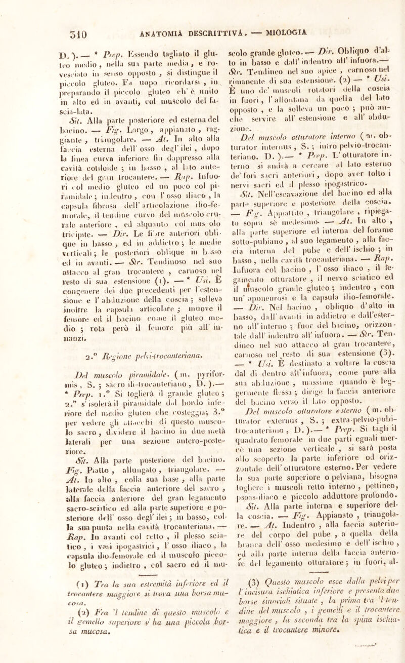 * P/ep. Essendo taglialo il glu- Jeo medio , nella sua parte media , e ro- vescialo in senso opposto , si distingue, il piccolo gluteo. Fa uo[)o ricordarsi , in prej>araiuio il piccolo gluteo eh’ è unito in alto ed in avanti, col muscolo del ta- scia-lala. Sii. Alla parte posteriore od esterna del bacino. — Fig- Largo, appianato, rag- girtiile , triangolare. — ^l. In allo alla faccia esterna dell’ osso degl’ ilei , dopo la linea curva ini’enorc lìa dappresso alla cavità cotiloide •, in basso , al lato ante- riore del gran trocantere. —• R ip. Infuo- ri ( ol medio gluteo ed un poco col pi- ramidale; indentro, con l’osso iliaco , la (Capsula lihrosa dell’ articolazione ilio-fe morale, il leiuline curvo del iiitVscolo cru- rale anteriore , ed alquanto col mus olo Iricijiite. — Le lidie aiilerlori obli- que in basso , ed in addietro ; le medie vi rlicali; le poslcnori oblique in la *sso ed in avanti. — Str. Teiidluoso nel suo attaci-o al gran trocantere , carnoso nel resto di sua estensione (i). ■—* Usi. E congenere dei due precedenti per 1 esten- sione e r abduzione della coscia ; solleva inoltre, la eapsula articolare ; muove il femore ed il bacino come il gluteo me- dio ; rota però il femore più all’ in- nanzi. 2.® R’gione peìù-Lrocanteriana. Dei muscolo piramidale. ( in. p}'ri for- ni is , S. ; sacro ili-lrocanleriauo , D. ).— * Prep. iSi toglierà d grande gluteo; 2.'* s’isolerà il piramidale dal liortlo ini’e- riore dei ir.eilio gluteo elle costeggia; 3.“ per vedere gli altacebi di questo musco- lo sacro, divideie il bacino in due metà laterali per una sezione antero-poste- riore. *57/. Alla parte posteriore del bicino. Fig. Piallo , allungalo , Iriaugolare. — ^il. Il) alio , eolia sua base , alla parie laterale della faccia anteriore del sacro , alia faccia anteriore del gran legamento sacro-scialieo ed alla jiaiTe superiore e po- steriore deli’ osso degl’ ilei ; in basso, eol- ia sua punta nella cavità irocanlenana.— Rap. lo avanti co! retto , il plesso scia- lieo , i vasi ipogastrici , 1’ osso iliaco , la «■apsula ibo-femorale ed il muscolo picco- lo gluteo; indietro , col sacro ed il mu- (ì) Pra la sua eslrernllà inferiore ed il imeaniere mao^siore si irora una borsa mu~ cosa. (i) Fra 7 lendine di (juesio muscolo e il gemello supcriore f ha una piccola bor^ sa mucosa* scolo grande gluteo.-— Da'. Obliquo d al- lo ili basso e dall’ indentro all iniuora. - Slr. Tendineo nel suo a|)ice , carnoso nel rimanente di sua estensione. (2) Usi. E imo de’ inuseuli rolalori ilella coscia in fuori, r allontana ila quella del lato opposto , e la solleva un poco ; può all- elui servire all’ estensione e all abdu- zione. Del muscolo ottaralore interno (m. ob- tnrator inlei nus , S. ; iiUro pelvio-trocan- leriaiio. D. ).— * Pep. L’otturatore in- terno si andià a cercale al lato esleino de’ fori sacri anteriori , dopo aver tolto i nervi saeri eJ il plesso ipogastrico. Sii. Neircscavazione del bacino ed alla parte superiore e posteriore della coscia. — Fg. Apiiiattito , triangolare , ripiega- lo sopra sè meilesinio- —• udì. In allo , alla parte superiore ed interna del forame solto-pubiano , al suo legamento , alla fac- cia interna del pube e dell ischio ; in basso, ueiiii cavità tiocaiiteriaiia. — Rap. Infuora col bacino , 1’ osso iliaco , il le- gamento oltuialore , il nervo sciatico ed il inuscolo grande gluteo ; indentro , con un’ aponeurosi e la capsula ilio-femorale. — Dir. 'Nei bacino , obliquo d’alto in basso, dall'avanti in addietro e dall’esler- no ali’interno ; luor del bacino, orizzon- tale dall’ indentro all’ infuora. — Slr. Ten- dineo nel suo attacco al gran trocantere, carnoso nel pesto di sua estensione (3). — * Uà. È destinalo a voltare la coscia dal di dentro all’iiifuora, come pure alla sua ab lozione , massime quando è leg- germeule flessa ; dirigi^ la faccia anlerioie del bacino verso il lato opposto. Del muscolo atluralore e sterno (m.ob- luralor exteruus , S. ; extra-pelvio-pubi- Irocanteriaiio , D.).— * Prep. Si taglili quadralo femorale in due parli eguali mer- cè una sezione verticale , si sarà posta allo scoperto la parte inferiore od oriz- zontale dell’otturatore esterno. Per vedere la sua parte superiore 0 pelviana, bisogna togliere i muscoli retto interno , pettineo, jisoas-iiiaco e piccolo adduttore profondo. SU. Alla parte interna e superiore del- la coscia. — Fig- Ajipianato , triangola- re. .— Al. Indentro , alla faccia anterio- re del corpo del pube , a quella della branca dell’ osso medesimo e dell’ ischio , *-d alia parte interna della faccia anterio- re del legamento otturatore; in fuori, al- (3) Questo muscolo esce dalla pelvi per /’ incisili a ischiatica inferiore e presenta due, borse sinodali situate , la prima tra ’/ ten- dine del muscolo , i gemelli e il trocantere maggiore , la seconda tra la spina ìschui' iica e il trocantere minore*