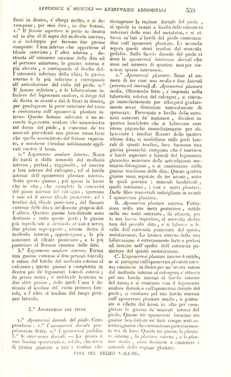 appendice a’ muscoli —? aponevrqsi addominali fuori in dentro, s’ allarga molto, e si de- compone , per esosi due , in due festoni. 1.® Il festone superiore si porta in dentro ed in alto al di sopra del malleolo interno, e si raddoppia per formare due guaine compiute: l’una interna che appartiene al tibiale anteriore ; 1' altra esterna , de- stinata all’ estensore comune delle dita ed al peroneo anteriore; la guaina interna è più elevata , e corrisponde al livello del- r estremità inferiore della tibia; la guaina esterna è la più inferiore e corrisponde all’ articolazione del collo del piede, Il festone inferiore , o la biforcazione in- feriore del legamento anulare, si dirige dal di dietro in avanti e dal fuori in dentro,, per guadagnare la parte anteriore del tarso e continuarsi coll’ aponevri si plantare in- terna. Questo festone inferiore è un se- condo legaioento anulare che somministra sul dorso del piede , a ciascuno de’ tre muscoli precedenti una guaina meno forte che quella sommistrata dal festone superio- re, e mantiene i tendini solidamente appli- cati contro il tarso. 2. ® Legamento anulare interno. Nasce da’ bordi e dalla sommità del malleolo interno , portasi , raggiando , ad inserire a lato interno del calcagno, ed al bordo interno dell’ aponevrosi plantare interna. Sotto questa guaina , più spessa in basso die in allo , che completa la concavità del piano interno dtd ealeagno , seorrono i vasi ed il nervo tibiale po^lerioie, ed i lendini del, tibiale poste:iole, del flessore connine delle dita e del flessore proprio del- l’alluce. Quattro guaine ben distinte sono destinale a tutte ((oeste parti ; la guaina più superficiale è destinata ai vasi e nervi; due guaine soprapposte , situate dietro il malleolo interno , appartengono , la più anteriore al tibiale posici ini e , e la più posteriore al flessore comune delle dita, 3. ® Legamento anulare esterno. Forma una guaina comune a* due perouei laterali; è esteso dal bordo del malleolo esterno al calcaneo ; questa guaina e completata m dentro per de’ legamenti laterali esterni ; da prima unica , si suddivide bentosto in due altre guaine , delle quali 1’una è de- stinala al tendine del corto peroneo late- rale, e r altra al tendine del lungo pero- neo laterale. 3.® Aponevrosi del pjede 1.® Aponevrosi dorsale del piede. Com- prendono i.® \' aponevrosi dorsale pro- priamenle detta; 2.® 1’ aixonevrosi pedidia-, 3.® le inler-ossee dorsali. — La prima è una lamina apoiu'vrolica, solide, che serve di guaina geneialc a tuli' i tendini che ricuoprono la regione dorsale del piede , si spérde in avanti a livello delle estremi tà anteriori delle ossa del inetatarso, e si at- tacca su’lati a’bordi del piede couliuqan- dosi coir aponerosi plantare. La seconda separa questi stessi tendini dal muscolo pedidio. Sulla fiiccia dorsale del piede vi sono le aponevrosi interossee dorsali che sono nel numero di qualtror una per cia- scuno spazio intei'osseo. 2.® Aponevrosi plantare. Sono al nu- mero di tre cioè una media e due laterali (esterna ed interna) A. Aponevrosi plantare media. Oltremodo forte , s’ impianta nellsi tuberosità int,crna del calcagno,, si ristrin- ge immediatamente per allargarsi gradata- mente senza diminuire notevolmente di spesse:^za. Pervequta a livello delle eslra- mità anteriori de’ metatarsi , dividesi in quattro bendelette che si biforcano esse istesse pressoché immediatamjente per ah- hracciare i tendini flessori delle quattro ultime dita, si modellano sulle parti late- rali di questi tendini, loro formano una guaina pressoché compiuta che s’inserisce a’ bordi superiori e laterali del legamento, glenoideo anteriore delle articolazioni me- tafarso-falungiane , e si continuano colle guaine lendinose delle dita. Queste quattro guaine sono separate da tre arcale , sotto le quali passano i muscoli lombricali , quelli interossei , i vasi e nervi piantali. Delle fibre trasversali imbrigliano in avanti r aponevrosi plantare. B. Aponevrosi plantare esterna. Fortis- sima nella sua metà posteriore , sottile nella sua metà anteriore , dà attacco, per la sua faccia superiore, al muscolo abdut- tore del piccolo dito , e si biforca a li- vello deli’ estremità posteriore del quinto melalarsiauo. La branca esterna della sua biforcazione è eslreuiamente forte e portasi ad inserire nell’apofìsi dell’estremità po- steriore del quinto metalarsiano. C. IL aponevrosi plantare interna è sollileu se si paragoni coH’aponevrosi plantare ester- na; CQiniacia in dietro per un’ arcata estesa dal malleolo interno al calcagno; s’ attacca pel suo bordo interno al bordo interno del tarso, e si continua con il legamento anulare dorsale e coU’aponevrosj dorsale del piede ; si continua pel suo bordo esterno coir aponevrosi plantare media, o piutto- sto si riflette dal basso, iu allo per' com- pletare la guaina de’ muscoli interni del piede. Queste tre aponevrosi formano tre guaine ben distinte ne’ loro cinque sesti an- ierioi'i,guaine cl^e comunicano posteriormen- te fra di loro. Queste tre guaine la pianta- re interna , la piantare esterna , e la plan- tare media , sono (.lesiniate a coiilcueie i luusooli della legioiic planUa^ FisE DEL rraMO 'volume.