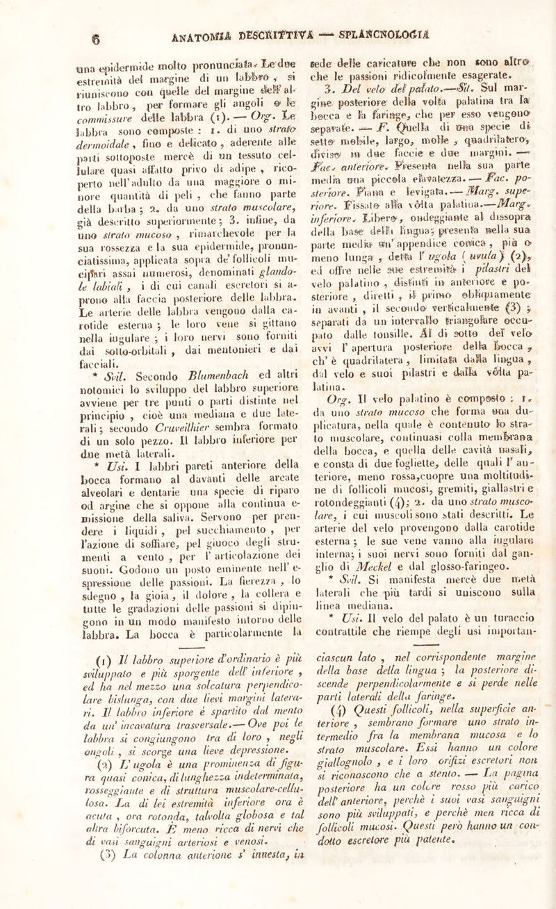 ANATOMU DESCRl^fTt'VA SPLASCr?OLO(Ìri tina e*>iclermi(l4i molto pronunciala,. Le duo estremità dei niaegine di un latóre si riuniscono cou quelle del margine al- tro labbro, per formare gli angoli o le cornmissuve <leìJe labbra (*)• labbra sono com|aoste : i. di uno strato d-Éi'inoidale ì fino e delicato , adeienle alle parti solloposte mercè di un tessuto cel- lulare quasi affatto privo di adipe , rico- perto nell’adulto da una maggiore o mi- nore quantità di peli , ebe fanno parte della barba ; a. da uno strato muscolare, già descM'ltto superiormente ; 3. infine, da uno strato mucoso , rimarchevole per la sua rossezza e la sua epidermide, pronun- ciatissima, applicata sopra de’ follicoli mu- ciitari assai numerosi, denominati glando- le labiali , i di cui canali escretori si a- pi’ono alla faccia posteriore delle lal)])ra. Le arterie delle labbra vengono dalla ca- rotide esterna ; le loro vene si giltano nella iugulare ; i loro nervi sono forniti dai sotto-orbitali , dai mentonieri e dai facciali. * Srii. Secondo Blumenbach ed altri notomici lo sviluppo del labbro superiore avviene per tre punti o parti distinte nel principio , cioè una mediana e due late- rali ; secondo Crureilhier sembra formato di un solo pezzo. Il labbro inferiore per due metà laterali. * Usi. I labbri pareti anteriore della Locca formano al davanti delle arcate alveolari e dentarie una specie di riparo od argine che si oppone alla continua e- missioue della saliva. Servono per pren- dere i liquidi , pel succhiamento , per l’azione di soffiare, pel giuoco degli sliu- menti a vento , per 1’ articolazione dei suoni. Godono un posto eminente nell e- spressione delle passioni. La fierezza , lo sdegno , la gioia, il dolore , la collera e tutte le gradazioni delle passioni si dipin- gono in un modo inanifesto intorno delle labbra. La bocca è particolarmente la (i) Il labbro supeiiore coordinai io è più si’duppato e più sporgente dell inferiore , ed ho nel mezzo una solcatura perpendico- lare bislunga, con due beri margini lalera- ì'i. Il Labbia inferiore è spartito dal mento da un’ incaratiira trasversale.— Ore poi /e labbra si congiungono tra di loro , negli angoli , si scorce una bere depressione. (^) TJ ugola è una prominenza di figu- ra quasi conica, di lungbezza indeterminata, rosseggiante e di struttura muscolare-cellu- losa. Im di lei estremità inferiore ora è acuta , ora rotonda, talvolta globosa e tal altra biforcuta. È meno ricca di nervi che di vn.il sanguigni arteriosi e venosi. (3) La colonna anterione s’ innesta^ i/t sede defle caricature die non «ono altro che le passioni ridicolmente esagerale. 3. Del veto del palato.—Sii. Sul mar- gii^ posteriore della volta palatiira tra la bocca e là faringe, che per esso vengono separale. —^ F. Quella di uhìu sj^cie di setto' mehile, largo, molle , quadrilatero', tfivist!)' m due faccie e due margini. —- Fae'^ anteriore.- presenta nelìà sua parte media una piccola eFavatezza. — Fac. pò-- steriore. Piana e levigata..— 3Iarg. supe~ riore. Lissalo- afe verità palatina.—Marg. inferiore. Libero-, ondeggiante al dissopra della base delià lingua-^ piesentà nella sua parte niedki' un’appendice coivica , più o meno lunga , detfe f ugola ( uvula'j (2)^, ed offre nelle sue estremità* i pilastri del velo palatino , ffislinii in anteriore e po- steriore , direni , il primo oliliq,riamente in avanti , il secondo vert'icabnentè (3) j separati da un intervallo triangolare occu- pato dalle tonsille. Al di sotto del velo- avvi r apertura posteriore della Locca y eh’ è quadrilatera , limitata dalla lingua , dal velo e suoi pilastri e dalia velia pa- latina. Org. Il velo palatino è composto ; r. da uno strato mucoso che forma una du- plicatura, nella quale è contenuto lo stra- to muscolare, continuasi colla membrana della bocca, e quella delie cavità nasali, e consta di due foglielte, delle quali T an- teriore, meno rossa,cuopre una moUiludt- ne di follicoli mucosi, gremiti, giallastri e rotondeggianti (4); 2. da nuo strato musco- lare, i cui muscoli sono stati descritti. Le arterie del velo provengono dalla carotide esterna ; le sue vene vanno alla iugulare inlernaj i suoi nervi sono forniti dal gan- glio di Meckel e dal glosso-faringeo. * Svii. Si manifesta mercè due metà laterali che più tardi si uniscono sulla linea mediana. * Usi. Il velo del palato è un turaccio coulralliie che riempe degli usi impoitau- ciascun lato , nel corrispondente margine della base della lingua la posteriore di- scende perpendicolarmente e si perde nelle parli laterali della faringe. (4) Questi follicoli, nella superficie an- teriore , sembrano formare uno strato in- termedio fra la membrana mucosa e lo strato muscolare. Essi hanno un colore giallognolo , e i loro orifizi escretori non si riconoscono che a stento. — La pagina posteriore ha un colere rosso più carico dell’ anteriore, perchè i suoi vasi sanguigni sono più sviluppati, e perchè men ricca di follicoli mucosi. Questi però hanno un coiu dotto escretore più patente.