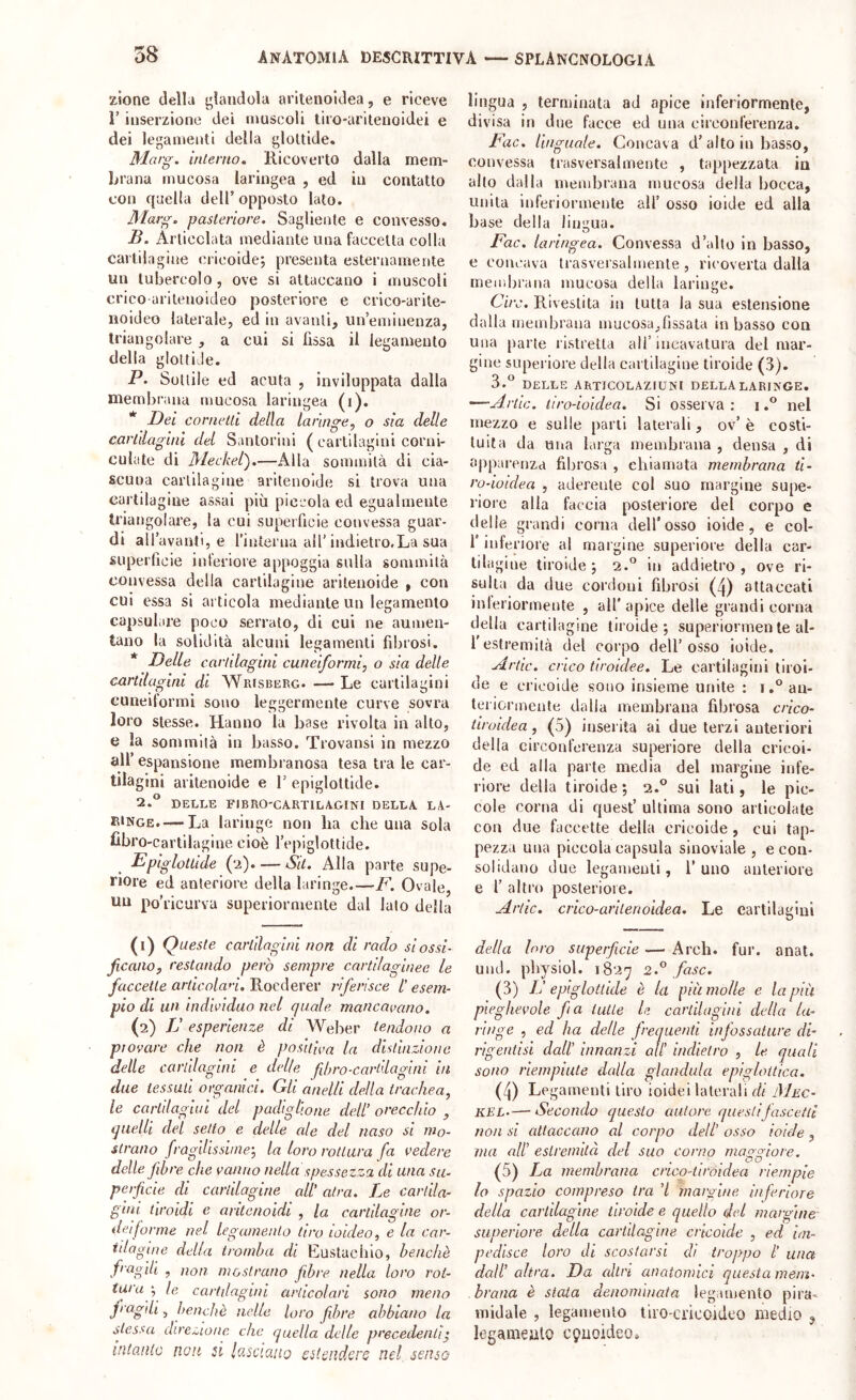 zione della glandola aritenoldea, e riceve r inserzione dei muscoli liro-aritenoidei e dei legamenti della glottide. Marg. interno. Kicoverto dalla mem- brana mucosa laringea , ed in contatto con quella dell’ opposto lato. Marg. pasteiiore. Sagliente e convesso. B. Allicciata mediante una faccetta colla caiiilagine elicoide-, presenta esternamente un tubercolo, ove si attaccano i muscoli crico aritenoldeo posteriore e crico-arite- noideo laterale, ed in avanti, un’eminenza, triangolare , a cui si fissa il legamento della glottide. P. Sottile ed acuta , inviluppata dalla membrana mucosa laringea (i). * Del cornetti della laringe, o sia delle cartilagini del Santorini ( cartilagini corni- culate di Mecket).—Alla sommità di cia- scuna cartilagine aritenoide si trova una cartilagine assai più piccola ed egualmente triangolare, la cui superficie convessa guar- di alf avanti, e rinterua all’indietro.La sua superficie inferiore appoggia sulla sommità convessa della cartilagine aritenoide , con cui essa si articola mediante un legamento capsulare poco serrato, di cui ne aumen- tano la solidità alcuni legamenti fibrosi. * Delle cartilagini cuneiformi, o sia delle cartilagini di Wrisberg. — Le cartilagini cuneiformi sono leggermente curve sovra loro stesse. Hanno la base rivolta in alto, e la sommità in basso. Trovansi in mezzo all’ espansione membranosa tesa tra le car- tilagini aritenoide e T epiglottide. 2.® DELLE riBRO'CARTILAGINI DELLA LA- RINGE.— La laringe non ha che una sola libro-cartilagine cioè l’epiglottide. Epiglotlide (2). — Sii. Alla parte supe- riore ed anteriore della laringe F. Ovale, un po’ricurva superiormente dal lato della (1) Queste cartilagini non di rado si ossi- ficano, restando però sempre cartilaginee le faccette articolan.^ocàevtY riferisce l'esem- pio di un individuo nel (piale mancavano. (2) JJ esperienze di Weber tendono a ptovare che non è positiva la distinzione delle cartilagini e delle filiro-cartilagini in due tessuti organici. Gli anelli della trachea, le cartilagini del padiglione dell’ orecchio , tjuelli del setto e delle ale del naso si mo- strano fragilissime-, la loro rottura fa vedere delle fibre che vanno nella spessezza di una su- perfi eie di cartilagine all’ atra. Le cartila- gini tiroidi e aritenoidi , la cartilagine or- deijorme nel legamento tiro loideo, e la car- tilagine della tromba di Eustachio, benché fragili , non mostrano fibre nella loro rot- tura ; le cartilagini articolari sono meno jragili, benché nelle loro fibre abbiano la stessa direzione, che quella delle precedenti ; intanto non £Ì lasciatio oitcndove nel senso lingua , terminata ad apice inferiormente, divisa in due facce ed una circonferenza. Fac. linguale. Concava d’alto in basso, convessa trasversalmente , tappezzata in alto dalla membrana mucosa della bocca, unita inferiormente all’ osso ioide ed alla ba se della lingua. Fac. laringea. Convessa d’alto in basso, e concava trasversalmente, ricoverta dalla membrana mucosa della laringe. Ciro. Rivestita in tutta la sua estensione dalla membrana mucosa,fissata in basso con una parte ristretta all’incavatura dei mar- gine superiore della cartilagiue tiroide (3). 3.^* DELLE ARTICOLAZrUNl DELLA LARINGE. —Ariic. tiro-ioldea. Si osserva : 1nel mezzo e sulle parli laterali , ov’ è costi- tuita da una larga membiana , densa , di apparenza fibrosa , chiamata membrana ti- ro-ioidea , aderente col suo margine supe- riore alla faccia posteriore del corpo e delle grandi corna dell’osso ioide, e col- f inferiore al margine superiore della car- tilagine tiroide 5 1.'^ in addietro, ove ri- sulta da due cordoni fibrosi (4) attaccati inieriormeute , all'apice delle grandi corna della cartilagine tiroide; superiormente al- l'estremità del corpo dell’osso ioide. Arde, ci'lco tiroidee. Le cartilagini tiroi- de e cricoide sono insieme unite : i.® an- teriormente dalla membrana fibrosa crico- tiroidea, (5) inserita ai due terzi anteriori della circonferenza superiore della crieoi- de ed alla parte media del margine infe- riore della tiroide; 2.® sul lati, le pic- cole corna di quest’ ultima sono articolate con due faccette della cricoide, cui tap- pezza una piccola capsula sinoviale , e con- solidano due legamenti, l’uno anteriore e 1’ altro posteriore. Arde, crico-aritenoidea. Le cartilagini della loro superficie — Arch. fur. anat. und. pbysiol. 1827 2.^ fase. (3) F epiglottide é la fà molle e la più pieghevole fa tutte le carlilagini della la- ringe , ed ha delle frequenti infossature di- rìgenti si dall' innanzi oli’ indietro , le quali sono riempiute dalla gianduia epigloitica. (4) Legamenti tiro ioidei laterali di iYJec- KEL-—Secondo questo autore questifascetli non si attaccano al corpo dell’ osso ioide , ma all' estremità del suo corno mao oiore. T- 1 * ^ ^ . (5) La membrana crico-tiroidea riempie lo spazio compreso tra ’l margine inferiore della cartilagine tiroide e quello d(d margine superiore della cartilagine cricoide , ed im- pedisce loro di scostarsi di troppo l’ una dall’ altra. Da altri anatomici questa mem- brana é stata denominata legamento pira- midale , legamento tiro-cricoidco medio 5 legamealo cpaoideo.