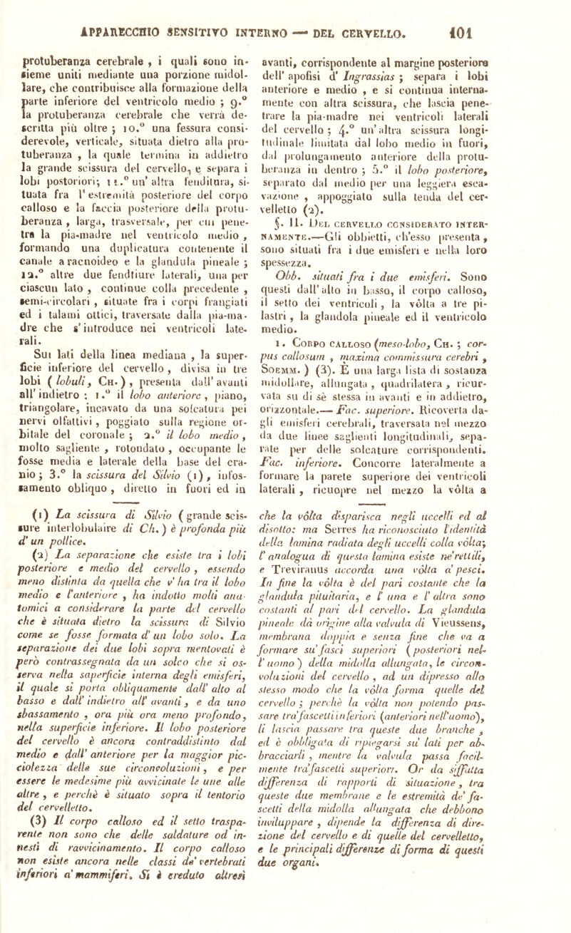 protuberanza cerebrale , i quali sono in* iieme uniti mediante una porzione midol- lare, che contribuisce alla formazione della parte inferiore del ventricolo medio ; 9.® la protuberanza cerebrale che verrà de- scritta più oltre } IO,*’ una fessura consi- derevole, verticale, situata dietro alla pro- tuberanza , la quale termina in addietro la grande scissura del cervello^ e separa i lobi postoriori-, 11.® un’altra fenditura, si- tuata fra r estremità posteriore del corjio calloso e la faccia posteriore della protu- beranza , larga, trasversale, per cui pene- tra la pia-madre nel ventricolo medio , formando una duplicatura contenente il canale a racnoideo e la gianduia pineale; la.” altre due fendtiure laterali, una per ciascun lato , continue colla precedente , •emi-i'ircolari , situate fra i corpi frangiati ed i talami ottici, traversale dalla pia-ma- dre che s’introduce nei ventricoli late- rali. Sui lati della linea mediana , la super- ficie inferiore del cervello , divisa in tre lobi {lobuli f Ch* ) , presenta dall’avanti all’ indietro : i.” il lobo anteriore, piano, triangolare, incavato da una solcatura pei nervi olfattivi , poggialo sulla regione or- bitale del coronale ; n.” il lobo medio , molto sagliente , rotondato , occupante le fosse media e laterale della base del cra- nio; 3.” la scissura del Silvio (•), infos- samento obliquo, diretto in fuori ed in (1) La scissura di sudo ( grande scis- sure iiiterlobulaire di Ch, ) è profonda più d’un potlicc. (2) La separazione che esiste Ira i lobi posteriore e medio del cervello , essendo meno distinta da quella che v ha tra il lobo medio e Canteriore , ha indotto molti ona tornici a considerare la parte del cervello che è situata dietro la scissura di Silvio come se fosse formata d’un lobo solo. La separazione dei due lobi sopra mentovali è però contixissegnata da un solco che si os- serva nella saperficle interna degli emisferi, il quale si porta obliquamente dall’ alto al basso e dall’ indietro alt’ avanti, e da uno sbassamento , ora più ora meno profondo, nella superficie inferiore. Il lobo posteriore del cervello è ancora contraddistinto dal medio e dall’ anteriore per la maggior pic- ciolezia delle sue circonvoluzioni, e per essere le medesime più avvicinate le une alle altre , e perchè è situato sopra il tentorio del cervelletto. (3) Il corpo calloso ed il setto traspa- rente non sono che delle saldature od in- nesti di ravvicinamento. Il corpo calloso non esiste ancora nelle classi de vertebrati Inferiori a mammiferi^ SÌ è et'eduto ctUrm ovanti, corrispondente al margine posteriore deir apofisi d’ Ingrassias ; separa i lobi anteriore e medio , e si continua interna- mente con altra scissura, che lascia pene- trare la pia-madre nei ventricoli laterali del cervello; 4*” un’altra scissura longi- tudinale limitata dal lobo medio in fuori, dal prolungamento anteriore della protu- beranza in dentro ; 5. il lobo posteriore, separato dal medio per una leggiera csca- vazione , appoggialo sulla tenda del cer- velletto (-2). 5- 11- UliL CEnVELUO CONSIDERATO INTER- NAMENTE .—Gli obbietti, ch’esso presenta, sono situati fra i due emisferi e nella loro spessezza, Qbb. situati fra 1 due emisferi. Sono questi dall’ulto in basso, il corpo calloso, il setto dei ventricoli , la vòlta a tre pi- lastri , la glandola pineale ed il ventricolo medio. 1. Corpo cAhhoso (meso-lobo, Ch. ; cor- pus callosum , maxima commissura cerebn , SoEMM. ) (3). È una larga lista di sostanza midollare, allungata , quadrilatera , ricur- vata su di àè stessa in avanti e in addietro, orizzontale.— F’ac. superiore. Ricoverta da- gli emisferi cerebrali, traversata nel mezzo da due linee saglienli longitudinali, sepa- rale per delle solcature corrispondenti. L'ac. inferiore. Concorre lateralmente a formare la parete superiore dei ventricoli laterali , ricuopre nel mezzo la vòlta a che la vòlta disparisca negli uccelli ed ai disotto: ma Serres ha riconosciuto lidentità della lamina radiata degli uccelli colla vòlta', C analogua di questa lamina esiste ne’retldi, e Treviranus accorda una vòlta a’ pesci. In fine la vòlta è del pari costante che la gianduia pituitaria, e C una e l’altra sono costanti al pan del cervello. La gianduia pineale dà orìgine alla valvula di Vieussens, membrana doppia e senza fine che va a formare su’fasci superiori {posteriori net- l’uomo') della midolla allungata, le circon- voluzioni del cervello , ad un dipresso alla stesso modo che la vòlta forma quelle del cervello ; perchè la vòlta non potendo pas- sare ira’fascelliinferiori {anteriorinetf'uomo), li lascia passare, tra queste due branche , ed è obbligata di ripiegarsi su’ lati per ab- bracciarli , mentre la valvula passa facil- mente trafasceUl su[>erloV!. Or da siffatta differenza di rapporti di situazione, tra queste due membrane e le estremità de’ fa- scetti della midolla aUungata che debbono inviluppare , dipende la differenza di dire- zione del cervello e di quelle del cervelletto, e le principali differenze di forma di questi due organi*