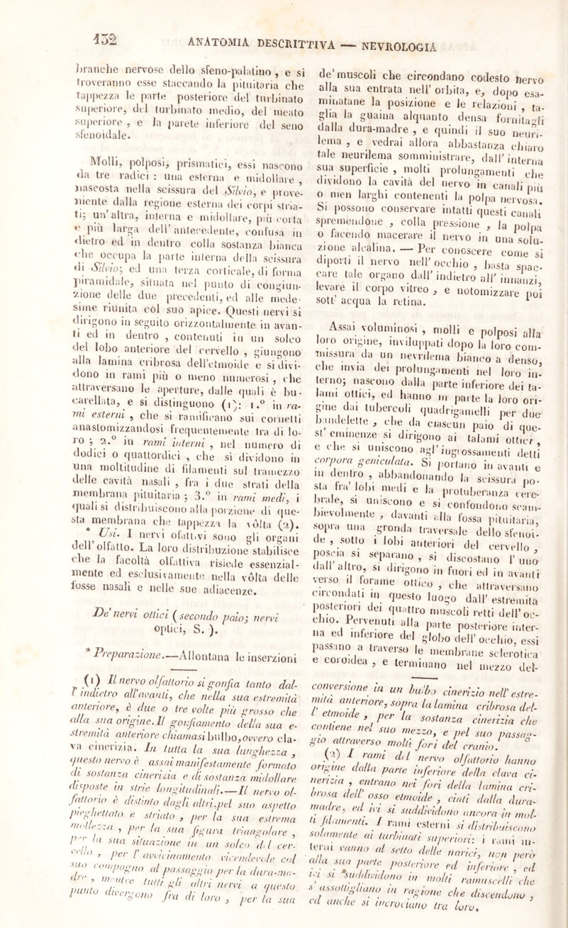 Lrnnelie nervose dello sfeno-palalino , e si troveranno esse staccando la pituitaria che Tappezza le parte posteriore del tiiihinafo •Superiore, del turbinato medio, del meato superiore , e la jìarete mfei'iore del seno sfenoidale. Molli, polposi, prismatici, essi nascono da tie radici ; una esterna e nudoilare , nascosta nella scissura del Silvio, e prove- niente dalla regione esterna dei corpi stiaa- tij un altra, interna e midollare, più corta n più larga dell’antecedente, confusa iu dietro ed in dentro colla sostanza bianca che ^occupa la parte interna della scissura di Silvio-, ed una terza corticale, di forma ]uiainidide, situata ne! punto di congiun- 7uone delle due precedenti, ed alle incile- Siine liunita col suo apice. Questi nervi si dirigono in seguito orizzontalmente in avan- »i ed in dentro , contenuti in un solco del lobo anteriore del cervello , giungono alla lamina cribrosa deiretmoide e si'divi- <!ono in rami più o meno numerosi , i be attraversano le aperture, dalle quali è bu • carellata, e si distinguono (i): iin /■«• 7>il esterni , che si ramibcano sui cornetti anaslonaizzandosi frefiueniemente Ira di lo- 1^0 j 2.° m rami il,terni , nel numero di dodici o quattordici , che si dividono in una moltitudine di filamenti sul tramezzo delle cavità nasali , fra i due strati della .membrana pituitaria ; 3.« in rami medi, i quali SI distribuiscono alla porzione di que- sta^membrana che tappezza la \dlta (2). Il’ ^ ' olattivi sono gli organi dell olfatto. La loro distribuzione stabilisce che la facoltà olfattiva risiede essenzial- mente ed esclusivamente nella volta delle fosse nasali e nelle sue adiacenze. De nern ottici ( secondo paio; nervi optici, S. ). Preparazione.—Allontana le inserzioni de’muscoli che circondano codesto nervo alla sua entrata nell’ orbita, e, dopo esa- nimatane la posizione e le relazioni , ta- glia la guaina alquanto densa fornita-b dalla dura-madre , e quindi il suo neun- leina , e vedrai allora abbastanza cbiaro tale neurilema somministrare, dall’interna sua superficie , molti prolungamenti die dividono la cavità del nervo ùi canali p,u o nieii larghi contenenti la polpa nervosa. Si possono conservare intatti questi canali spremendone , colia pressione , la polpa o laeendo macerare il nervo in una sola- zione alcalina. — Per conoscere come si diporti il nervo nell’occhio, basta spac- care tale organo dall’ indietro all’ innanzi levare il corpo vitreo , e notomizzare poi sott acqua la retina. ^ Assai voluminosi , molli e polposi alla loro origine, inviluppati dopo la loro com- missura da un nevi ilema bianco a denso che invia dei prolungamenti nel loro in! terno; nascono dalla jiarte inferiore dei ta- lami ottici, ed hanno m parte la loro ori- gine dai tubercoli quadrigainelli per due bandelelte , che da ciascun paio di que- st eminenze si dirigono ai talami oltid e che s. uniscono agl’iug, ossamenti detti corpora oemculala. Si portano in avanti e in dmitio , abbandonando la scissura pò- sta tra lobi medi e la protuberanza cere- brale, si uniscono e si confondono seam- b.evolmente , davanti dia fossa pituitaria, sepia una gronda traversale dello sfenoi! de , sotto 1 lobi anteriori del cervello poscia SI separano , si discostano 1’ uno dall altio, SI dirigono in fuori ed in avanti verso , tora.ne ottico , die attraversano .ivondati m questo luogo dall’ estremila poslenor, dei quattro muscoli retti dell’oc- ebio. Pervenuti alla parte posteriore inter- na ed mleriore del globo dell’occhio, essi passano a traverso le membrane sdermica t coioidea, e terminano nel mezzo dd- (1) Il nervo olfattorio si gonfia tanto dal- L indietro all avanti, che nella sua estremità anteriore, è due o tre volte più grosso che alla suaorlgine.il goifiamento della sua e- .s'iremità anteriore chiamasihw\\')0,ovvero cla- va cinerizi a. In tutta la sua lunghezza , <pieslo nervo è ^ assai manifeslamenle formato di sostanza cìneriSa e di sostanza midollare. disposte in strie longitudinali Il nervo ol- Jallono è chstinto^ dagli ah ri,pel suo aspetto pnghettato e striato , per la sua estrema , per la sua. Jigitra triangolare , l>'’r la sua situazione in un solco d< l cer- ’ Pc>' l' avvicinamento vicnnlevale. col ' < < nipagno al passaggio per la dura-nia- ^ ynre tutti gV/ altri nervi a ,presto fra d, Ora , ,,rr L sua camershne la un hulU cinerizio nell es! re nu a aiueriore, sopra la lamina cribrosa del \ costanza cinerizia eh, ( on a ne ne suo mezzo, e pel suo passar - g,o allrarerso molli fori del era,no. • • olfattorio hanne orioine dalla parte inferiore della clava ci oerizia entrano nei fori detta lamina cri- Orosa dell osso etmoide , cinti dalla dura- ttmdre, ed ivi si suddividano ancora in mal 0 filamenti. / rami esterni d dhlrlhuìseonc solarne,Ue ai tiirhmafl superiori: i rami m- leni, vanno al setto delle narici, non però alla pmU posteriore ed inferiore , ed ri SI. suddividono u, molli rum use etti che s assottigliano in ragione che discendono, Cd anche si mero ciano tra loro.