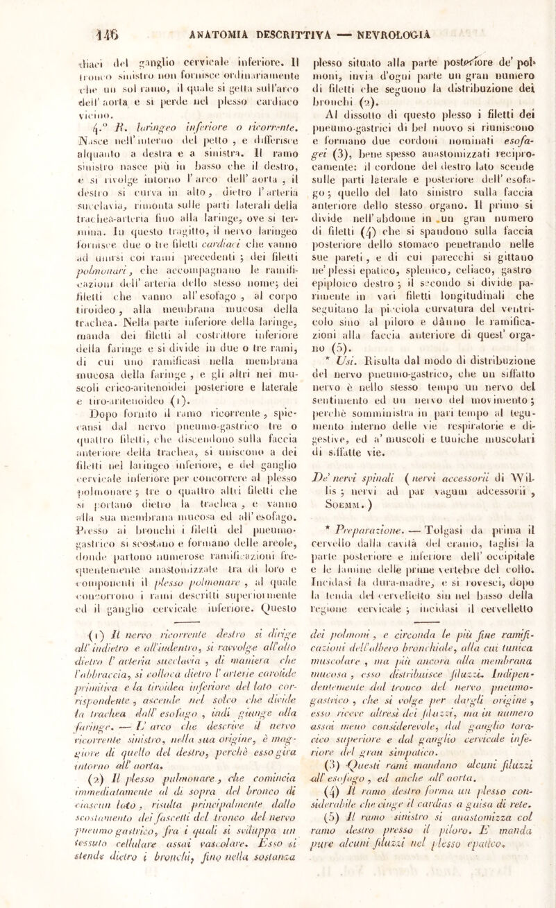 tliai'i cervical(^ inferiore. Il lioiK o .siuislio non fornisca! orilin.iriainento t'iit* nn sol ramo, il (juale si yetta sull’aico fieli’ aorta e si [teiale nel [ilesso cardiaco V icino. hiVUìgeo l/ifenore o lirorr.-nle. Nasce nell’interno del petto , e dilì'ensce alquanto a destra e a sinistra. Il ramo sinisli'o nasce più in basso che il destio, e SI rivolge intorno 1’ aieo dell’ aorta , il destro si curva in alto, dietro rarleria sneciavia, ninoiila sulle parti laterali delia traeliea-arleria lino alla laringe, ove si ter* mina. In questo tragitto, il nervo laringeo lornisee due o ìie (detti cardi cu i che vanno ad unirsi coi rami precedenti j dei filetti jwlmunari, ciie accompagna no le raiiiili- cazioui dell’ arteria dello stesso nome; dei filetti che vanno all’esofago , al corpo tiroideo , alla membrana mucosa della tiMcbea. Nella parte inferiore della lai'inge, manda dei filetti al costi ittore iiiferioi e della faringe e si divide in due o tre rami, di cui uno ramificasi nella rnendrrana mucosa della fiiringc , e gli altri nei mu- scoli crico-aritenoidei posteriore e laterale e iiro-anteiioideo (i). Dopo fornito il ramo ricorrente , spie- «ansi dal nervo pneunio-gastrico tre o quattro filetti, ebe discendono sulla (accia anteriore d.ella trachea, si uniscono a dei filetti nel Im ingeo inferiore, e del ganglio cervicale inierioie per concorrere al plesso jiolmonare ; tre o (juatiro altri filetti che M portano dietro la trachea , e vanno alla sua membrana mucosa ed all’esofago, presso ai bronchi i filetti del pneumo- gastrico SI scostano e l'ormano ilelle areole, doiidi' partono numerose ramificazioni Ire- «jneuteriiente anaslomizzate tra di loro e eomponenti il flesso jioìiiiotiarc , al quale concorrono i rami descritti sujterioi mente ed il ganglio cervicale inieriore. Questo (1) Il ncivo r'icorrciìle deliro si dirige all' indietro e (dtindentro, si raci'o/ge nll'cdlo dietro t arteria snccUu ia , di nianleia che l'ahhraccia, si. colloca dietro l’arletie carotide prliidtiea e ici tiroidea infcnore del lato cor- rispondente , ascende nel solco che divide la trachea dall’ esofago , indi pkmge (dia firin£<\ •— fi arco che descrive d nervo »' r> , . ricorrente sinistro, nella sua origine, è mag- giore. di (jucllo del destro, perchè esso gira intorno aU' aorta» (2) Il plesso puhnonnre, che comincia immediatamente ni di sopra del bronco di cinscitn loto , ri.udta principalmente dallo sco.Uu’nento ilei fascette del tronco del nervo pnenmo gaslrico, fra i ipcidì si svdappa un tessuto cellulare assai vasiolarc, Usai si stenda dietro i brondd, fino nella sostanza plesso situato alla parte posleiibre de’ poi* moni, invia d’ogui palle uu gran numero di filetti (he seguono la distribuzione dei b IO ne Ili (2). Al dissotto di questo plesso i filetti dei |)ueunio gastrici di bel nuovo si riuniscono e formano due cordoni norniiiati esofa- gei (3), bene spesso auastomizzati ie<:i|)io- oameiìle: d cordone del destro lato scende sulle parti laterale e posteriore dell’ esofa- go ; (juello del iato sinistro sulla faccia anteriore dello stesso organo. Il primo si divide nell’abdome in .uu gran numero di filetti (4) ehe si spandono sulla faccia posleiiore dello stomaco penetrando nelle sue pareti , e di cui parecchi si gittano ue’plessi epatico, splouico, celiaco, gaslro epiploico destro ; il secondo si divide pa- nineiile in vari filetti longitudinali che seguitano la pi‘ciola curvatura del ventri- colo sino al [)iloro e danno le lamifica- zioui alla faccia anteriore di quest’ orga- no (5). TJsi. Risulta dal modo di distribuzione del nervo piieumo-gastrico, ebe uu siffatto nervo è nello stesso tempo un nervo del sentimento ed uu iieivo del movimento; jiercbè somministra in pali tempo al tegu- mento interno delle vie respiratone e di- gestive, ed a’ muscoli e lunicbe muscolari di Silfalle vie. Dd nervi spinali nervi accessord di Wil- lis ; nervi ad par vaguin udeessorii , SOEMM. ) * Preparazione.—Tolgasi da prima il rervclio dalla cavila cJtd cranio, taglisi la parte poslta iore e mleiioie dell’ occipitale e le iamiiie delie prime vertebre del eolio, lucidasi la dura-madre, (! si jovesei, dopo hi Iciuia del cerveilelto sui nel basso della regione cervicale; incidasi il ceivellello dei jiolmoìd, e circonda le più fine ramifi- cazioni deltaìbero bronchiale, alla cui tunica muscolare , ma jdii ancora alla membrana mucosa , esso distrib.uisee fluzzL Indipeti- dentemcnle dal tronco del nervo pneumo- gaslnco , ehe. si volge per dcngli origine , esso riceve altresì dei (lìnzzi, ma in numero ussiti meno considerevole, dal ganglio tora- cico superiore e dal ganglio cervicale nife- norc del gran simpatico. (3) Questi ratrd mandano alcuni fduzzl cill’ esofago , ed anche all’ aorta. (4) li ramo destro forma un plesso con- siderabile che cinge lì cardias a guisa di rete. (5) li ramo sinistro si anastondzza col ramo destro presso il piloro. Id manda pure alcu/n fduzrd nel plesso epatico.