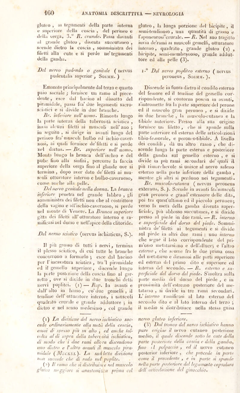 gluteo , ai tegiiineiUi della parte interna e superiore della eoseia , del perineo e d(‘lla verga, ?>.^ R. crurale. Passa davanti al grande gluteo , diventa suceutaneo , seende dietro la coscia , sonirninislra dei filetti alla cute e si perde iie’tegumenti della gamba. Del nervo pudf^ndo o genllale ( nervus pudentalis superior Soemm. ) Emanato principalmente dal terzo e quarto paio sacrale ; fornisce un ramo al prece- ilente, esce dal bacino al dissolto del piramidale, passa fra’ due legamenti sacro- sciatici e si divide in due branche. Br. Inferiore nell' uomo. Rimonta lungo la parte interna della tuberosità sciatica , invia alcuni {iletti ai muscoli nell’ano; in seguilo , si dirige in avanti lungo del perineo fra’muscoli bulbo ed ischio-caver- nosi, ai quali lornisce de’filetti e si [lerde nel dartos. — Br. superiore nell' uomo. Monta lungo la branca dell’ischio e del pube lino alla sinfisi, percorre la faccia superiore della verga fino al glande ove si termina, dopo aver dato de’filetti ai mu- scoli otturatore interno e bulbo-cavernoso, come ancbe alla pelle. Dei nervo genitale nella donna. La branca inferiore penetra nel grande labbro , gli somministra dei filetti non che al costrittore della vagina e airiscbio-cavernoso, si perde nel monte di Venere. La Branca superiore gitta dei filetti all’otturatore interno e ra- mificasi nel dorso e nell’apice della clitoride. Bel nenia sciatico (nervus iscliiaticus, S.). Il più grosso di tutti i nervi, termina il jilesso sciatico, di cui tutte le branche concorrono a formarlo ; esce dal bacino per l’incavatura sciatica, tra’l piramidale ed il gemello supcriore, discende lungo la parte posteriore della coscia fino al gar- retto , ove si divide in due tronchi detti nervi poplitei. (i)— Rap. In avanti e dall’alto in basso, co’due gemelli, il tendine dell’ ottuialore interno, i muscoli quadrato crurale e grande adduttore ; in dietro e nel senso medesimo , col grande (i) La divisione del nervo ischiatico suc- cede ordinariamente alla metà della coscia, assai dr spesso più in allo , ed anche tal- volta al di sopra della tuberosità ischiatica, di modo che i due rami allora discendono uno dietro e l'altro avanti il muscolo pira- midale ( Mpckpl)- La sudieila divisione non succede che di rado nel poplite. ( >) // ramo che sì distribuisce nel muscolo gluteo nuggìore si anastomizf.a prima cui gluteo , la lunga porzione del bicipite , ii semi-lendinoso , una quantità di grasso e raponeurosdcrurale. — R. Nel suo tragitto invia de’rami ai muscoli gemelli, otturatore interno, quadrato , grande gluteo (2) , bicipite, semi-membranoso, grande addut- tore ed alla pelle (3). 1-*^ Del nervo populeo esterno ( nervus peroueus , Soemm. ). D isoende in fuora dietro il condilo esterno del femore ed il fendine del gemello cor- rispondente, si contorna poscia in avanti, s’intromette fra la parte sujieriore del perone ed il muscolo gran peroneo , e si divide in due branclje , la niusi'olo-culanea e la tibiale antei'ioie. Presso alla sua origine lornisce un filetto, che si sj)ande sulla parte anteriore ed esterna delle articolazioni tibio-fciiiorale, e perom-o-tibiale. A livello dei condili , dà un altro ramo , che di- scende lungo la parte esterna e posteriore della gaml>a sul gemello esterno , e si divide in più rami secondari de’ quali il più rimarc hevole si unisce al nervo safeno esterno nella parte inferiore della gamba , mentre gli altri si [xirdono nei tegumenti. Br. muscolo-rulanea ( nervus peroueus extei IRIS, S.). Scende in avanti fra’mnseoli gran peroneo e grand’estensore delle dila, poi tra qnesfullimo ed il piceolo peroneo; verso la metà della gamba diventa super- ficiale, più abbasso snccutanea, e si divide presso al piede in due rami. -—R. interno e superficiale del dorso del piede. Sommi- nistra de’filetti ai tegumenti e si divide sul jfiede in altri due rami : uno interno che sc'gue il lato corrispondente del pri- m’osso mctatarsiano e dell’alluce; e l’altro esterno , che scorie fra le due prima ossa del metatarso e diramasi alle parli superiore ed esterna del primo dito e superiore ed interna del secondo. — R. esterno e su- perficiale del dorso del piede. S’inoltra sulla parte media del dorso del piede , e iu prossimità dell’eslremo posteriore del me- tatarso , si diville ili tre rami secondari. Id interno ramificasi al lato esterno del secondo dito e al Iato interno del terzo ; il n.edio si distribuisce nella stessa guisa nervo gluteo inferiore. (3) Dal tronco del nervo iscidatico hanno pure ondine il nervo cutaneo posteriore medio, il quale discende sotto la cute della parte posieriare della coscia e della gamba, fino < l polpaccio , ed il nervo cutaneo posterior inferiore , che procede in parte come lì precedente , e in parte si spande nella parte posteriore del legamenlo capsalare dell’ articolazione del ginocchio.