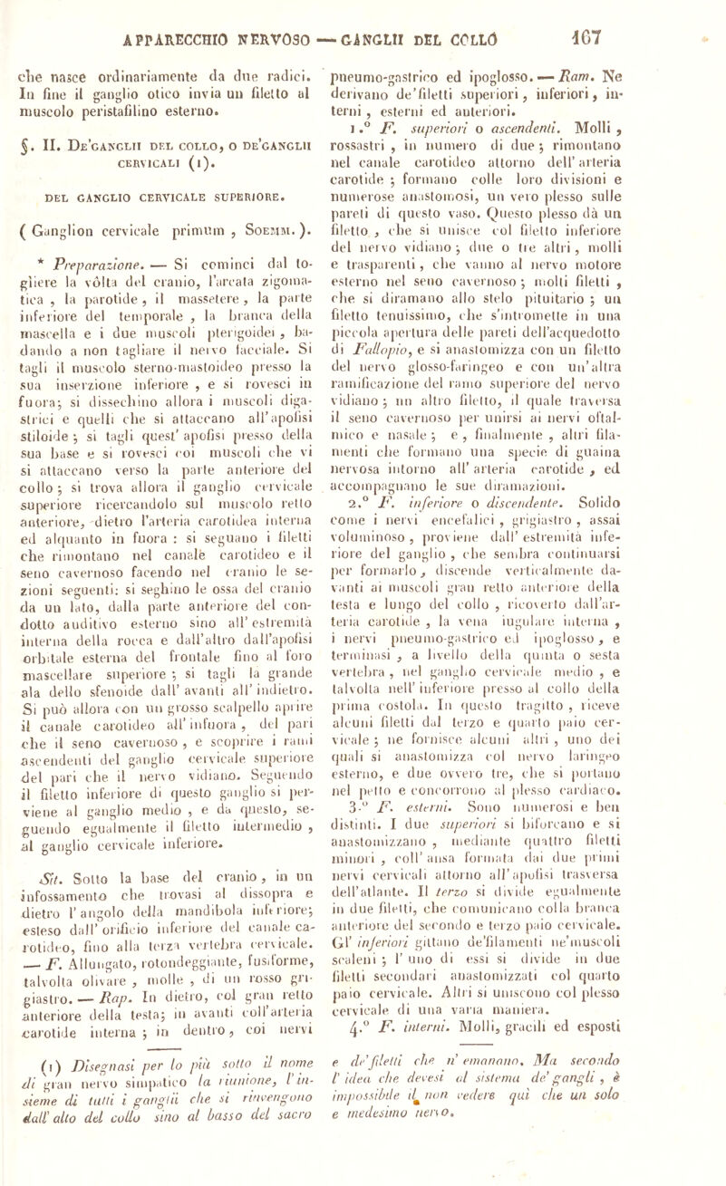 die nasce ordinariamente da due radici. In fine il ganglio otioo invia un filetto al muscolo peristafilino esterno. II. De’ganglii del collo, o de’ganglii CERVICALI (l). DEL GANGLIO CERVICALE SUPERIORE. ( Ganglion cervicale primum , Soejam. ). * Preparazione. — Si cominci dal to- gliere la vòlta del cranio, l’areala zigoma- tica , la parotide , il massetere , la parte inferiore del temporale , la branca della niaseella e i due muscoli ptengoidei , ba- dando a non tagliare il neivo lacciaie. Si tagli il muscolo sterno-mastoideo presso la sua insei’zione inferiore , e si rovesci io fuora; si dissechino allora i muscoli diga- strici e quelli die si attaccano all’apolisi stiloide ^ si tagli quest’apofisi presso della sua base e si rovesci coi muscoli che vi si attaccano veiso la parte anteriore del collo ; si trova allora il ganglio cervicale superiore ricercandolo sul nuisc'olo retto anteriore, dietro farteria carotidea interna ed alquanto in fuora : si seguano i liletti che rimontano nel canale carotideo e il seno cavernoso facendo nel (lanio le se- zioni seguenti; si seghino le ossa del cranio da un lato, dalla parte anteriore del con- dotto auditivo esterno sino all’estremità interna della rocca e dall’altro daU’apolìsi orbitale esterna del frontale fino al loto mascellare superiore ; si tagli la grande ala dello sfenoide dall’ avanti all’ indietio. Si può allora con un grosso scalpello aprire il canale carotideo all minora , del pari che il seno cavernoso , e scoprire i rami ascendenti del ganglio cervicale supeiiore del pari che il nervo vidiano. Seguendo il filetto inferiore di questo ganglio si per- viene al ganglio medio , e da questo, se- guendo egualmente il filetto intermedio , al ganglio cervicale interiore. Su. Sotto la base del cranio, in un infossamento che trovasi al dissopra e dietro l’angolo della mandibola inlVriorej esteso dall’ orifiL’io iiiferioie del canale ca- rotideo, fino alla terza vertebra cervicale. — F. Allungato, rotondeggiante, fusdòrme, talvolta olivaie , molle , di un rosso gri- giastro. — Pop. In dietro, col gran retto anteriore della tcstaj in avanti coll arteria carotide interna j in dentro, coi nervi (■) Disegnasi per lo più sotto II nome z/i gran nervo simjiatico la i iitiilone, l in- sieme eli tutti i gongili che si rinvengono dall' allo del collo sino al basso del sacro pneumo-gnstrico ed ipoglosso. —Ne derivano de’filetti superiori, inferiori, in- terni , esteini ed anteriori. 1F. superiori o ascendenti. Molli , rossastri , in numero di due \ rimontano nel canale carotideo attorno dell’ arteria carotide 5 formano colle loro divisioni e numerose anastomosi, un vero plesso sulle pareti di questo vaso. Questo plesso dà un filetto , che si iiiiisce col filetto inferiore del nervo vidiano -, due o (re altri, molli e trasparenti, che vanno al nervo motore esterno nel seno cavernoso •, molti filetti , che si diramano allo stelo pituitario j un filetto tenuissimo, che s’intiomelte in una piccola apertura delle pareti deH’acquedotlo di Fallopio., e si anastomizza con un filetto del nervo glosso-faringeo e con un’altra ramificazione del ramo superiore del nervo vidiano j un altro filetto, il quale traversa il seno cavernoso per unirsi ai neivi oftal- mico e nasale ; e , finalmente , altri fila- menti elle formano una specie di guaina nervosa intorno all’ arteria carotide , ed accompagnano le sue clnamazioiii. 2.° F. inferiore, o discendente. Solido come i nervi encefalici , grigiastro , assai voluminoso, proviene dall’estremità infe- riore del ganglio , che sembra continuarsi per formarlo, discende verticalmente da- vanti ai muscoli gran retto anteriore della testa e lungo del collo , ricoverto dall’ar- teria carotirie , la vena iugulare interna , i nervi pueuino-gastrico ed i|)Oglosso, e terminasi , a livello della quinta o sesta verlelira , nel ganglio cervicale medio , e talvolta nell’ inferiore presso al collo della ju'ima costola. In questo tragitto , riceve alcuni filetti dal terzo e quarto paio cer- viivile 5 ne fornisce alcuni alili , uno dei quali si anastomizza col nervo laringeo esterno, e due ovveio tre, che si portano nel petto e concorrono al plesso cardiaco. F. esterni. Sono numerosi e bea distinti. I due siiperìon si biforcano e si auastomizzano , mediaiile quattro filetti ininoi i , coir ausa formata dai due primi nervi cervicali attorno all’aputisi Irasversa dell’atlante. II terzo si divide egualmente in due filetti, che comunicano colla branca anlcrioie del secondo e teizù paio cervicale. Gl’ inferiori giltano de’filamenti ne’muscoli scaleni ; 1’ uno di essi si divide in due filetti secondari auastomizzati col quarto paio cervicale. Altri si uniscono col plesso cervicale di una vana maniera. F. interni. Molli, gracili ed esposti e de filetti che n emanano, Ma secondo /’ idea che devesi al sistema del gangli , è impossibile non vedere qui che un solo e medesimo neiso.