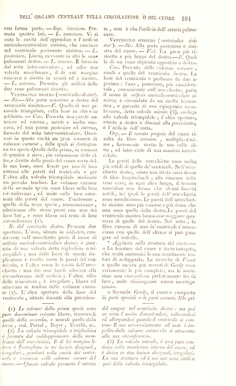 essa forma parte. —Sap. ìnleiiore. Pre- senta cjuatlro lati. — L. ùnterìore. Yi si nota la cavità dell'appendice e 1’orificio auricolo-ventricolarc sinistro^ die conduce nel ventricolo parimente sinistro. — L, posleiiore. Liscio, ricevente in allo le vene polmonari desile. — L. intcnio. K formato dal sello inler-auricoiare , ed ollie una valvola semidunare, il di cui mai'gine concavo è direno in avarili ed a sinisira. — Z. esterno. Presenta gli orificii delle due vene polmonari sinistre. Ad->-tricolo destro ( ventrici/lus dexter). — Sit,—Alla parie anteriore e destra del ventricolo sinistro.—F. Quella di una pi- ramide triangolare, c olla Jiase in alto e in addietro. — Cav. Presenta una parete an- tenore ed esterna , sottile e molto con- cava, ed una parete poste/iore ed interna, formata dal setto inler-ventricolare. Osser- vasi in questa cavità un gran numero di colonne carnose , delle quali si distinguo- no tre specie.Quelle della prima, in numero di quattro a nove, più voluminose delle al- lieve dirette dalla punta del cuore veiso del- la sua base, sono lissote per uno de loro estremi alle pareti del ventricolo e per l’altro alla valvida tricus|)idale mediante un piccolo tendine. Le colonne carnose delia seconda sp-’cie sono libere nella loro circonferciua , ed unite colle loro eslre- iiutà alle jiareti del cuore. l'inai mente , quelle della terza specie, numerosissime, aderiscono alle stesse [lareti con uno dei loro lati , e sono libere nel resto di loro cii’conferenza (l). B. del ventrìcolo destro. Presenta due aperture. L’una, situata in addielio, con- ducente nell’ orecchietta porta il nome di cri fido auriculo-ventricolare destro: è guer- lùta di una valvola delta tr/plochina o tri- cuspidale una delle facce di cpiesta du- plicatura è rivolta verso le jrareli del ven- tricolo, e fidila verso la ciività deH’orec- (‘bietta ; uno dei suoi bordi aderisce alla circonferenza dell’ onlicio ; l’altro offre delle triaciatare , è irregolare , libero ed attaccalo ai tendini delle colonne carno- se (‘i). L’ altra apertura della base del ventricolo , situata davanti alla preceden- (0 Le colonne della prima specie sono pure denominate colonne libere, trasversiili cpielle della seconda, e murali quella della terza , ved. Portai , Buyer , Uccelli, ec. (■2) La valvata tricusjddale o tnplocluna è formala dal raddoppiamento della meni- hraiia dell’ orecchietta. Il di lei marcine li- bero è frasicLplialo in tre lacinie diseguali , irregolari , pendenti nella cavità del ventri- colo c connesse colle colonne carnee del cuore. — Questa valvula pennelle /’ entrala te , non è die rorificio dell’ arteria polmo- nare. A^kntricoro sinistro ( ventriculus sinl‘ ster). —Sit. Allji parte posteriore e sini- stra del cuore. — Voi. TJa poc o più ri- stretto e più lungo del destro.—F. Quel- la di un cono akiuanto appiattilo a destra. Cav. Presimta delle colonne Ciiruose , simili a quelle del ventricolo destro. La base del ventrìcolo è perforata da due a- perture : l’ima , posteriore, più coiisiilcre- vele, couuiiiicanle colf oieccbiella, porla il nome di orificio auriculo-ventricolare si- nistro; è circondata da un anello bianca- stro , e gnernita di una ripiegatura mem- brauosa, delta valvola mitrale (3), analoga alla valvola trii'.uspidale ; 1’ altra apertura, Situata a destra e dinanzi alla preeedeiile, è 1’ orifìcio dell’ aorta. Oro-. — Il lessato proprio de! cuore ri- sulta da fibre carnose , inoltiplicatissi- me , foiTcmeute sirelle le uue colle al- tre , ed ialrei'ciate di una maniera inestri- cabile. Le pareti delle oreceluetle sono molto più sottili di quelle de’ventricoli. Ncll’orcc- cliiella destra, esiste uno strato assai denso di libre longitudinali , alla riunione delle vene cave; in ogni altro luogo, il tessuto muscolare non forma die alcuni fasc< Iti sottili, tra’ (piali le pareli dell’oreccbiclla sono membranose. Le pareli dell’orecchiet- ta sinistra sono più carnose e più dense che non sono quelle della destra.Le pareli del ventricolo sinistro baiino esse maggiore spes- sezza di quelle del destro. Nel sello , le fibre carnose di uno de’ventricoli s’intrec- ciano con quelle dell’ altro,e si può giun- gere ad isolarle. ’’’ udggìunta sulla struttura del cuore - cc La tessitura del cuore è tanto intrigata, die molti anatomici liauuo iiiutilmenlc ten- talo di svilu|)|)arla. Le ricerche di Vaust e quelle ancora più recenti di Gerdj soma certamente le piu complete; ma le mede- sime non concordano pei fi llamente Ira di loro , onde abljisognano nuove investiga, zioniu. cc Secondo Gerdj, il cuore è comjiosttì di parti speciali e di parti comuni. Alle pri- del sangue nel ventricolo destro : ma jiob ne vieta f uscita distendendosi, sollevandosi ed allargandosi quando il ventricolo si con-- trae. Il suo arrovesciamento all’ insù ò bn- pcdito dalle colonne carnee che si attaccana alla sua circonferenza., (3) La valvola mitrale, è essa pure con- tinua colla membrana interna del cuore, ed è divisa in due lacinie disegnali, irregolari,. La sua struttura ed d suo uso sono simili a quei della valvola trie 11,spulale.