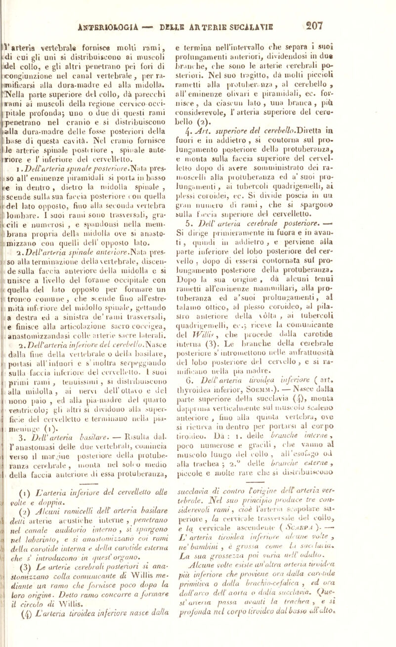iVarteria verlelìraìe fornisce molli rami, di cui gli uni si distribuiscono ai muscoli del collo, e gli altri penetrano pei fori di congiunzione nel canal vertebrale, per ra- inìificarsi alla dura-madre ed alla midolla. INella parte superiore del collo, dà parecchi B'arni ai muscoli della regione cervice occi- ( pitale profonda^ uno o due di i|uesti rami I penetrano nel cranio e si distribuiscono l.alla dura-madre delle fosse posteriori della base di questa cavità. Nel cranio fornisce I Je arterie spinale posti liore , spinale anle- riore e l’inferiore del cervelletto. ; ì,Dell'arteria spinale posteriore.pres- IjSO all’ eminenze piramidali si porta in basso ee in dentro , dietro la midolla spinale , ^scende sulla sua faccia posteriore c on quella [ del lato opposto, fino alla seconda vertebra : lombare. I suoi rami sono tras\ersab, gra- bcili e numerosi , e spaudonsi nella mein- jlbrana propria della midolla ove si anasto- iimizzano con quelli dell’ opposto lato. ! n.Dell'arteria spinale anteriorepres- 1 so alla terminazione della\ertebrale, discen- i de sulla faccia anteriore della midolla e si unisce a livello del forame occipitale con quella del lato opposto [ler formare un 1 tronco comune , che SLCiule fino all’estre- I ndtà inlVriore del midollo spinale, gettando ! a destra ed a sinistra de’rami trasversali, i<e finisce alla articolazione sacro coc'cigea, i anastomizzandasi colle artei ie s.icre lalciali. 2. Dell'arteria inferiore del ce/’c/'c/d;.Nasce .i dalla fine della vei Udjrale o della jjasilare, f poitasi aH'inluori e s’inoltra serpeggiando I sulla faccia inferiore del eervelletto. l suoi I primi rami , tenuissimi , si disti druiscouo 1 alla midolla, ai nervi dell’ottavo e del I nono [laio , ed alla pia luadre del ijuailo J veaitricolo^ gli altri si dividono alhi sU[)er- ij fune del cervelletto e terminano nella pia- li meninge (i). I 3. Dell'arteria basilare. — Risulta dal- j l’anastomasi delle due veitehridi, cumiucia ij verso il margine posteriore della piotube- vauza cerebrale , monta nel soli o medio il della faccia anlei'ioie di essa protuberanza, £ ’ (0 I' arteria inferiore del cervelletto alle ai volle e doppia. . (.^) Jlcuni ramicelU dell' arteria basilare >1 delti arterie acustiche interne , penetrano iti nel canale auditorio interno , si spargono nel laberinfo, e si anastonnzzano coi rana di della carotide interna e della carotide esterna j che s' introducono in ipiesC organo. (3) Le arterie cerebrali posteriori si ana- i sloniizzano colla comunicante di Willis me- I diante un ramo che fornisce poco dopo la I loro orìgine. Detto ramo concorre a formare i il circolo di Willis. (4) L’arteria tiroidea inferiore nasce dada e termina neH’intervaìlo che separa i suoi prolungamenti anteriori, dividendosi in du« bram he, che sono le arterie c erebrali po- steriori. Nel suo tragitto, dà molli piccioli rametti alla protuber, nza , al cerebello , all’eminenze olivai i e piramidali, ec. lor- iiisce , da ciascun lato , una branca , più considerevole, 1’ arteria superioie del cere- bello (2). 4. Art. superiore del eeee/'e/Zo.Diretta ia fuori e in addietro , si contorna sul pro- lungamento posteriore della protuberanza, e monta sulla faccia superiore del cervel- letto do[>o di avere somministralo dei ra- mosccdli alla j)ioiuberaiiza ecl a’ suoi pio- lungamenti , ai tubercoli quadi igemelli, ai plessi coroidei, ec. Si divide poscia iii uu giaii numero di rami , che si spargono sulla ficeia superiore del cervelletto. 5. Deli arteria cerebrale posteriore.—■ Si dirige primieramente iu fuora e in avan- ti , (lumdi in addietro , e perviene alla parte inferiore dei lobo posteriore del cer- vello . dopo di essersi contornata sul pro- lungamento posteriore della protuberanza. Dopo la sua origine , dà alcuni tenui rametti ali’omineuze mammillari, alla pro- tuberanza ed a’suoi pi oluugamenti, al talamo ottico, al plesso coroideo, al pila- stro anteriore della \calta , ai tubercoli (juadi igemelli, ec.j rlcexe la comuiiicaiUe del Wdlis, che procede dalla carotide iiiteina (3). Le bianche della celebrale postei'iore s’intromettono nelle anfrattuosità del lobo posteriore del cervello, e si ra- mificano nella pia madre. 6. Deli arteria tiroidea inferiore ( arf. lliyioidea mferior, Soemm.). — Nasce dalla parte superiore della succlavia (4), moula dappi ima verlicalmenle sul muscolo scaleno anteriore , fino alla c|umla vertebra, ove si ricurva in dentro per pollarsi al corpo tiroideo. Da: 1. delle branche interne, poco numerose e gracili , che vanno al muscolo luogo del collo, ail’esob.go od alla trachea *, 2. delle hranche e.Uerue , piccole e molte rare che si distribuiscono succlavia di contro l’onoine dell arteria ver- tebrale. Nel suo principio produce tre con- siderevoli rami, cioè rai tc'! i;i sc<i|»olare su- periore , la cervicale Irasvcisale del colio, e la cervicale ascendenti' ( ‘Scarpa ). —- L' arteria tiroidea inferiore aleiuie volte , ne bambini , è grossa come la sua laua.. La sua grossezza poi varia urli adulto. Alcune volte esiste iin’aUra arteria tiroidea più inferiore, che proviene ora dalla cari nule primitiva o dalla hrachio-cefaltca , ed ora dall’arco dell' aorta o dalia sncdavia. (Jue- si urierta passa avanti la trachea , e si profonda nel corpo tiroideo dal basso Ai alto.,