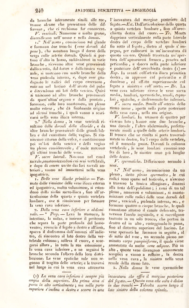 da Ijraiiclie interamente simili alle sue, franne alcune che presentano delle dif- ferenze , che ci rechiamo far conoscere. y. ve scic ali. IN um erose e molto grosse, diversificano nell’ uomo e nella donna. li” ISeil* uorrio ^ cominciano sul glande e formano due tronchi (vene dorsali del \ pene), che montano lungo il dorso della Verga colie aiterie dorsali. Quindi si por- tano d’alto in basso, suddividonsi in varie branche , ricevono altre vene provenienti dalloscroto, dal darlos e dalla tunica vagi- nale, si uniscono con molte branche della Vena pudenda interna, e, dopo aver gua- dagnalo le radici del corpo cavernoso , enti' ino nel bacino dall’ ata-ata del pube e discendono sui lati della vescica. Quivi si nfiiscono ad altre branche provenienti da quest’ullim’ organo e dalla prostata , formano, colle loro anastomosi, un plesso molto esteso , che dà finalmente origine ad alcuni tronchi , i quali vanno a scari- carsi nella vena iliaca interna. 2.® Nella donna , la vene vescicali ri- sultano dalle dorsali della clitoride , e da altre branche provenienti dalle grandi lab- bra e dal costrittore delia^ vagina. Si riu- niscono attorno della vulva, e costituiscono poi su’lati della vescica e della vagina Un plesso considerevole , d’ onde uageono gli ultimi tronchi delle vene. y. sacre laterali. Nascono nel canal sacrale,anaslomizzandosi coi seni vertebrali, e dopo di essere uscite dai fori sacrali an- teriori , vanno ad immettersi nella vena ipogastrica. 1. Delle vene iliache primitive—- For- mate dalle riunione delle vene iliaca esterna ed ipogastrica, molto voluminose, si esten- dono dalla sinfisi sacro-iliaca , fino all’ar- ticolazione della quarta e quinta vertebra lombare, ove si riuniscono per formare la vena cava inferiore. 2. Dèlia vena cava inferiore o ahdomi- naie. — * Prep, Leva lo stomaco, le ìnlestina, la milza, e insieme il peritoneo che separa la parte profonda del basso- ventre; rovescia il fegato a destra e aU’insù, spacca il diaframma dall’innanzi all’indie- tro, di rincontro al lato destro della ver- tebrale colonna ; solleva il cuore, e scor- gerai allora , in tutta la sua estensione , la vena cava inferiore , e ne seguirai le branche secondo l’albero della loro distri- buzione. Le vene epatiche sole non se- guono il tragitto delle arterie; e le troverai Del luogo ili cui la vena cava aitraversa (i) La vena cava inferiore è sempre più ampia della superiore. Da prima essa si porta in alto verticalmente ; via nella parte superiore s'inclina a destra e scorre in una r incavatura del margine poslerltrre del fegato.—•Zì'iG Dairarlicolazione della quarta a quinta vertebra lombare , lino all’oiee- cliiella destra del cuore. — Dr. Monta dapprima verticalmente sulla parte laterale destra del corpo delle vertebre lombari fio sotto al fegato , dietro al quale s’ im- pegna, per collocarsi in un’incavatura di questo viscere. Quindi traversala un’aper- tura dell’aponeurosi frenica , penetra nel pericardio , e sbocca nella parie inferiore e posteriore dell’orecchietta destra (i)-^ Ixap. In avanti collartcria iliaca primitiva destra , in oppresso col pericardio e i! duodeno , ed affitto superiormente col fegato a sinistra e coll’ aorta. —- Br. La vena cava inferiore riceve le vene sacra media, loinbari, spermatiche, renali, capsu- lai'i , epaticlie, e diaframmatiche inferiori. y. sacra media, Simile all’arteria dello stesso nome , aperta nella parte nosteriore della vena cava , nella sua origine. y. lomhari. In numero di quattro per ciascun lato ; hanno esse due branche, una dorsale , l’altra abdaminale, perfella- mente simili a quelle delle arterie, lombari* 11 tronco che ne risulta si porta traversai- mente in dentro, fra’l corpo delle ves tebre^ ed il muscolo psoas. Davanti la colonna vertebrale , le vene lomLari comunicano fra di loro , le sinistre sono p ù lunghe delle destre. y< spermatiche. Differiscono secondo i sessi. i.° Nell’uomo ^ incomiuciano da uo plesso, detto plesso spermatico , le cui radici sono sparse nel testicolo, e n’escono a traverso la tunica albuginea, dinanzi alla testa dell’epididimo ; i rami di un tal plesso, numerosi e voluminosi, si anasto- mizzano colie radici delle vene dorsali del pene , vescicali , pudenda interna, eo. , e lormano qualtio o cinque branche, le quali rimontano attorno il canale deferente, tra- versano l’anulo inguinale, e si raccolgono tantosto in un solo tronco, che portasi in dentro ed in alto , costeggiando lo psoas, fino al distretto superiore del bacino. Le vene spennatii Ire formano in seguilo , al di sotto del rene , un secondo plesso no- minato corpo pampini forme f il quale viene aumentalo da molle vene adipose. Più in alto , queste vene divengono nuovamente semplici e vanno a refluire , la destra nella vena cava, la sinistra nella vena renale dello stesso lato. 2. Nella donna le vene siìermaliche incavatura che offre il margine posteriore del fegato. •— Questa vena alle vol'e è divisa in due tronchi — Talvolta scorre lungo ìi iato sinistro della colonna spinale^