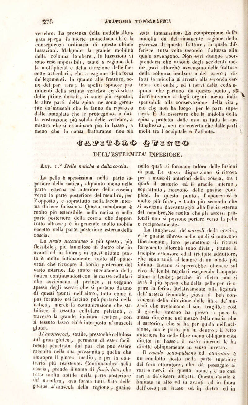 rpilebre. La presenza della midolla allun* gala spiega la morie immediata eh’ è la conseguenza ordinaria di queste ultime lussazioni. Malgrado la grande mohililà della colonna loinhare « le lussazioni vi sono rese impossibili « tanto a cagione del- la molliplicità e della direzione delle fac- cette articolari , che a cagione della forza de’ legamenti. In quanto alle fratture;, so- no del pari lare ; le apofisi spinose pro- minenti della settima vertebra cervicale e delle prime dorsali, vi sono più esposte; le altre parti delia spina ne sono garen- lite da'muscoli che le fanno da riparo,© dalle omoplale che le proteggono, o dal- la costruzione più solida delle vertebre, a misura che si esaminano più in basso , a meno che la causa fratturante non sia stata intensissima. La compressione della midolla dà del rimanente ragione della gravezza di queste fratture , la quale dif- ferisce tutta volta secondo l’altezza alla q^ale avvengono. Non evvi dunque a sor* prendersi che vi sono degli accideiili me- no gravi allorché avvengano delle fratture della colonna lombiue o del sacro ; di- falli la midolla si arresta alla seconda ver- tebra de’lombi, ed i nervi della coda e- quina che partono da questo punto , sì5f , distribuiscono a’ degli organi meno indi- \ spensabiti alla conservazione della vita , ciò che non ha luogo per le parti supe- riori, E da osservare che la midolla della spina , protetta dalle ossa in tutta la sua lunghezza , non è ricoverla che dalle parti molli tra l’occipitale e l’atlante. ■; s?a®<£> DELL'ESTREMITÀ’ INFERIORE. Art. I ° Delle natiche e della coscia. La pelle è spessissima nella parte su- periore della natica , alquanto meno nella parte esterna ed anteriore della coscia ; verso la parte posteriore del membro, per l’opposto, e soprattutto nella faccia inter- na diviene finissima. Questa membrana è molto più estensibile nella natica e nella parte posteriore della coscia che dapper- lutto altrove; è ingenerale molto mobile eccetto nella parte posteriore esterna della coscia. Lo strato succutaneo è più spesso , più flessibile , più lamelloso in dietro che in avanti ed in fuora ; in quest’ultimo pun- to è molto intimamente unito all'apone- vrosi che ricuopre il bordo posteriore del vasto esterno. Lo strato succutaneo della natica conjlauandosi con le masse cellulari che avvicinano il perineo , si veggono spesso degli ascessi che si portano da uno di questi fpunti nell’altro; tutto come il pus formato nel bacino può portarsi nella natica , mercè la comunicazione che sta- bilisce il tessuto cellulare pelviano, a traverso la gi’ande incisura sciatica , con il tessuto lasco eh’è interposto a’muscoli glutei, ÌJ aponeurosif sottile, pressoché cellulosa sul gran gluteo, permette di esser facil- mente penetrata dal pus che può essere raccolto nella sua prossimità ; quella che l'icuopic il giu eo medio, è per lo con- trario più lesistenle. Continuandosi nella cosina , prende il nome di fascia lata, che resta molto sottile nella parte posteriore de! membro, ovo l'orma tuba fiala delle guaio® a* muscolt della regione, guaine nelle quali si formano talora delle fusioni di pus. La stessa disposizione si ritrova per i muscoli anteriori della coscia, tra i quali il sartorio ed il gracile interno , soprattutto, ricevono delle guaine com- plete. In questo punto , 1’ aponevrosi è mollo più forte, e tanto più secondo che SI avvicina davvantaggio alla faccia esterna del membro .Ne risulta che gli ascessi pro- fondi non si possono portare verso la pelle e reciprocamente. La lunghezza de' muscoli della coscia , e le guaine fibrose nelle quali si muovono liberamente , loro permettono di ritrarsi fortemente allorché sono divisi, tranne il tricipite estensore ed il tricipite adduttore, che sono uniti al femore di un modo più intimo. Invano si spererebbe ottenere sul vivo de’lembi regolari eseguendo l’ampula- zione a lembi ; perchè in dietro non si avrà il più spesso che della pelle per rico- prire la ferita. Kelalivamenle alla ligatura dell’ arteria femorale , giova il ben con- vincersi della direzione delle fibre de’ mu- scoli che avvicinano il suo tragitto ; cosi il gracile interno ha presso a poco la stessa direzione nel mezzo della coscia che il sartorio , che si ha per guida neU’inci- sione, ma è posto più in dentro ; il retto anteriore ha delle fibre meno obliquamente dirette in basso ; il vasto interno le ha dirette obliquamente in senso inverso. Il canale sotio'pablano od otturatore è un condotto posto nella parte superiore del foro otturatore , che dà passaggio ai vasi e nervi di questo nome , e ue’casi rari a de’visceri slogati. Questo canale è limitalo in alto od in avanti ed in fuora dall’osso; iu basso od h\ dielio ed m