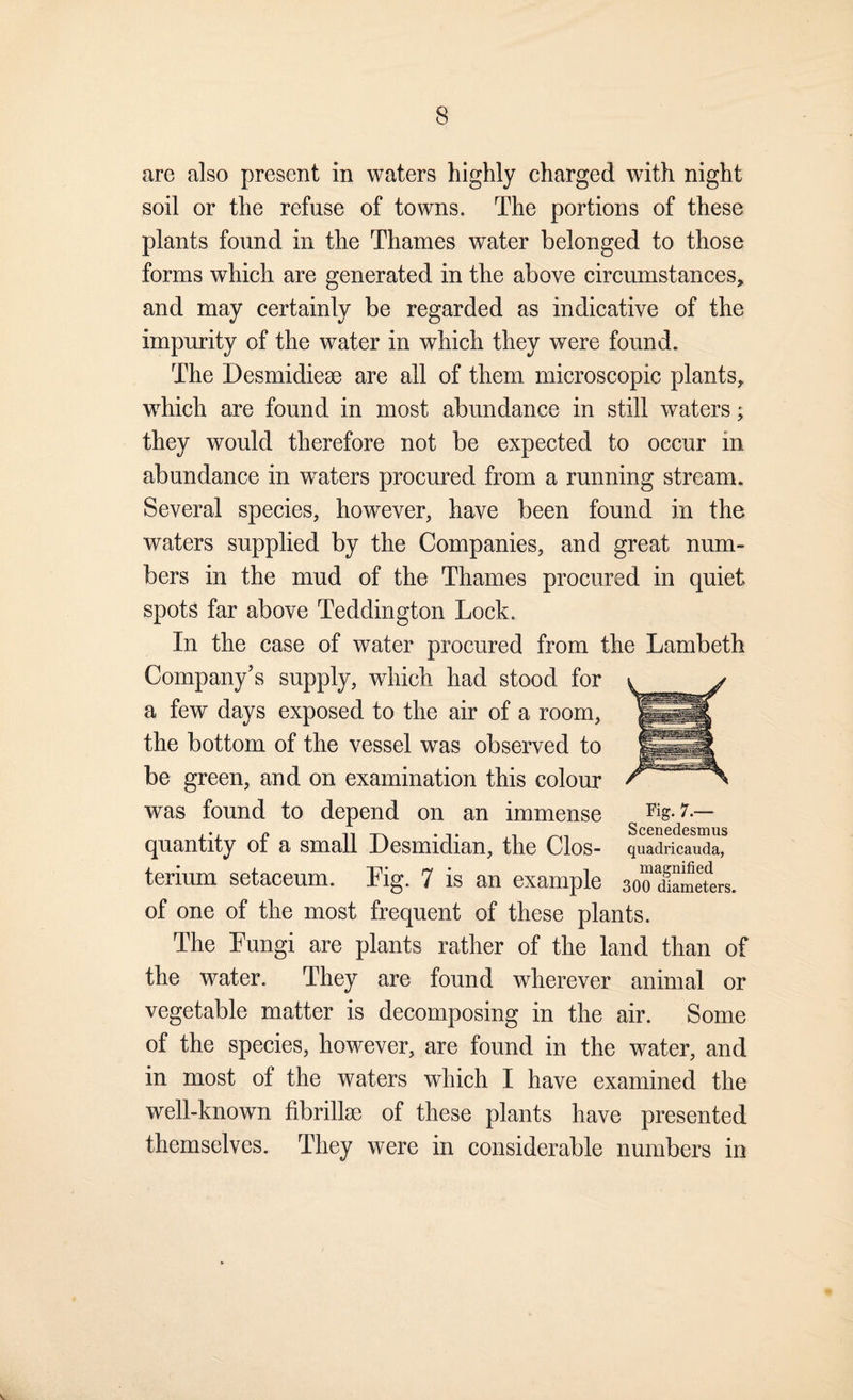 are also present in waters highly charged with night soil or the refuse of towns. The portions of these plants found in the Thames water belonged to those forms which are generated in the above circumstances, and may certainly be regarded as indicative of the impurity of the water in which they were found. The Desmidieae are all of them microscopic plants, which are found in most abundance in still waters; they would therefore not be expected to occur in abundance in w^aters procured from a running stream. Several species, however, have been found in the waters supplied by the Companies, and great num¬ bers in the mud of the Thames procured in quiet spots far above Teddington Lock. In the case of water procured from the Lambeth Company’s supply, which had stood for a few days exposed to the air of a room, the bottom of the vessel was observed to be green, and on examination this colour was found to depend on an immense quantity of a small Desmidian, the Clos- terium setaceum. Tig. 7 is an example of one of the most frequent of these plants. The Lungi are plants rather of the land than of the water. They are found wherever animal or vegetable matter is decomposing in the air. Some of the species, however, are found in the water, and in most of the waters which I have examined the well-known fibrillee of these plants have presented themselves. They were in considerable numbers in Fig. 7.— Scenedesmus quadricauda, magnified 300 diameters.