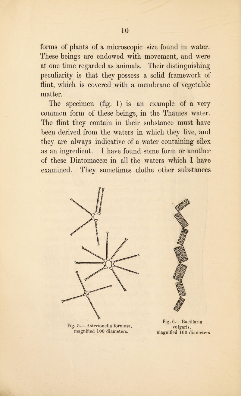 forms of plants of a microscopic size found in water. These beings are endowed with movement, and were at one time regarded as animals. Their distinguishing peculiarity is that they possess a solid framework of flint, which is covered with a membrane of vegetable matter. The specimen (fig. 1) is an example of a very common form of these beings, in the Thames water. The flint they contain in their substance must have been derived from the w^aters in which they live, and they are always indicative of a water containing silex as an ingredient. I have found some form or another of these Diatomaceae in all the waters which I have examined. They sometimes clothe other substances Fig. 5.—x\sterionelIa formosa, magnified 100 diameters. Fig. 6.—Bacillaria vulgaris,
