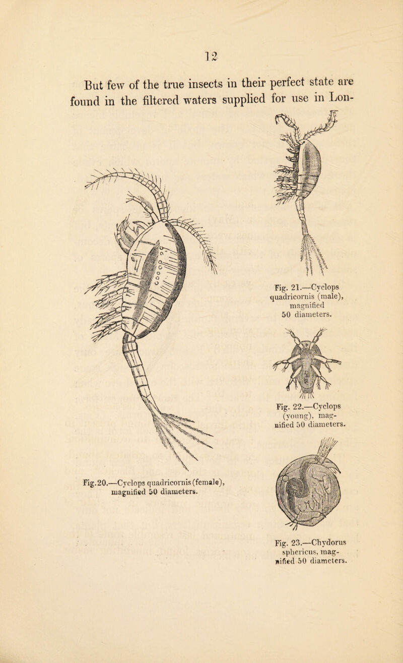 found in the filtered waters supplied for use in Lon- Fig. 23.—Chydorus splievicus, mag¬