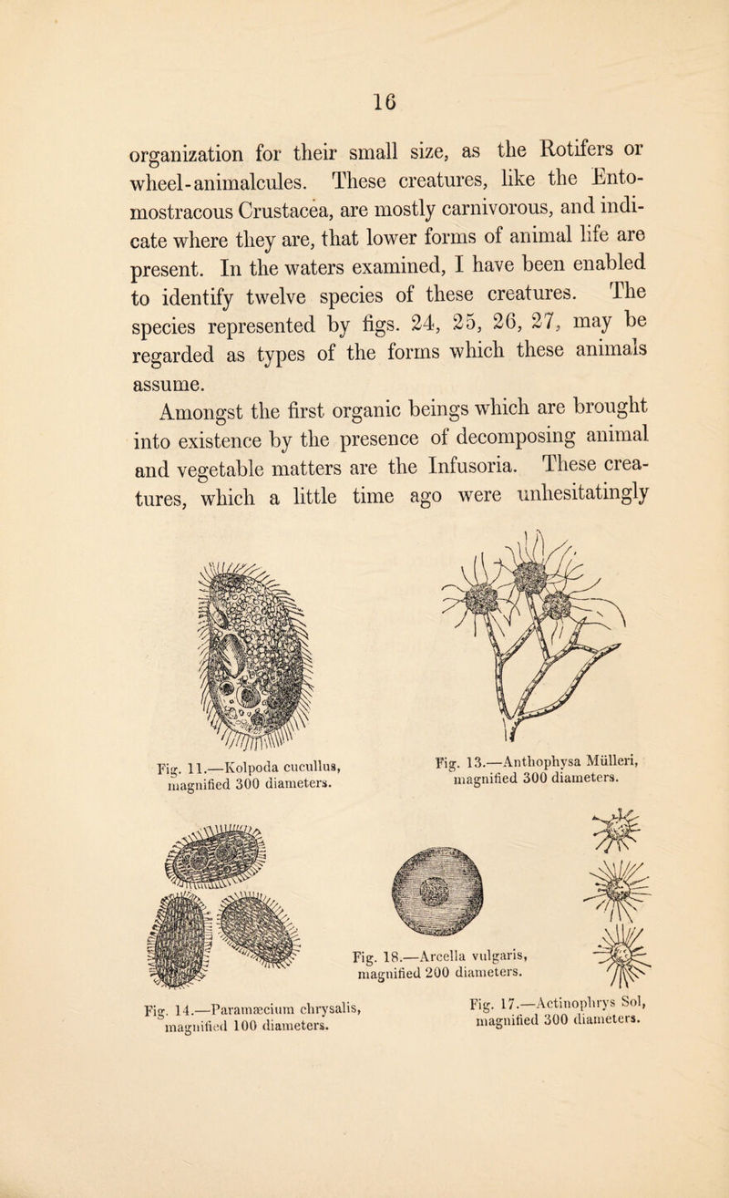 organization for their small size, as the Rotifers or wheel-animalcules. These creatures, like the Rnto- mostracous Crustacea, are mostly carnivorous, and indi¬ cate where they are, that lower forms of animal life are present. In the waters examined, I have been enabled to identify twelve species of these creatures. The species represented by figs. 24, 25, 26, 27, may be regarded as types of the forms which these animais assume. Amongst the first organic beings which are brought into existence by the presence of decomposing animal and vegetable matters are the Infusoria. These crea¬ tures, which a little time ago were unhesitatingly rig. 11.—Kolpoda cucullus, magnified 300 diameters. Fig. 13.—Anthophysa Mxilleri, magnified 300 diameters. Fig. 18.—Arcella vulgaris, magnified 200 diameters. Fig. 14.—Paramaecium chrysalis, magnified 100 diameters. Fig. 17.—Actinoplirys Sol,