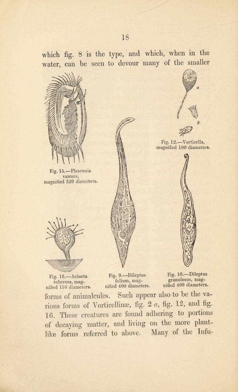 which fig. 8 is the type, and which, when in the water, can be seen to devour many of the smaller Fig. 15.—Plesconia vannus, magnified 320 diameters. Fig. 16.—Acineta tuherosa, mag¬ nified 150 diameters. forms of animalcules. Sucli appear also to be tlie va¬ rious forms of Vorticellinse, fig. 2 ci, fig. 12, and fig. 16. These creatures are found adhering to portions of decaying matter, and living on the more plant¬ like forms referred to above. Many of the Infu-