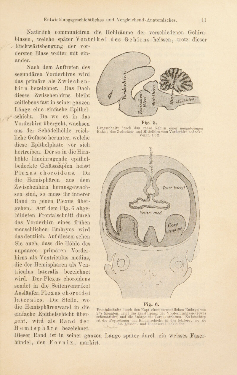 Natürlich communiciren blasen, welche später Yentr Rückwärtsbeugung der vor¬ dersten Blase weiter mit ein¬ ander. Nach dem Auftreten des secundären Vorderhirns wird das primäre als Z wischen- hirn bezeichnet. Das Dach dieses Zwischenhirns bleibt zeitlebens fast in seiner ganzen Länge eine einfache Epithel¬ schicht. Da wo es in das Vorderhirn übergeht, wachsen aus der Schädelhöhle reich¬ liche Gefässe herunter, welche diese Epithelplatte vor sich hertreiben. Der so in die Hirn¬ höhle hineinragende epithel¬ bedeckte Gefässzapfen heisst Plexus choroideus. Da die Hemisphären aus dem Zwischenhirn herausgewach¬ sen sind, so muss ihr innerer Rand in jenen Plexus über¬ gehen. Auf dem Fig. 6 abge¬ bildeten Frontalschnitt durch das Vorderhirn eines frühen menschlichen Embryos wird das deutlich. Auf diesem sehen Sie auch, dass die Höhle des unpaaren primären Vorder¬ hirns als Ventriculus medius, die der Hemisphären als Ven¬ triculus lateralis bezeichnet wird. Der Plexus choroideus sendet in die Seitenventrikel Ausläufer, Plexus choroidei laterales. Die Stelle, wo die Hemisphärenwand in die einfache Epithelschicht über¬ geht , wird als Ran d d e r Hemisphäre bezeichnet. die Hohlräume der verschiedenen Gehirn- ikel des Gehirns heissen, trotz dieser Fig. 5. Längsschnitt durch das ganze Gehirn einer neugeborenen Katze ; das Zwischen- und Mittelhim vom Vorderhirn bedeckt. Vergr. 1 : 2. Fig. 6. Frontal schnitt durch den Kopf eines menschlichen Embryo von 2'k Monaten, zeigt die Einstülpung der Vorderhirnblase (etwas schematisirt) und die Anlage des Corpus striatum. Zu beachten ist die Fortsetzung der Rindenschicht in das letztere, wo sie , ' die Aussen- und Innenwand bekleidet. Dieser Rand ist in seiner ganzen Länge später durch ein weisses Faser- bitndel, den F o r n i x, markirt.