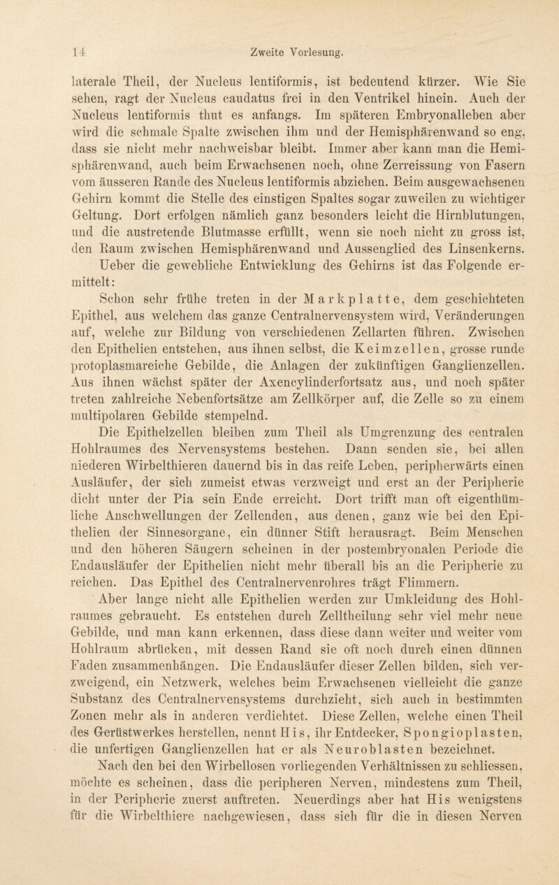 laterale Theil, der Nucleus lentiformis, ist bedeutend kürzer. Wie Sie sehen, ragt der Nucleus caudatus frei in den Ventrikel hinein. Auch der Nucleus lentiformis timt es anfangs. Im späteren Embryonalleben aber wird die schmale Spalte zwischen ihm und der Hemisphäienwand so eng, dass sie nicht mehr nachweisbar bleibt. Immer aber kann man die Hemi¬ sphärenwand, auch beim Erwachsenen noch, ohne Zerreissung von Fasern vom äusseren Rande des Nucleus lentiformis abziehen. Beim ausgewachsenen Gehirn kommt die Stelle des einstigen Spaltes sogar zuweilen zu wichtiger Geltung. Dort erfolgen nämlich ganz besonders leicht die Hirnblutungen, und die austretende Blutmasse erfüllt, wenn sie noch nicht zu gross ist, den Raum zwischen Hemisphärenwand und Aussenglied des Linsenkerns. Ueber die gewebliche Entwicklung des Gehirns ist das Folgende er¬ mittelt : Schon sehr frühe treten in der Mark platte, dem geschichteten Epithel, aus welchem das ganze Centralnervensystem wird, Veränderungen auf, welche zur Bildung von verschiedenen Zellarten führen. Zwischen den Epithelien entstehen, aus ihnen selbst, die Keimzellen, grosse runde protoplasmareiche Gebilde, die Anlagen der zukünftigen Ganglienzellen. Aus ihnen wächst später der Axencylinderfortsatz aus, und noch später treten zahlreiche Nebenfortsätze am Zellkörper auf, die Zelle so zu einem multipolaren Gebilde stempelnd. Die Epithelzellen bleiben zum Theil als Umgrenzung des centralen Hohlraumes des Nervensystems bestehen. Dann senden sie, bei allen niederen Wirbelthieren dauernd bis in das reife Leben, peripherwärts einen Ausläufer, der sich zumeist etwas verzweigt und erst an der Peripherie dicht unter der Pia sein Ende erreicht. Dort trifft man oft eigenthüm- liche Anschwellungen der Zellenden, aus denen, ganz wie bei den Epi¬ thelien der Sinnesorgane, ein dünner Stift herausragt. Beim Menschen und den höheren Säugern scheinen in der postembryonalen Periode die Endausläufer der Epithelien nicht mehr überall bis an die Peripherie zu reichen. Das Epithel des Centrainervenrohres trägt Flimmern. Aber lange nicht alle Epithelien werden zur Umkleidung des Hohl¬ raumes gebraucht. Es entstehen durch Zelltheilung sehr viel mehr neue Gebilde, und man kann erkennen, dass diese dann weiter und weiter vom Hohlraum abrücken, mit dessen Rand sie oft noch durch einen dünnen Faden Zusammenhängen. Die Endausläufer dieser Zellen bilden, sich ver¬ zweigend, ein Netzwerk, welches beim Erwachsenen vielleicht die ganze Substanz des Centralnervensystems durchzieht, sich auch in bestimmten Zonen mehr als in anderen verdichtet. Diese Zellen, welche einen Theil des Gerüstwerkes herstellen, nennt His, ihr Entdecker, Spongioplasten, die unfertigen Ganglienzellen hat er als Neur ob lasten bezeichnet. Nach den bei den Wirbellosen vorliegenden Verhältnissen zu schliessen, möchte es scheinen, dass die peripheren Nerven, mindestens zum Theil, in der Peripherie zuerst auftreten. Neuerdings aber hat His wenigstens für die Wirbeltliiere nachgewiesen, dass sich für die in diesen Nerven