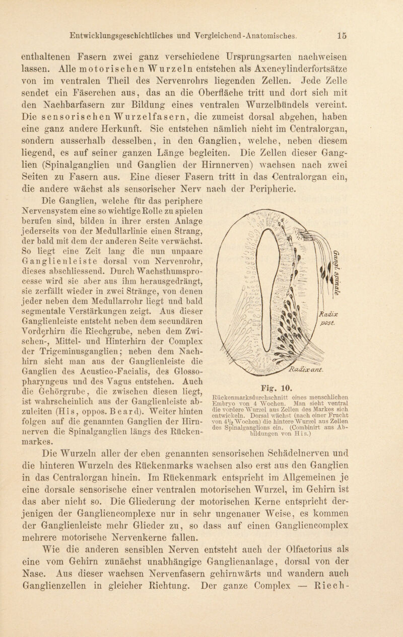 enthaltenen Fasern zwei ganz verschiedene Ursprungsarten nachweisen lassen. Alle motorischen Wurzeln entstehen als Axencylinderfortsätze von im ventralen Tlieil des Nervenrolirs liegenden Zellen. Jede Zelle sendet ein Fäserchen aus, das an die Oberfläche tritt und dort sich mit den Nachbarfasern zur Bildung eines ventralen Wurzelbündels vereint. Die sensor ischenWurzelfasern, die zumeist dorsal ah gehen, haben eine ganz andere Herkunft. Sie entstehen nämlich nicht im Centralorgan, sondern ausserhalb desselben, in den Ganglien, welche, neben diesem liegend, es auf seiner ganzen Länge begleiten. Die Zellen dieser Gang¬ lien (Spinalganglien und Ganglien der Hirnnerven) wachsen nach zwei Seiten zu Fasern aus. Eine dieser Fasern tritt in das Centralorgan ein, die andere wächst als sensorischer Nerv nach der Peripherie. Die Ganglien, welche für das periphere Nervensystem eine so wichtige Rolle zu spielen berufen sind, bilden in ihrer ersten Anlage jederseits von der Medullarlinie einen Strang, der bald mit dem der anderen Seite verwächst. So liegt eine Zeit lang die nun unpaare Ganglien leiste dorsal vom Nervenrohr, dieses abschliessend. Durch Wachsthumspro- cesse wird sie aber aus ihm herausgedrängt, sie zerfällt wieder in zwei Stränge, von denen jeder neben dem Medullarrohr liegt und bald segmentale Verstärkungen zeigt. Aus dieser Ganglienleiste entsteht neben dem secundären Vorderhirn die Riechgrube, neben dem Zwi¬ schen-, Mittel- und Hinterhirn der Complex der Trigeminusganglien; neben dem Nach¬ hirn sieht man aus der Ganglienleiste die Ganglien des Acustico-Facialis, des Glosso- pharyngeus und des Vagus entstehen. Auch die Gehörgrube, die zwischen diesen liegt, ist wahrscheinlich aus der Ganglienleiste ab¬ zuleiten (H i s, oppos. B e a r d). Weiter hinten folgen auf die genannten Ganglien der Hirn¬ nerven die Spinalganglien längs des Rücken¬ markes. Ra&xtuit. Fig. 10. Bückenmarksdurclischnitt eines menschlichen Embryo von 4 Wochen. Man sieht ventral die vordere Wurzel aus Zellen des Markes sich entwickeln. Dorsal wächst (nach einer Bracht von 4]j-2 Wochen) die hintere Wurzel aus Zellen des Spinalganglions ein. (Combinirt aus Ab¬ bildungen von His.) Die Wurzeln aller der eben genannten sensorischen Schädelnerven und die hinteren Wurzeln des Rückenmarks wachsen also erst aus den Ganglien in das Centralorgan hinein. Im Rückenmark entspricht im Allgemeinen je eine dorsale sensorische einer ventralen motorischen Wurzel, im Gehirn ist das aber nicht so. Die Gliederung der motorischen Kerne entspricht der¬ jenigen der Gangliencomplexe nur in sehr ungenauer Weise, es kommen der Ganglienleiste mehr Glieder zu, so dass auf einen Gangliencomplex mehrere motorische Nervenkerne fallen. Wie die anderen sensiblen Nerven entsteht auch der Olfactorius als eine vom Gehirn zunächst unabhängige Ganglienanlage, dorsal von der Nase. Aus dieser wachsen Nervenfasern gehirnwärts und wandern auch Ganglienzellen in gleicher Richtung. Der ganze Complex — Riech-