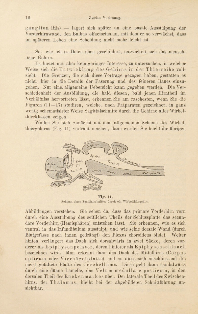 gangiion (His) — lagert sich später an eine basale Ausstülpung der Vorderhirnwand, den Bulbus olfactorius an, mit dem er so verwächst, dass im späteren Lehen eine Scheidung nicht mehr leicht ist. So, wie ich es Ihnen eben geschildert, entwickelt sich das mensch¬ liche Gehirn. Es bietet nun aber kein geringes Interesse, zu untersuchen, in welcher Weise sich die Entwicklung d e s G e h i r n s in der Thier reihe voll¬ zieht. Die Grenzen, die sich diese Vorträge gezogen haben, gestatten es nicht, hier in die Details der Faserung und des feineren Baues einzu¬ gehen. Nur eine, allgemeine Uebersicht kann gegeben werden. Die Ver¬ schiedenheit der Ausbildung, die bald diesen, bald jenen Hirntheil im Verhältniss hervortreten lässt, erkennen Sie am raschesten, wenn Sie die Figuren (11 —17) studiren, welche, nach Präparaten gezeichnet, in ganz wenig schematisirter Weise Sagittalschnitte durch die Gehirne aller Wirbel¬ thierklassen zeigen. Wollen Sie sich zunächst mit dem allgemeinen Schema des Wirbel¬ thiergehirns (Fig. 1J) vertraut machen, dann werden Sie leicht die übrigen Scc,ünd- Vorderh Mittdh. Bin'c„h. Mtxchfi. Fig-. 11. Schema eines Sagittalschnittes durch ein Wirbelthiergehirn. Abbildungen verstehen. Sie sehen da, dass das primäre Vorderhirn vorn durch eine Ausstülpung des seitlichen Theils der Schlussplatte das secun- däre Vorderhirn (Hemisphären) entstehen lässt. Sie erkennen, wie es sich ventral in das Infundibulum ausstülpt, und wie seine dorsale Wand (durch Blutgefässe nach innen gedrängt) den Plexus choroideus bildet. Weiter hinten verlängert das Dach sich dorsalwärts in zwei Säcke, deren vor¬ derer als Epiphysenpolster, deren hinterer als Epiphysenschlauch bezeichnet wird. Man erkennt dann das Dach des Mittelhirns (Corpus optieum oder Vier hügelplatte) und an diese sich anschliessend die meist gefaltete Platte des Cer eb eil ums. Diese geht dann caudalwärts durch eine dünne Lamelle, das Velum medulläre posticum, in den dorsalen Theil des Rückenmarkes über. Der laterale Theil des Zwischen¬ hirns, der Thalamus, bleibt bei der abgebildeten Schnittführung un¬ sichtbar.