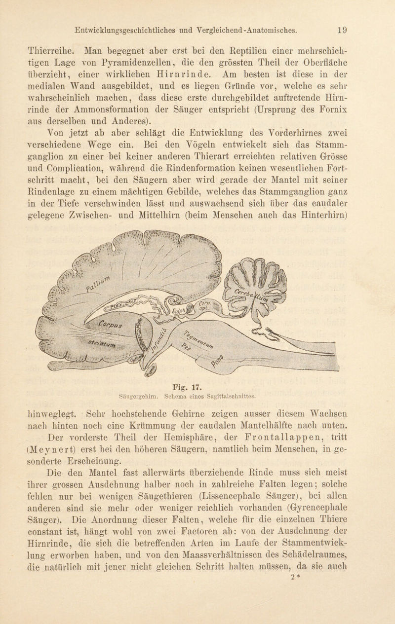Tlnerreihe. Man begegnet aber erst bei den Reptilien einer mehrschich¬ tigen Lage von Pyramidenzellen, die den grössten Theil der Oberfläche überzieht, einer wirklichen Hirnrinde. Am besten ist diese in der medialen Wand ansgebildet, und es liegen Gründe vor, welche es sehr wahrscheinlich machen, dass diese erste durchgebildet auftretende Hirn¬ rinde der Ammonsformation der Säuger entspricht (Ursprung des Fornix aus derselben und Anderes). Von jetzt ab aber schlägt die Entwicklung des Vorderhirnes zwei verschiedene Wege ein. Bei den Vögeln entwickelt sich das Stamm¬ ganglion zu einer bei keiner anderen Thierart erreichten relativen Grösse und Complication, während die Rindenformation keinen wesentlichen Fort¬ schritt macht, bei den Säugern aber wird gerade der Mantel mit seiner Rindenlage zu einem mächtigen Gebilde, welches das Stammganglion ganz in der Tiefe verschwinden lässt und auswachsend sich über das caudaler gelegene Zwischen- und Mittelhirn (beim Menschen auch das Hinterhirn) Fig. 17. Säugergeliirn. Schema eines Sagittalschnittes. hinweglegt. Sehr hochstehende Gehirne zeigen ausser diesem Wachsen nach hinten noch eine Krümmung der caudalen Mantelhälfte nach unten. Der vorderste Theil der Hemisphäre, der Frontallappen, tritt (Meynert) erst bei den höheren Säugern, namtlich beim Menschen, in ge¬ sonderte Erscheinung. Die den Mantel fast allerwärts überziehende Rinde muss sich meist ihrer grossen Ausdehnung halber noch in zahlreiche Falten legen; solche fehlen nur bei wenigen Säugethieren (Lissencephale Säuger), bei allen anderen sind sie mehr oder weniger reichlich vorhanden (Gyrencephale Säuger). Die Anordnung dieser Falten, welche für die einzelnen Thiere constant ist, hängt wohl von zwei Factoren ab: von der Ausdehnung der Hirnrinde, die sich die betreffenden Arten im Laufe der Stammentwick¬ lung erworben haben, und von den Maassverhältnissen des Schädelraumes, die natürlich mit jener nicht gleichen Schritt halten müssen, da sie auch