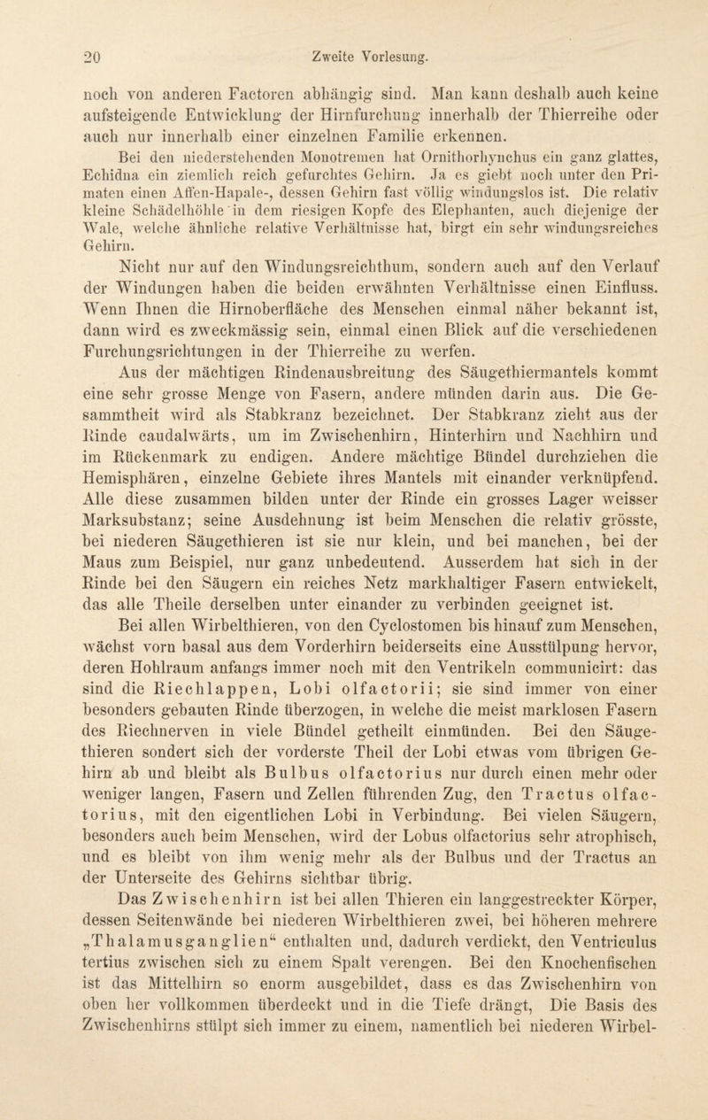 noch von anderen Factoren abhängig sind. Man kann deshalb auch keine aufsteigende Entwicklung der Hirnfurchung innerhalb der Thierreihe oder auch nur innerhalb einer einzelnen Familie erkennen. Bei den niederstehenden Monotremen hat Ornithorhynchus ein ganz glattes, Echidna ein ziemlich reich gefurchtes Gehirn. Ja es giebt noch unter den Pri¬ maten einen Affen-Hapale-, dessen Gehirn fast völlig windungslos ist. Die relativ kleine Schädelhöhle in dem riesigen Kopfe des Elephanten, auch diejenige der Wale, welche ähnliche relative Verhältnisse hat, birgt ein sehr windungsreiches Gehirn. Nicht nur auf den Windungsreichthum, sondern auch auf den Verlauf der Windungen haben die beiden erwähnten Verhältnisse einen Einfluss. Wenn Ihnen die Hirnoberfläche des Menschen einmal näher bekannt ist, dann wird es zweckmässig sein, einmal einen Blick auf die verschiedenen Furchungsrichtungen in der Thierreihe zu werfen. Aus der mächtigen Bindenausbreitung des Säugethiermantels kommt eine sehr grosse Menge von Fasern, andere münden darin aus. Die Ge- sammtheit wird als Stabkranz bezeichnet. Der Stabkranz zieht aus der Binde caudalwärts, um im Zwischenhirn, Hinterhirn und Nachhirn und im Bückenmark zu endigen. Andere mächtige Bündel durchziehen die Hemisphären, einzelne Gebiete ihres Mantels mit einander verknüpfend. Alle diese zusammen bilden unter der Binde ein grosses Lager weisser Marksubstanz; seine Ausdehnung ist beim Menschen die relativ grösste, bei niederen Säugethieren ist sie nur klein, und bei manchen, hei der Maus zum Beispiel, nur ganz unbedeutend. Ausserdem hat sich in der Binde bei den Säugern ein reiches Netz markhaltiger Fasern entwickelt, das alle Theile derselben unter einander zu verbinden geeignet ist. Bei allen Wirbelthieren, von den Cyclostomen bis hinauf zum Menschen, wächst vorn basal aus dem Vorderhirn beiderseits eine Ausstülpung hervor, deren Hohlraum anfangs immer noch mit den Ventrikeln communicirt: das sind die Biechlappen, Lobi olfactorii; sie sind immer von einer besonders gebauten Binde überzogen, in welche die meist marklosen Fasern des Biechnerven in viele Bündel getheilt einmünden. Bei den Säuge¬ thieren sondert sich der vorderste Theil der Lobi etwas vom übrigen Ge¬ hirn ab und bleibt als Bulbus olfactorius nur durch einen mehr oder weniger langen, Fasern und Zellen führenden Zug, den Tractus olfac¬ torius, mit den eigentlichen Lobi in Verbindung. Bei vielen Säugern, besonders auch beim Menschen, wird der Lobus olfactorius sehr atrophisch, und es bleibt von ihm wenig mehr als der Bulbus und der Tractus an der Unterseite des Gehirns sichtbar übrig. Das Zwischenhirn ist bei allen Thieren ein langgestreckter Körper, dessen Seitenwände bei niederen Wirbelthieren zwei, bei höheren mehrere „Thalamusganglien“ enthalten und, dadurch verdickt, den Ventriculus tertius zwischen sich zu einem Spalt verengen. Bei den Knochenfischen ist das Mittelhirn so enorm ausgebildet, dass es das Zwischenhirn von oben her vollkommen überdeckt und in die Tiefe drängt, Die Basis des Zwischenhirns stülpt sich immer zu einem, namentlich bei niederen Wirbel-