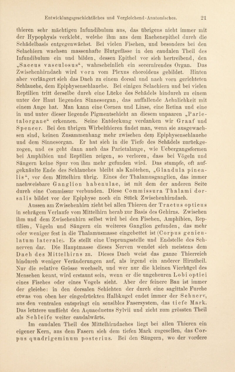 thieren sehr mächtigen Infundibulum aus, das übrigens nicht immer mit der Hypophysis verklebt, welche ihm aus dem Rachenepithel durch die Schädelbasis entgegenwächst. Bei vielen Fischen, und besonders bei den Selachiern wachsen massenhafte Blutgefässe in den caudalen Theil des Infundibulum ein und bilden, dessen Epithel vor sich hertreibend, den „Saccus vasculosus“, wahrscheinlich ein secernirendes Organ. Das Zwischenhirndach wird vorn vom Plexus choroideus gebildet. Hinten aber verlängert sich das Dach zu einem dorsal und nach vorn gerichteten Schlauche, dem Epiphysenschlauche. Bei einigen Selachiern und bei vielen Reptilien tritt derselbe durch eine Lücke des Schädels hindurch zu einem unter der Haut liegenden Sinnesorgan, das auffallende Aehnlichkeit mit einem Auge hat. Man kann eine Cornea und Linse, eine Retina und eine in und unter dieser liegende Pigmentschicht an diesem unpaaren „Parie- talOrgane“ erkennen. Seine Entdeckung verdanken wir Graaf und Spencer. Bei den übrigen Wirbelthieren findet man, wenn sie ausgewach¬ sen sind, keinen Zusammenhang mehr zwischen dem Epiphysenschlauche und dem Sinnesorgan. Er hat sich in die Tiefe des Schädels zurückge¬ zogen, und es geht dann auch das Parietalauge, wie Uebergangsformen bei Amphibien und Reptilien zeigen, so verloreu, dass bei Vögeln und Säugern keine Spur von ihm mehr gefunden wird. Das stumpfe, oft auf- geknäulte Ende des Schlauches bleibt als Knötchen, „Glandula pinea- lis“, vor dem Mittelhirn übrig. Eines der Thalamusganglien, das immer nachweisbare Ganglion habenulae, ist mit dem der anderen Seite durch eine Commissur verbunden. Diese Commissura Thalami dor- salis bildet vor der Epiphyse noch ein Stück Zwischenhirndach. Aussen am Zwischenhirn zieht bei allen Thieren der Tr actus opticus in schrägem Verlaufe vom Mittelhirn herab zur Basis des Gehirns. Zwischen ihm und dem Zwischenhirn selbst wird bei den Fischen, Amphibien, Rep¬ tilien, Vögeln und Säugern ein weiteres Ganglion gefunden, das mehr oder weniger fest in die Thalamusmasse eingebettet ist (Corpus genicu- latum laterale). Es stellt eine Ursprungsstelle und Endstelle des Seh¬ nerven dar. Die Hauptmasse dieses Nerven wendet sich meistens dem Dach des Mittelhirns zu. Dieses Dach weist das ganze Thierreich hindurch weniger Veränderungen auf, als irgend ein anderer Hirntheil. Nur die relative Grösse wechselt, und wer nur die kleinen Vierhügel des Menschen kennt, wird erstaunt sein, wenn er die ungeheuren Lobi optici eines Fisches oder eines Vogels sieht. Aber der feinere Bau ist immer der gleiche: in den dorsalen Schichten der durch eine sagittale Furche etwas von oben her eingedrückten Halbkugel endet immer der Sehnerv, aus den ventralen entspringt ein sensibles Fasersystem, das tiefe Mark. Das letztere umflicht den Aquaeductus Sylvii und zieht zum grössten Theil als Schleife weiter caudahvärts. Im caudalen Theil des Mittelhirndaches liegt bei allen Thieren ein eigener Kern, aus dem Fasern sich dem tiefen Mark zugesellen, das Cor¬ pus quadrigeminum posterius. Bei den Säugern, wo der vordere