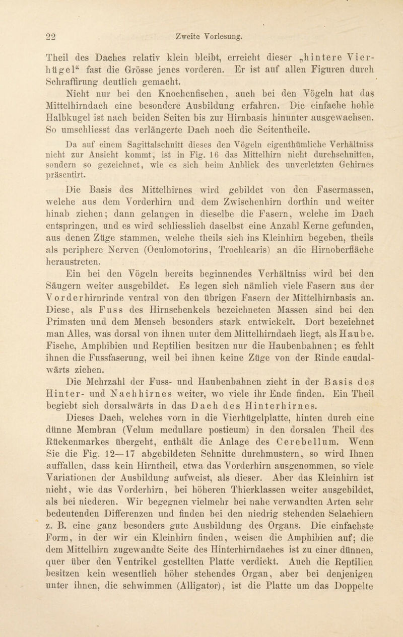 Theil des Daclies relativ klein bleibt, erreicht dieser „hintere Vier¬ hügel“ fast die Grösse jenes vorderen. Er ist auf allen Figuren durch Schraffirung deutlich gemacht. Nicht nur bei den Knochenfischen, auch bei den Vögeln hat das Mittelhirndach eine besondere Ausbildung erfahren. Die einfache hohle Halbkugel ist nach beiden Seiten bis zur Hirnbasis hinunter ausgewachsen. So umschliesst das verlängerte Dach noch die Seitentheile. Da auf einem Sagittalschnitt dieses den Vögeln eigenthtimliche Verhältniss nicht zur Ansicht kommt, ist in Fig. 16 das Mittelhirn nicht durchschnitten, sondern so gezeichnet, wie es sich beim Anblick des unverletzten Gehirnes präsentirt. Die Basis des Mittelhirnes wird gebildet von den Fasermassen, welche aus dem Vorderhirn und dem Zwischenhirn dorthin und weiter hinab ziehen; dann gelangen in dieselbe die Fasern, welche im Dach entspringen, und es wird schliesslich daselbst eine Anzahl Kerne gefunden, aus denen Züge stammen, welche theils sich ins Kleinhirn begeben, theils als periphere Nerven (Oculomotorius, Trochlearis) an die Hirnoberfläche heraustreten. Ein bei den Vögeln bereits beginnendes Verhältniss wird bei den Säugern weiter ausgebildet. Es legen sich nämlich viele Fasern aus der Vorderhirnrinde ventral von den übrigen Fasern der Mittelhirnbasis an. Diese, als Fuss des Hirnschenkels bezeichneten Massen sind bei den Primaten und dem Mensch besonders stark entwickelt. Dort bezeichnet man Alles, was dorsal von ihnen unter dem Mittelhirndach liegt, als Haube. Fische, Amphibien und Keptilien besitzen nur die Haubenbahnen; es fehlt ihnen die Fussfaserung, weil bei ihnen keine Züge von der Rinde caudal- wärts ziehen. Die Mehrzahl der Fuss- und Haubenbahnen zieht in der Basis des Hinter- und Nachhirnes weiter, wo viele ihr Ende finden. Ein Theil begiebt sich dorsalwärts in das Dach des Hinterhirnes. Dieses Dach, welches vorn in die Vierhügelplatte, hinten durch eine dünne Membran (Velum medulläre posticum) in den dorsalen Theil des Rückenmarkes übergeht, enthält die Anlage des Cerebellum. Wenn Sie die Fig. 12—17 abgebildeten Schnitte durchmustern, so wird Ihnen auffallen, dass kein Hirntheil, etwa das Vorderhirn ausgenommen, so viele Variationen der Ausbildung aufweist, als dieser. Aber das Kleinhirn ist nicht, wie das Vorderhirn, bei höheren Thierklassen weiter ausgebildet, als bei niederen. Wir begegnen vielmehr bei nahe verwandten Arten sehr bedeutenden Differenzen und finden bei den niedrig stehenden Selachiern z. B. eine ganz besonders gute Ausbildung des Organs. Die einfachste Form, in der wir ein Kleinhirn finden, weisen die Amphibien auf; die dem Mittelhirn zugewandte Seite des Hinterhirndaches ist zu einer dünnen, quer über den Ventrikel gestellten Platte verdickt. Auch die Reptilien besitzen kein wesentlich höher stehendes Organ, aber bei denjenigen unter ihnen, die schwimmen (Alligator), ist die Platte um das Doppelte