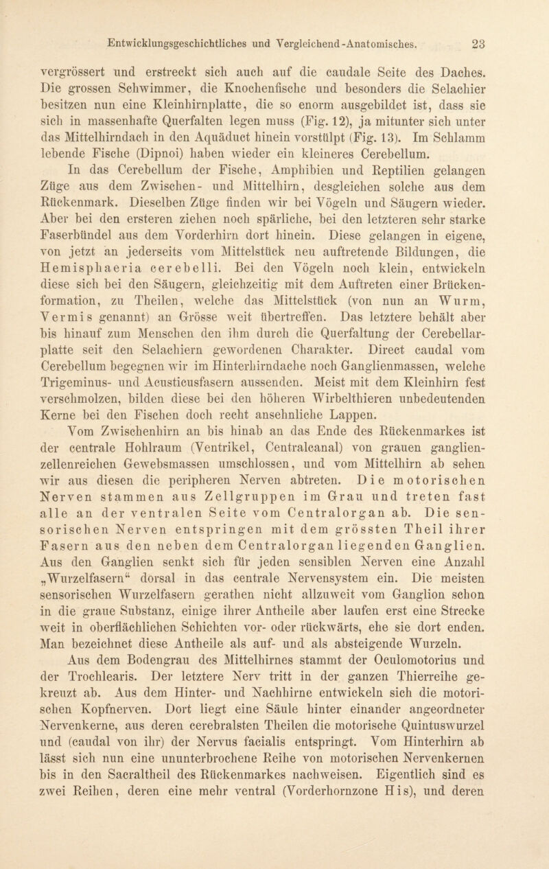 vergrössert und erstreckt sich auch auf die caudale Seite des Daches. Die grossen Schwimmer, die Knochenfische und besonders die Selachier besitzen nun eine Kleinhirnplatte, die so enorm ausgehildet ist, dass sie sich in massenhafte Querfalten legen muss (Fig. 12), ja mitunter sich unter das Mittelhirndach in den Aquäduct hinein vorstülpt (Fig. 13). Im Schlamm lebende Fische (Dipnoi) haben wieder ein kleineres Cerebellum. In das Cerebellum der Fische, Amphibien und Reptilien gelangen Züge aus dem Zwischen- und Mittelhirn, desgleichen solche aus dem Rückenmark. Dieselben Züge finden wir bei Vögeln und Säugern wieder. Aber bei den ersteren ziehen noch spärliche, bei den letzteren sehr starke Faserbündel aus dem Vorderhirn dort hinein. Diese gelangen in eigene, von jetzt an jederseits vom Mittelstück neu auftretende Bildungen, die Hemisphaeria cerebelli. Bei den Vögeln noch klein, entwickeln diese sich bei den Säugern, gleichzeitig mit dem Auftreten einer Brücken¬ formation, zu Tlieilen, welche das Mittelstück (von nun an Wurm, Vermis genannt) an Grösse weit übertreffen. Das letztere behält aber bis hinauf zum Menschen den ihm durch die Querfaltung der Cerebellar¬ platte seit den Selachiern gewordenen Charakter. Direct caudal vom Cerebellum begegnen wir im Hinterhirndache noch Ganglienmassen, welche Trigeminus- und Acusticusfasern aussenden. Meist mit dem Kleinhirn fest verschmolzen, bilden diese bei den höheren Wirbeltliieren unbedeutenden Kerne bei den Fischen doch recht ansehnliche Lappen. Vom Zwischenhirn an bis hinab an das Ende des Rückenmarkes ist der centrale Hohlraum (Ventrikel, Centralcanal) von grauen ganglien¬ zellenreichen Gewebsmassen umschlossen, und vom Mittelhirn ab sehen wir aus diesen die peripheren Nerven abtreten. Die motorischen Nerven stammen aus Zellgruppen im Grau und treten fast alle an der ventralen Seite vom Centralorgan ab. Die sen¬ sorischen Nerven entspringen mit dem grössten Theil ihrer Fasern aus den neben dem Centralorgan liegenden Ganglien. Aus den Ganglien senkt sich für jeden sensiblen Nerven eine Anzahl „Wurzelfasern“ dorsal in das centrale Nervensystem ein. Die meisten sensorischen Wurzelfasern gerathen nicht allzuweit vom Ganglion schon in die graue Substanz, einige ihrer Antheile aber laufen erst eine Strecke weit in oberflächlichen Schichten vor- oder rückwärts, ehe sie dort enden. Man bezeichnet diese Antheile als auf- und als absteigende Wurzeln. Aus dem Bodengrau des Mittelhirnes stammt der Oculomotorius und der Trochlearis. Der letztere Nerv tritt in der ganzen Thierreihe ge¬ kreuzt ab. Aus dem Hinter- und Nachhirne entwickeln sich die motori¬ schen Kopfnerven. Dort liegt eine Säule hinter einander angeordneter Nervenkerne, aus deren cerebralsten Tlieilen die motorische Quintuswurzel und (caudal von ihr) der Nervus facialis entspringt. Vom Hinterhirn ab lässt sich nun eine ununterbrochene Reihe von motorischen Nervenkernen bis in den Sacraltheil des Rückenmarkes nachweisen. Eigentlich sind es zwei Reihen, deren eine mehr ventral (Vorderhornzone His), und deren