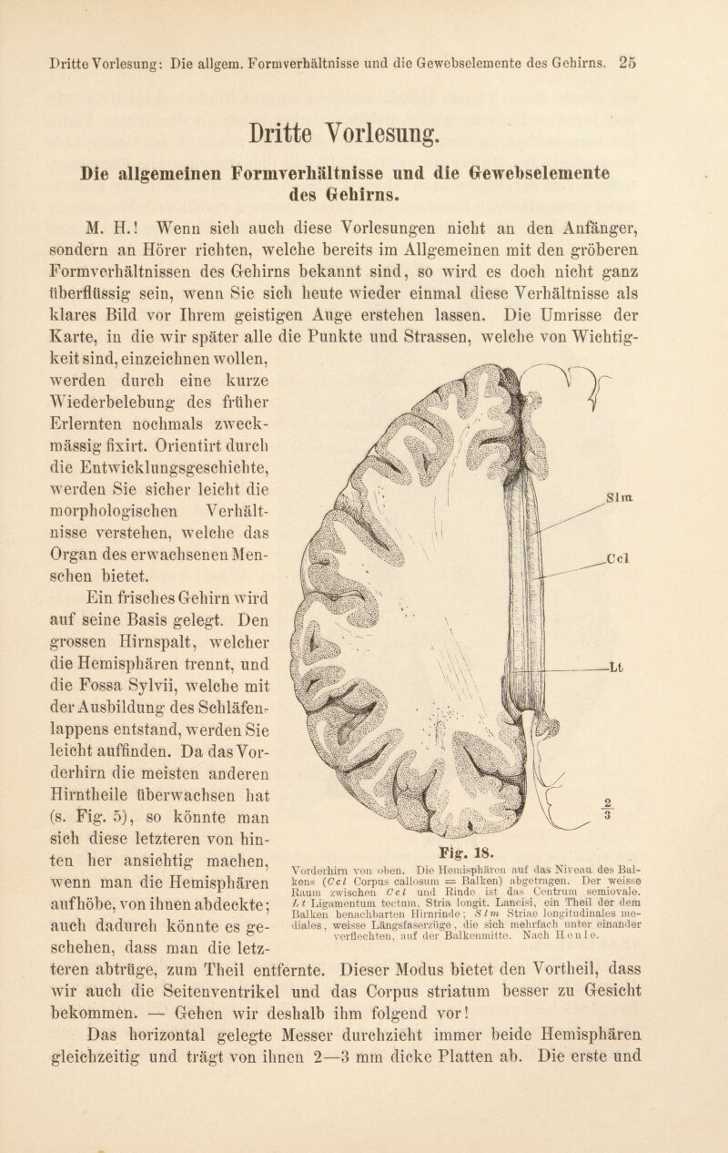 Dritte Vorlesung. Die allgemeinen FormverMltnisse und die Gewebselemente des Gehirns. Slm. Del M. H.! Wenn sich auch diese Vorlesungen nicht an den Anfänger, sondern an Hörer richten, welche bereits im Allgemeinen mit den gröberen Formverhältnissen des Gehirns bekannt sind, so wird es doch nicht ganz überflüssig sein, Avenn Sie sich heute wieder einmal diese Verhältnisse als klares Bild vor Ihrem geistigen Auge erstehen lassen. Die Umrisse der Karte, in die wir später alle die Punkte und Strassen, welche von Wichtig¬ keit sind, einzeichnen wollen, werden durch eine kurze Wiederbelebung des früher Erlernten nochmals zweck¬ mässig fixirt. Orientirt durch die Entwicklungsgeschichte, werden Sie sicher leicht die morphologischen Verhält¬ nisse verstehen, welche das Organ des erwachsenen Men¬ schen bietet. Ein frisches Gehirn wird auf seine Basis gelegt. Den grossen Hirnspalt, welcher die Hemisphären trennt, und die Fossa Sylvii, welche mit der Ausbildung des Schläfern lappens entstand, werden Sie leicht auffinden. Da das Vor¬ derhirn die meisten anderen Hirntheile überwachsen hat (s. Fig. 5), so könnte man sich diese letzteren von hin¬ ten her ansichtig machen, wenn man die Hemisphären auf höbe, von ihnen abdeckte; auch dadurch könnte es ge¬ schehen, dass man die letz¬ teren abtrüge, zum Theil entfernte. Dieser Modus bietet den Vortheil, dass wir auch die Seitenventrikel und das Corpus striatum besser zu Gesicht bekommen. — Gehen wir deshalb ihm folgend vor! Das horizontal gelegte Messer durchzieht immer beide Hemisphären gleichzeitig und trägt von ihnen 2—3 mm dicke Platten ab. Die erste und Fig-. 18. Vorderhirn von oben. Die Hemisphären auf das Niveau des Bal¬ kens (Ccl Corpus callosum = Balken) abgetragen. Der weisse Raum zwischen Cd und Rinde ist das Centrum semiovale. Lt Ligamentum tectum, Stria longit. Lancisi, ein Theil der dem Balken benachbarten Hirnrinde; Slm Striae longitudinales me¬ diales , weisse Längsfaserzüge , die sich mehrfach unter einander verflechten, auf der Balkenmitte. Nach Henle.