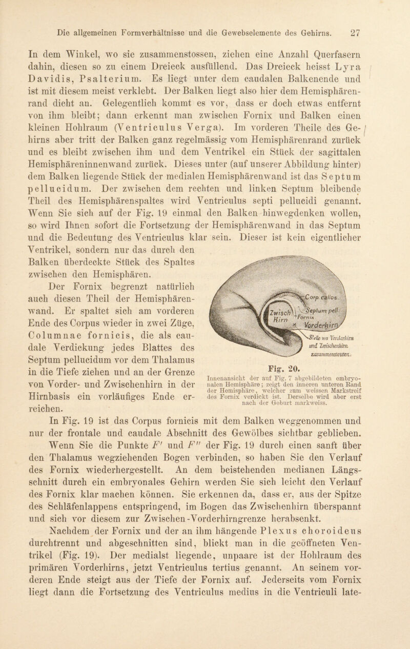 In dem Winkel, wo sie zusammenstossen, ziehen eine Anzahl Querfasern dahin, diesen so zu einem Dreieck ausfallend. Das Dreieck heisst Lyra Davidis, Psalterium. Es liegt unter dem caudalen Balkenende und ist mit diesem meist verklebt. Der Balken liegt also hier dem Hemisphären¬ rand dicht an. Gelegentlich kommt es vor, dass er doch etwas entfernt von ihm bleibt; dann erkennt man zwischen Fornix und Balken einen kleinen Hohlraum (Ventriculus Verga). Im vorderen Theile des Ge¬ hirns aber tritt der Balken ganz regelmässig vom Hemisphärenrand zurück und es bleibt zwischen ihm und dem Ventrikel ein Stück der sagittalen Hemisphäreninnenwand zurück. Dieses unter (auf unserer Abbildung hinter) dem Balken liegende Stück der medialen Hemisphärenwand ist das Septum pellucidum. Der zwischen dem rechten und linken Septum bleibende Theil des Hemisphärenspaltes wird Ventriculus septi pellucidi genannt. Wenn Sie sich auf der Fig. 19 einmal den Balken hinwegdenken wollen, so wird Ihnen sofort die Fortsetzung der Hemisphärenwand in das Septum und die Bedeutung des Ventriculus klar sein. Dieser ist kein eigentlicher Ventrikel, sondern nur das durch den Balken überdeckte Stück des Spaltes zwischen den Hemisphären. Der Fornix begrenzt natürlich auch diesen Theil der Hemisphären¬ wand. Er spaltet sich am vorderen Ende des Corpus wieder in zwei Züge, Columnae fornicis, die als cau- dale Verdickung jedes Blattes des Septum pellucidum vor dem Thalamus in die Tiefe ziehen und an der Grenze von Vorder- und Zwischenhirn in der Hirnbasis ein vorläufiges Ende er¬ reichen. In Fig. 19 ist das Corpus fornicis mit dem Balken weggenommen und nur der frontale und caudale Abschnitt des Gewölbes sichtbar geblieben. Wenn Sie die Punkte F' und F der Fig. 19 durch einen sanft über den Thalamus wegziehenden Bogen verbinden, so haben Sie den Verlauf des Fornix wiederhergestellt. An dem beistehenden medianen Längs¬ schnitt durch ein embryonales Gehirn werden Sie sich leicht den Verlauf des Fornix klar machen können. Sie erkennen da, dass er, aus der Spitze des Schläfenlappens entspringend, im Bogen das Zwischenhirn überspannt und sich vor diesem zur Zwischen-Vorderhirngrenze herabsenkt. Nachdem der Fornix und der an ihm hängende Plexus choroideus durchtrennt und abgeschnitten sind, blickt man in die geöffneten Ven¬ trikel (Fig. 19). Der medialst liegende, unpaare ist der Hohlraum des primären Vorderhirns, jetzt Ventriculus tertius genannt. An seinem vor¬ deren Ende steigt aus der Tiefe der Fornix auf. Jederseits vom Fornix liegt dann die Fortsetzung des Ventriculus medius in die Ventriculi late- Fig. 20. Innenansicht der anf Fig. 7 ahgehildeten embryo¬ nalen Hemisphäre; zeigt den inneren unteren Rand der Hemisphäre, 'welcher zum weissen Markstreif des Fornix verdickt ist. Derselbe wird aber erst nach der Geburt markweiss.