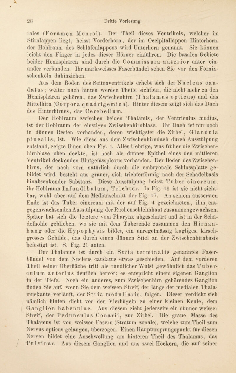 rales (Foramen Monroi). Der Theil dieses Ventrikels, welcher im Stirnlappen liegt, heisst Vorderhorn, der im Occipitallappen Hinterhorn, der Hohlraum des Schläfenlappens wird Unterhorn genannt. Sie können leicht den Finger in jedes dieser Hörner einführen. Die basalen Gebiete beider Hemisphären sind durch die Commissura anterior unter ein¬ ander verbunden. Ihr markweisses Faserbündel sehen Sie vor den Fornix- schenkeln dahinziehen. Aus dem Boden des Seitenventrikels erhebt sich der Nu eleu s cau- datus; weiter nach hinten werden Theile sichtbar, die nicht mehr zu den Hemisphären gehören, das Zwischenhirn (Thalamus opticus) und das Mittelhirn (Corpora quadrigemina). Hinter diesem zeigt sich das Dach des Hinterhirnes, das Cerebellum. Der Hohlraum zwischen beiden Thalamis, der Ventriculus medius, ist der Hohlraum der einstigen Zwischenhirnblase. Ihr Dach ist nur noch in dünnen Resten vorhanden, deren wichtigster die Zirbel, Glandula pinealis, ist. Wie diese aus dem Zwischenhirndach durch Ausstülpung entstand, zeigte Ihnen oben Fig. 4. Alles Uebrige, was früher die Zwischen- liirnblase oben deckte, ist noch als dünnes Epithel eines den mittleren Ventrikel deckenden Blutgefässplexus vorhanden. Der Boden des Zwischen¬ hirns, der nach vorn natürlich durch die embryonale Schlussplatte ge¬ bildet wird, besteht aus grauer, sich trichterförmig nach der Schädelbasis hinabsenkender Substanz. Diese Ausstülpung heisst Tuber cinereum, ihr Hohlraum Infundibulum, Trichter. In Fig. 19 ist sie nicht sicht¬ bar, wohl aber auf dem Medianschnitt der Fig. 17. An seinem äussersten Ende ist das Tuber cinereum mit der auf Fig. 4 gezeichneten, ihm ent¬ gegenwachsenden Ausstülpung der Rachenschleimhaut zusammengewachsen. Später hat sich die letztere vom Pharynx abgeschnürt und ist in der Schä¬ delhöhle geblieben, wo sie mit dem Tuberende zusammen den Hirnan¬ hang oder die Hypophysis bildet, ein unregelmässig kugliges, kirsch¬ grosses Gebilde, das durch einen dünnen Stiel an der Zwischenhirnbasis befestigt ist. S. Fig. 21 unten. Der Thalamus ist durch ein Stria terminalis genanntes Faser¬ bündel von dem Nucleus caudatus etwas geschieden. Auf dem vorderen Theil seiner Oberfläche tritt als rundlicher Wulst gewöhnlich das Tuber¬ culum anterius deutlich hervor; es entspricht einem eigenen Ganglion in der Tiefe. Noch ein anderes, zum Zwischenhirn gehörendes Ganglion finden Sie auf, wenn Sie dem weissen Streif, der längs der medialen Thala¬ muskante verläuft, der Stria medullaris, folgen. Dieser verdickt sich nämlich hinten dicht vor den Vierhügeln zu einer kleinen Keule, dem Ganglion habenulae. Aus diesem zieht jederseits ein dünner weisser Streif, der Pedunculus Conarii, zur Zirbel. Die graue Masse des Thalamus ist von weissen Fasern (Stratum zonale), welche zum Theil zum Nervus opticus gelangen, überzogen. Einen Hauptursprungspunkt für diesen Nerven bildet eine Anschwellung am hinteren Theil des Thalamus, das Pulvinar. Aus diesem Ganglion und aus zwei Höckern, die auf seiner