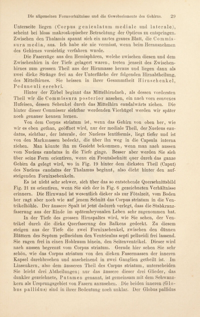 Unterseite liegen (Corpus geniculatum mediale und laterale), scheint hei bloss makroskopischer Betrachtung der Opticus zu entspringen. Zwischen den Thalamis spannt sich ein zartes graues Blatt, die Commis- sura media, aus. Ich habe sie nie vermisst, wenn beim Herausnehmen des Gehirnes vorsichtig verfahren wurde. Die Faserzüge aus den Hemisphären, welche zwischen diesen und dem Zwischenhirn in der Tiefe gelagert waren, treten jenseit des Zwischen¬ hirnes zum grossen Theil aus der Hirnmasse heraus und liegen dann als zwei dicke Stränge frei an der Unterfläche der folgenden Hirnabtheilung, des Mittelhirnes. Sie heissen in ihrer Gesammtheit Hirnschenkel, Peduneuli cerebri. Hinter der Zirbel beginnt das Mittelhirndach, als dessen vordersten Theil wir die Commissura posterior ansehen, ein nach vorn convexes Hufeisen, dessen Schenkel durch das Mittelhirn caudalwärts ziehen. Die hinter dieser Commissur sichtbar werdenden Vierhügel werden wir später noch genauer kennen lernen. Von dem Corpus striatum ist, wenn das Gehirn von oben her, wie wir es eben gethan, geöffnet wird, nur der mediale Theil, der Nucleus cau- datus, sichtbar, der laterale, der Nucleus lentiformis, liegt tiefer und ist von den Markmassen bedeckt, die über ihn weg in die Capsula interna ziehen. Man könnte ihn zu Gesicht bekommen, wenn man nach aussen vom Nucleus caudatus in die Tiefe ginge. Besser aber werden Sie sich über seine Form orientiren, wenn ein Frontalschnitt quer durch das ganze Gehirn da gelegt wird, wo in Fig. 19 hinter dem dicksten Theil (Caput) des Nucleus caudatus der Thalamus beginnt, also dicht hinter den auf- steigenden Fornixsclienkeln. Es ist nicht sehr schwer, sich über das so entstehende Querschnittsbiid Fig. 21 zu orientiren, wenn Sie sich der in Fig. 6 gezeichneten Verhältnisse erinnern. Die Hirnwand ist wesentlich dicker als zur Fötalzeit, vom Boden her ragt aber noch wie auf jenem Schnitt das Corpus striatum in die Ven¬ trikelhöhle. Der äussere Spalt ist jetzt dadurch verlegt, dass die Stabkranz¬ faserung aus der Binde im spätembryonalen Leben sehr zugenommen hat. In der Tiefe des grossen Hirnspaltes wird, wie Sie sehen, der Ven¬ trikel durch die dicke Querfaserung des Balkens gedeckt. Zu diesem steigen aus der Tiefe die zwei Fornixschenkel, zwischen den dünnen Blättern des Septum pellucidum den Ventriculus septi pellucidi frei lassend. Sie ragen frei in einen Hohlraum hinein, den Seitenventrikel. Dieser wird nach aussen begrenzt vom Corpus striatum. Gerade hier sehen Sie sehr schön, wie das Corpus striatum von den dicken Fasermassen der inneren Kapsel durchbrochen und anscheinend in zwei Ganglien getheilt ist. Im Linsenkern, also dem äusseren Theil des Corpus striatum, unterscheiden Sie leicht drei Abtheilungen; nur das äussere dieser drei Glieder, das dunkler gezeichnete, Pu tarnen genannt, ist gemeinsam mit dem Schwanz¬ kern als Ursprungsgebiet von Fasern anzusehen. Die beiden inneren (Glo¬ bus pallidus) sind in ihrer Bedeutung noch unklar. Der Globus pallidus