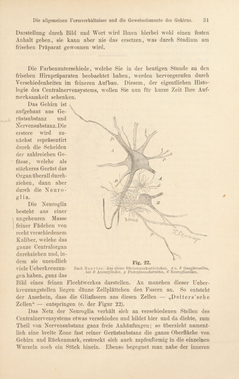 Darstellung durch Bild und Wort wird Ihnen hierbei wohl einen festen Anhalt geben, sie kann aber nie das ersetzen, was durch Studium am frischen Präparat gewonnen wird. Die Farbenunterschiede, welche Sie in der heutigen Stunde an den frischen Hirnpräparaten beobachtet haben, werden hervorgerufen durch Verschiedenheiten im feineren Aufbau. Diesem, der eigentlichen Histo¬ logie des Centralnervensystems, wollen Sie nun für kurze Zeit Ihre Auf¬ merksamkeit schenken. Das Gehirn ist aufgebaut aus Ge¬ rüstsubstanz und Nervensubstanz. Die erstere wird zu¬ nächst repräsentirt durch die Scheiden der zahlreichen Ge- - fässe, welche als stärkeres Gerüst das Organ überall durch¬ ziehen, dann aber durch die Neuro- gl ia. Die Neuroglia besteht aus einer ' ungeheuren Masse ö feiner Fädclien von recht verschiedenem Kaliber, welche das ganze Centralorgan durchziehen und, in¬ dem sie unendlich viele Ueberkreu Zun¬ gen haben, ganz das Bild eines feinen Flechtwerkes darstellen. An manchen dieser Ueber- kreuzungstellen liegen dünne Zellplättchen den Fasern an. So entsteht der Anschein, dass die Gliafasern aus diesen Zellen — „Deiters5sehe Zellen“ — entspringen (c. der Figur 22). Das Netz der Neuroglia verhält sich an verschiedenen Stellen des Centralnervensystems etwas verschieden und bildet hier und da dichte, zum Theii von Nervensubstanz ganz freie Anhäufungen; so überzieht nament¬ lich eine breite Zone fast reiner Gerüstsubstanz die ganze Oberfläche von Gehirn und Bückenmark, erstreckt sich auch zapfenförmig in die einzelnen Wurzeln noch ein Stück hinein. Ebenso begegnet man nahe der inneren Nach. Ra n vier. Aus einem Riichenmarksstückchen. Am. B Ganglienzellen, hei D Axencylinder, p Protoplasmafortsätze, C Nenrogliazellen.