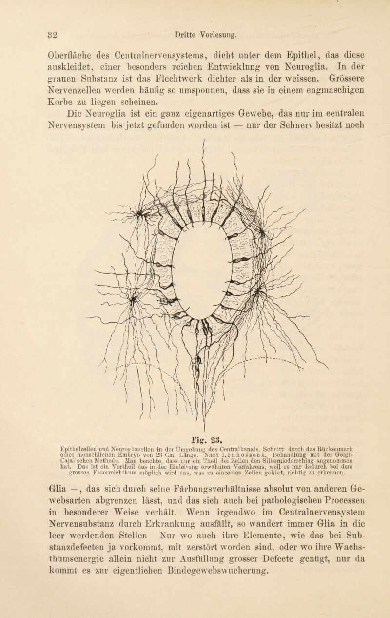 Oberfläche des Centralnervensystems, dicht unter dem Epithel, das diese auskleidet, einer besonders reichen Entwicklung von Neuroglia. In der grauen Substanz ist das Flechtwerk dichter als in der weissen. Grössere Nervenzellen werden häufig so umsponnen, dass sie in einem engmaschigen Korbe zu liegen scheinen. Die Neuroglia ist ein ganz eigenartiges Gewebe, das nur im centralen Nervensystem bis jetzt gefunden worden ist — nur der Sehnerv besitzt noch Fig. 23. Epithelzellen und Neurogliazellen in der Umgebung des Centralkanals. Schnitt durch das Rückenmark eines menschlichen Embryo von 23 Cm. Länge. Nach Lenhosseck. Behandlung mit der Golgi- Cajal’schen Methode. Man beachte, dass nur ein Theil der Zellen den Silberniederschlag angenommen hat. Das ist ein Vortheil des in der Einleitung erwähnten Verfahrens, -weil es nur dadurch bei dem grossen Easerreichthum möglich wird das, was zu einzelnen Zellen gehört, richtig zu erkennen. Glia —, das sich durch seine Färbungsverhältnisse absolut von anderen Ge- websarten abgrenzen lässt, und das sich auch bei pathologischen Processen in besonderer Weise verhält. Wenn irgendwo im Centralnervensystem Nervensubstanz durch Erkrankung ausfällt, so wandert immer Glia in die leer werdenden Stellen Nur wo auch ihre Elemente, wie das bei Sub- stanzdefecten ja vorkommt, mit zerstört worden sind, oder wo ihre Wachs¬ thumsenergie allein nicht zur Ausfüllung grosser Defecte genügt, nur da kommt es zur eigentlichen Bindegewebswucherung.