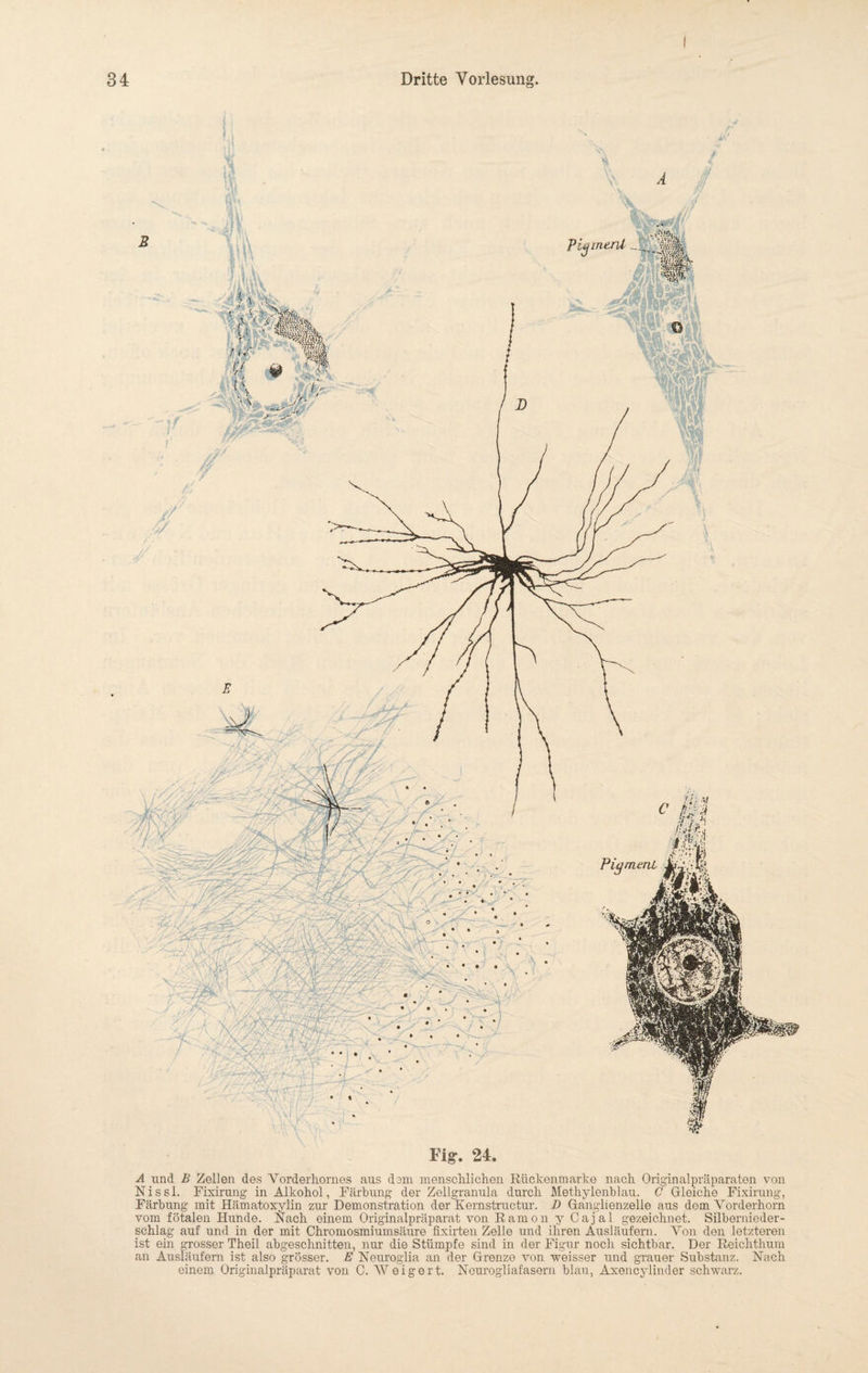 Pigment • • . * v- V Fig. 24. A und B Zellen des Yorderliornes aus dem menschlichen Rückenmarke nach Originalpräparaten von Nissl. Fixirung in Alkohol, Färbung der Zellgranula durch Methylenblau. C Gleiche Fixirung, Färbung mit Hämatoxylin zur Demonstration der Kernstractur. D Ganglienzelle aus dem Vorderhorn vom fötalen Hunde. Nach einem Originalpräparat von Ramon y Cajal gezeichnet. Silbemieder¬ schlag auf und in der mit Chromosmiumsäure fixirten Zelle und ihren Ausläufern. Von den letzteren ist ein grosser Theil abgeschnitten, nur die Stümpfe sind in der Figur noch sichtbar. Der Reichthum an Ausläufern ist also grösser. E Neuroglia an der Grenze von weisser und grauer Substanz. Nach einem Originalpräparat von C. Weigert. Neuroglia fasern blau, Axencylinder schwarz.