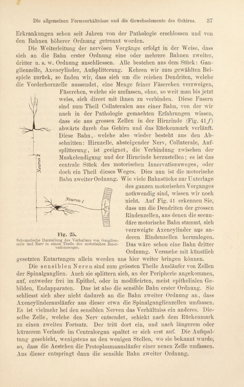 Erkrankungen schon seit Jahren von der Pathologie erschlossen und von den Bahnen höherer Ordnung getrennt worden. Die Weiterleitung der nervösen Vorgänge erfolgt in der Weise, dass sich an die Bahn erster Ordnung eine oder mehrere Bahnen zweiter, dritter u. s. w. Ordnung anschliessen. Alle bestehen aus dem Stück: Gan¬ glienzelle, Axencylinder, Aufsplitterung. Kehren wir zum gewählten Bei¬ spiele zurück, so finden wir, dass sich um die reichen Dendriten, welche die Vorderhornzelle aussendet, eine Menge feiner Fäserchen verzweigen, Fäserchen, welche sie umfassen, ohne, so weit man bis jetzt weiss, sich direct mit ihnen zu verbinden. Diese Fasern sind zum Theil Collateralen aus einer Balm, von der wir nach in der Pathologie gemachten Erfahrungen wissen, dass sie aus grossen Zellen in der Hirnrinde (Fig. 41/) abwärts durch das Gehirn und das Rückenmark verläuft. Diese Bahn, * welche also wieder besteht aus den Ab¬ schnitten: Hirnzelle, absteigender Nerv, Collaterale, Auf¬ splitterung, ist geeignet, die Verbindung zwischen der Muskelendigung und der Hirnrinde herzustellen; es ist das centrale Stück des motorischen Innervationsweges, oder doch ein Theil dieses Weges. Dies nun ist die motorische Bahn zweiter Ordnung. Wie viele Balmstücke zur Unterlage des ganzen motorischen Vorganges nothwendig sind, wissen wir noch nicht. Auf Fig. 41 erkennen Sie, dass um die Dendriten der grossen Rindenzellen, aus denen die secun- däre motorische Bahn stammt, sich verzweigte Axencylinder aus an¬ deren Rindenzellen herumlegen. Das wäre schon eine Bahn dritter Ordnung. Versuche mit künstlich gesetzten Entartungen allein werden uns hier weiter bringen können. Die sensiblen Neren sind zum grössten Theile Ausläufer von Zellen der Spinalganglien. Auch sie splittern sich, an der Peripherie angekommen, auf, entweder frei im Epithel, oder in modificirten, meist epithelialen Ge¬ bilden, Endapparaten. Das ist also die sensible Bahn erster Ordnung. Sie schliesst sich aber nicht dadurch an die Balm zweiter Ordnung an, dass Axencylinderausläufer aus dieser etwa die Spinalganglienzellen umfassen. Es ist vielmehr bei den sensiblen Nerven das Verhältnis ein anderes. Die¬ selbe Zelle, welche den Nerv entsendet, schickt nach dem Rückenmark zu einen zweiten Fortsatz. Der tritt dort ein, und nach längerem oder kürzerem Verlaufe im Centralorgan spaltet er sich erst auf. Die Aufspal¬ tung geschieht, wenigstens an den wenigen Stellen, wo sie bekannt wurde, so, dass die Aestchen die Protoplasmaausläufer einer neuen Zelle umfassen. Aus dieser entspringt dann die sensible Bahn zweiter Ordnung. Fig. 25. Schematische Darstellung des Verhaltens von Ganglien- zelle und Nerv in einem Theile des motorischen Inner- vationsweges.